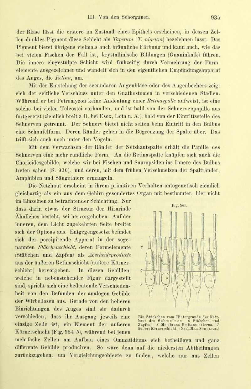 der Blase lässt die erstere im Zustand eines Epithels erscheinen, in dessen Zel- len dunkles Pigment diese Schicht als Tapetum (T. nigrum) bezeichnen lässt. Das Pigment bietet übrigens vielmals auch bräunliche Färbung und kann auch, wie das bei vielen Fischen der Fall ist, krystallinische Bildungen (Guaninkalk) führen. Die innere eingestülpte Schicht wird frühzeitig durch Vermehrung der Form- elemente ausgezeichnet und wandelt sich in den eigentlichen Empfindungsapparat des Auges, die Retina, um. Mit der Entstehung der secundären Augenblase oder des Augenbechers zeigt sich der seitliche Verschluss unter den Gnathostomen in verschiedenen Stadien. Während er bei Petromyzon keine Andeutung einer Retinaspalte aufweist, ist eine solche bei vielen Teleostei vorhanden, und ist bald von der Sehnervenpapille aus fortgesetzt (ziemlich breit z. B. bei Esox, Lota u. A. , bald von der Eintrittsstelle des Sehnerven getrennt. Der Sehnerv bietet nicht selten beim Eintritt in den Bulbus eine Schaufelform. Deren Ränder gehen in die Begrenzung der Spalte über. Das trifft sich auch noch unter den Vögeln. Mit dem Verwachsen der Ränder der Netzhautspalte erhält die Papille des Sehnerven eine mehr rundliche Form. An die Retinaspalte knüpfen sich auch die Chorioidesgebilde, welche wir bei Fischen und Sauropsiden ins Innere des Bulbus treten sahen (S. 930), und deren, mit dem frühen Verschmelzen der Spaltränder, Amphibien und Säugethiere ermangeln. Die Netzhaut erscheint in ihrem primitiven Verhalten ontogenetisch ziemlich gleichartig als ein aus dem Gehirn gesondertes Organ mit bestimmter, hier nicht im Einzelnen zu betrachtender Schichtung. Nur dass darin etwas der Structur der Hirnrinde Ähnliches besteht, sei hervorgehoben. Auf der inneren, dem Licht zugekehrten Seite breitet sich der Opticus aus. Entgegengesetzt befindet sich der percipirende Apparat in der soge- nannten Stäbchenschicht, deren Formelemente (Stäbchen und Zapfen) als Äbscheideproducte aus der äußeren Retinaschicht (äußere Körner- schicht) hervorgehen. In diesen Gebilden, welche in nebenstehender Figur dargestellt sind, spricht sich eine bedeutende Verschieden- heit von den Befunden der analogen Gebilde der Wirbellosen aus. Gerade von den höheren Einrichtungen des Auges sind sie dadurch verschieden, dass ihr Ausgang jeweils eine einzige Zelle ist, ein Element der äußeren Körnerschicht (Fig. 584 9), während bei jenen mehrfache Zellen am Aufbau eines Ommatidiums sich betlieiligen und ganz differente Gebilde produciren. So wäre denn auf die niedersten Abtheilungen zurückzugehen, um Vergleichungsobjecte zu finden, welche nur aus Zellen Fig. 5S4. Ein Stückchen vom Hintergründe der Netz- haut des Schweines. 5 Stäbchen und Zapfen. S Membrana limitans externa. 7 äußere Körnerschicht. iNachMix Schultze.)