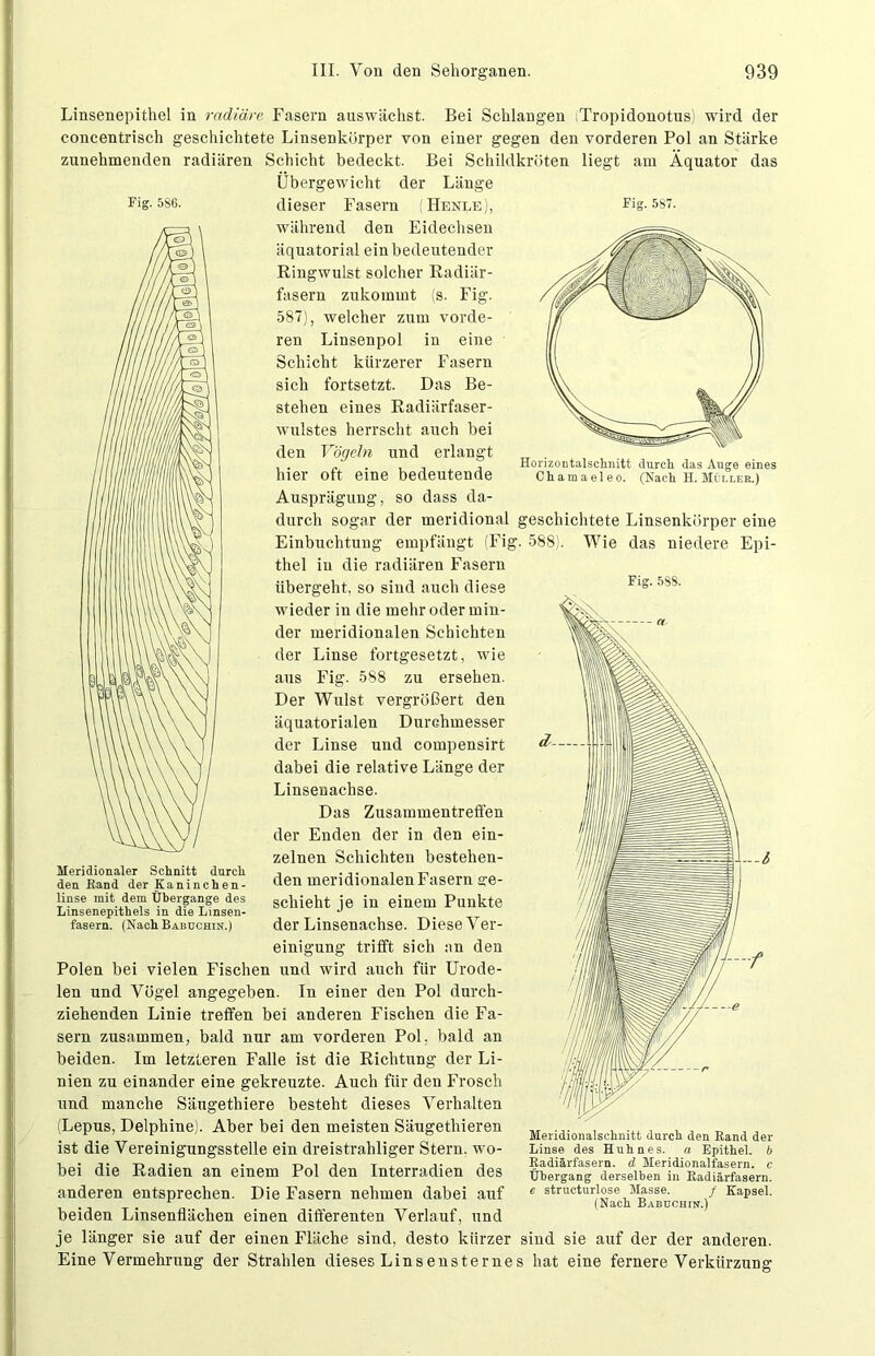 Fig. 586. Fig. 587. Fig. 58S. Linsenepithel in radiäre Fasern auswächst. Bei Schlangen iTropidonotus) wird der concentrisch geschichtete Linsenkörper von einer gegen den vorderen Pol an Stärke zunehmenden radiären Schicht bedeckt. Bei Schildkröten liegt am Äquator das Übergewicht der Länge dieser Fasern (Henle), während den Eidechsen äquatorial ein bedeutender Ringwulst solcher Radiär- fasern zukommt (s. Fig. 587), welcher zum vorde- ren Linsenpol in eine Schicht kürzerer Fasern sich fortsetzt. Das Be- stehen eines Radiärfaser- wulstes herrscht auch bei den Vögeln und erlangt hier oft eine bedeutende Ausprägung, so dass da- durch sogar der meridional geschichtete Linsenkörper eine Einbuchtung empfängt (Fig. 588). Wie das niedere Epi- thel in die radiären Fasern libergeht, so sind auch diese wieder in die mehr oder min- der meridionalen Schichten der Linse fortgesetzt, wie aus Fig. 588 zu ersehen. Der Wulst vergrößert den äquatorialen Durchmesser der Linse und compensirt dabei die relative Länge der Linsenachse. Das Zusammentreffen der Enden der in den ein- zelnen Schichten bestehen- den meridionalen Fasern ge- schieht je in einem Punkte der Linsenachse. Diese Ver- einigung trifft sich an den Polen bei vielen Fischen und wird auch für Urode- len und Vögel angegeben. In einer den Pol durch- ziehenden Linie treffen bei anderen Fischen die Fa- sern zusammen, bald nur am vorderen Pol. bald an beiden. Im letzteren Falle ist die Richtung der Li- nien zu einander eine gekreuzte. Auch für den Frosch und manche Säugethiere besteht dieses Verhalten (Lepus, Delphine). Aber bei den meisten Säugethieren ist die Vereinigungsstelle ein dreistrahliger Stern, wo- bei die Radien an einem Pol den Interradien des anderen entsprechen. Die Fasern nehmen dabei auf beiden Linsenflächen einen differenten Verlauf, und je länger sie auf der einen Fläche sind, desto kürzer sind sie auf der der anderen. Eine Vermehrung der Strahlen dieses Linsensternes hat eine fernere Verkürzung Meridionaler Schnitt durch den Rand der Kaninchen- linse mit dem Übergange des Linsenepithels in die Linsen- fasern. (Nach Babüchin.) —6 Meridionalschnitt durch den Rand der Linse des Huhnes, a Epithel, b Radiärfasern, d Heridionalfasern. c Übergang derselben in Radiärfasern. e structurlose Masse. / Kapsel. (Nach Babüchin.)