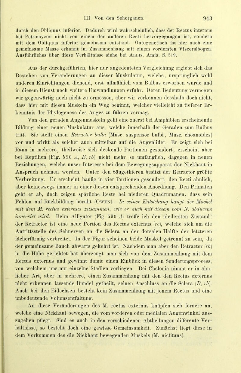 durch den Obliquus inferior. Dadurch wird wahrscheinlich, dass der ßectus internus bei Petromyzon nicht von einem der anderen Recti hervorgegangen ist, sondern mit dem Obliquus inferior gemeinsam entstand. Ontogenetisch ist hier auch eine gemeinsame Masse erkannt im Zusammenhang mit einem vordersten Visceralbogen. Ausführliches über diese Verhältnisse siehe bei Allis, Amia, S. 519. Aus der durchgeführten, hier nur angedeuteten Vergleichung ergiebt sich das Bestehen von Veränderungen an dieser Muskulatur, welche, ursprünglich wohl anderen Einrichtungen dienend, erst allmählich vom Bulbus erworben wurde und in diesem Dienst noch weitere Umwandlungen erfuhr. Deren Bedeutung vermögen wir gegenwärtig noch nicht zu ermessen, aber wir verkennen desshalb doch nicht, dass hier mit diesen Muskeln ein Weg beginnt, welcher vielleicht zu tieferer Er- kenntnis der Phylogenese des Auges zu führen vermag. Von den geraden Augenmuskeln geht eine zuerst bei Amphibien erscheinende Bildung einer neuen Muskulatur aus, welche innerhalb der Geraden zum Bulbus tritt. Sie stellt einen Retractor bulbi (Muse, suspensor bulbi, Muse, choanoides) vor und wirkt als solcher auch mittelbar auf die Augenlider. Er zeigt sich bei Rana in mehrere, theilweise sich deckende Portionen gesondert, erscheint aber bei Reptilien (Fig. 590 A, B, rb) nicht mehr so umfänglich, dagegen in neuen Beziehungen, welche unser Interesse bei dem Bewegungsapparat der Nickhaut in Anspruch nehmen werden. Unter den Säugethieren besitzt der Retractor größte Verbreitung. Er erscheint häufig in vier Portionen gesondert, den Recti ähnlich, aber keineswegs immer in einer diesen entsprechenden Anordnung. Den Primaten geht er ab, doch zeigen spärliche Reste bei niederen Quadrumanen, dass sein Fehlen auf Rückbildung beruht (Owen). In seiner Entstehung hängt der Muskel mit dem M. rectus externus zusammen, wie er auch mit diesem vom N. abducens innervirt wird. Beim Alligator (Fig. 590 A) treffe ich den niedersten Zustand: der Retractor ist eine neue Portion des Rectus externus (rc), welche sich um die Antrittsstelle des Sehnerven an die Sclera an der dorsalen Hälfte der letzteren fächerförmig verbreitet. In der Figur scheinen beide Muskel getrennt zu sein, da der gemeinsame Bauch abwärts gekehrt ist. Nachdem man aber den Retractor (rb) in die Höhe gerichtet hat überzeugt man sich von dem Zusammenhang mit dem Rectus externus und gewinnt damit einen Einblick in diesen Sonderungsprocess, von welchem uns nur einzelne Stadien vorliegen. Bei Chelonia nimmt er in ähn- licher Art, aber in mehrere, einen Zusammenhang mit den den Rectus externus nicht erkennen lassende Bündel getheilt, seinen Anschluss an die Sclera (B, rb). Auch bei den Eidechsen besteht kein Zusammenhang mit jenem Rectus und eine unbedeutende Volumsentfaltung. An diese Veränderungen des M. rectus externus knüpfen sich fernere an, welche eine Nickhaut bewegen, die vom vorderen oder medialen Augenwinkel aus- zugehen pflegt. Sind es auch in den verschiedenen Abtheilungen difierente Ver- hältnisse, so besteht doch eine gewisse Gemeinsamkeit. Zunächst liegt diese in dem Vorkommen des die Nickhaut bewegenden Muskels (M. nictitans).