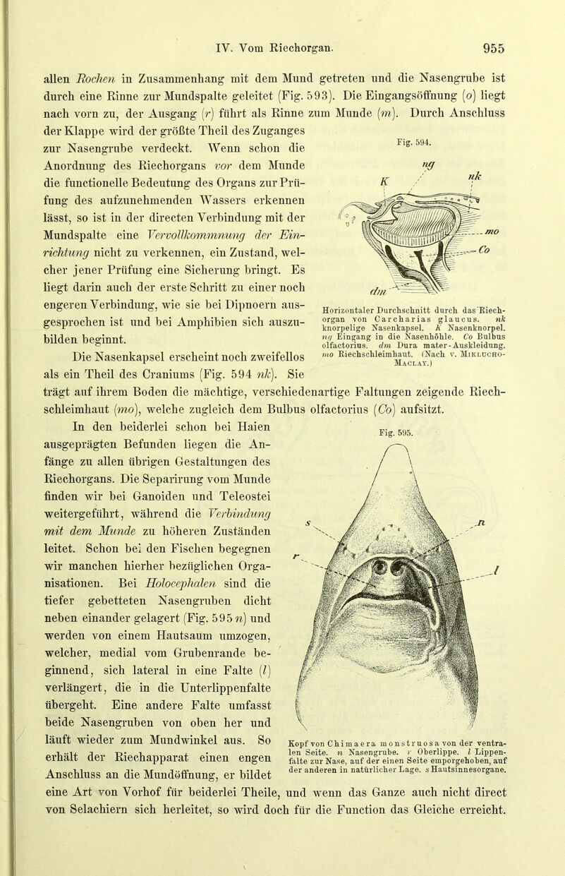 Durch Anschluss Fig. 594. dm ' r-- Horizontaler Durchschnitt durch das Riech- organ von Carcharias glaucus. nk knorpelige Nasenkapsel. 7t Nasenknorpel. nq Eingang in die Nasenhöhle. Co Bulbus olfactorius. dm Dura mater-Auskleidung. mo Riechschleimhaut. (Nach v. Miklucho- Maclat.) allen Rochen in Zusammenhang mit dem Mund getreten und die Nasengrube ist durch eine Rinne zur Mundspalte geleitet (Fig. 593). Die Eingangsöffnung (o) liegt nach vorn zu, der Ausgang [r) führt als Rinne zum Munde (m) der Klappe wird der größte Tlieil des Zuganges zur Nasengrube verdeckt. Wenn schon die Anordnung des Riechorgans vor dem Munde die functioneile Bedeutung des Organs zur Prü- fung des aufzunehmenden Wassers erkennen lässt, so ist in der directen Verbindung mit der Mundspalte eine Vervollkommnung der Ein- richtung nicht zu verkennen, ein Zustand, wel- cher jener Prüfung eine Sicherung bringt. Es liegt darin auch der erste Schritt zu einer noch engeren Verbindung, wie sie bei Dipnoern aus- gesprochen ist und bei Amphibien sich auszu- bilden beginnt. Die Nasenkapsel erscheint noch zweifellos als ein Theil des Craniums (Fig. 594 nk). Sie trägt auf ihrem Boden die mächtige, verschiedenartige Faltungen zeigende Riech- schleimhaut (mo), welche zugleich dem Bulbus olfactorius (Co) aufsitzt. In den beiderlei schon bei Haien „. ... big. 595. ausgeprägten Befunden liegen die An- fänge zu allen übrigen Gestaltungen des Riechorgans. Die Separirung vom Munde finden wir bei Ganoiden und Teleostei weitergeführt, während die Verbindung mit dem Munde zu höheren Zuständen leitet. Schon bei den Fischen begegnen wir manchen hierher bezüglichen Orga- nisationen. Bei Holoceplialen sind die tiefer gebetteten Nasengruben dicht neben einander gelagert (Fig. 595 n) und werden von einem Hautsaum umzogen, welcher, medial vom Grubenrande be- ginnend, sich lateral in eine Falte (l) verlängert, die in die Unterlippenfalte übergeht. Eine andere Falte umfasst beide Nasengrubeu von oben her und läuft wieder zum Mundwinkel aus. So erhält der Riechapparat einen engen Anschluss an die Mundöffnung, er bildet eine Art von Vorhof für beiderlei Theile, und weun das Ganze auch nicht direct von Selachiern sich herleitet, so wird doch für die Function das Gleiche erreicht. Kopf von Chimaera monstruosa von der ventra- len Seite, n Nasengrube, r Oberlippe. I Lippen- falte zur Nase, auf der einen Seite emporgehoben, auf der anderen in natürlicher Lage, s Hautsinnesorgane.