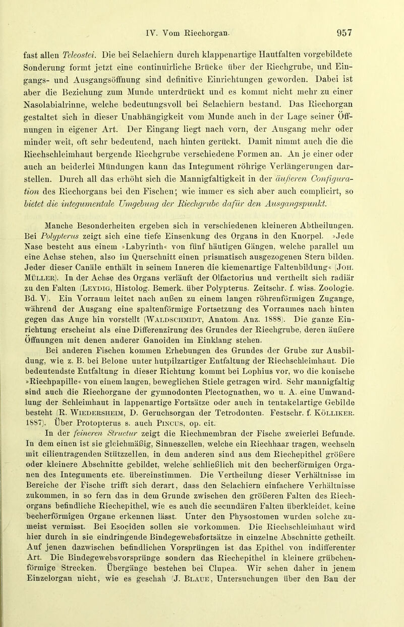 fast allen Teleostei. Die bei Selachiern durch klappenartige Hautfalten vorgebildete Sonderung formt jetzt eine continuirliche Brücke über der Riechgrube, und Ein- gangs- und Ausgangsöffnung sind definitive Einrichtungen geworden. Dabei ist aber die Beziehung zum Munde unterdrückt und es kommt nicht mehr zu einer Nasolabialriune, welche bedeutungsvoll bei Selachiern bestand. Das Riechorgan gestaltet sich in dieser Unabhängigkeit vom Munde auch in der Lage seiner Öff- nungen in eigener Art. Der Eingang liegt nach vorn, der Ausgang mehr oder minder weit, oft sehr bedeutend, nach hinten gerückt. Damit nimmt auch die die Riechschleimhaut bergende Riechgrube verschiedene Formen an. An je einer oder auch an beiderlei Mündungen kann das Integument rührige Verlängerungen dar- stellen. Durch all das erhöht sich die Mannigfaltigkeit in der äußeren Gonfigura- tion des Riechorgans bei den Fischen; wie immer es sich aber auch complicirt, so bietet die integumentale Umgebung der Riechgrube dafür den Ausgangspunkt. Manche Besonderheiten ergeben sich in verschiedenen kleineren Abtheilungen. Bei Polyptems zeigt sich eine tiefe Einsenkung des Organs in den Knorpel. »Jede Nase besteht aus einem »Labyrinth« von fünf häutigen Gängen, welche parallel um eine Achse stehen, also im Querschnitt einen prismatisch ausgezogenen Stern bilden. Jeder dieser Canäle enthält in seinem Inneren die kiemenartige Faltenbildung« (Jon. Müller). In der Achse des Organs verläuft der Olfactorius und vertheilt sich radiär zu den Falten (Leydig, Histolog. Bemerk, über Polypterus. Zeitschr. f. wiss. Zoologie. Bd. V). Ein Vorraum leitet nach außen zu einem langen röhrenförmigen Zugänge, während der Ausgang eine spaltenförmige Fortsetzung des Vorraumes nach hinten gegen das Auge hin vorstellt (Waldschmidt, Anatom. Anz. 1888). Die ganze Ein- richtung erscheint als eine Differenzirung des Grundes der Riechgrube, deren äußere Öffnungen mit denen anderer Ganoiden im Einklang stehen. Bei anderen Fischen kommen Erhebungen des Grundes der Grube zur Ausbil- dung, wie z. B. bei Belone unter hutpilzartiger Entfaltung der Riechschleimhaut. Die bedeutendste Entfaltung in dieser Richtung kommt bei Lophius vor, wo die konische »Riechpapille« von einem langen, beweglichen Stiele getragen wird. Sehr mannigfaltig sind auch die Riechorgane der gymnodonten Plectognathen, wo u. A. eine Umwand- lung der Schleimhaut in lappenartige Fortsätze oder auch in tentakelartige Gebilde besteht (R. Wiedersheim, D. Geruchsorgan der Tetrodonten. Festschr. f. Kölliker. 1887). Über Protopterus s. auch Pincus, op. cit. In der feineren Structur zeigt die Riechmembran der Fische zweierlei Befunde. In dem einen ist sie gleichmäßig, Sinneszellen, welche ein Riechhaar tragen, wechseln mit cilientragenden Stützzellen, in dem anderen sind aus dem Riechepithel größere oder kleinere Abschnitte gebildet, welche schließlich mit den becherförmigen Orga- nen des Integuments etc. übereinstimmen. Die Vertbeilung dieser Verhältnisse im Bereiche der Fische trifft sich derart, dass den Selachiern einfachere Verhältnisse zukommen, in so fern das in dem Grunde zwischen den größeren Falten des Riech- organs befindliche Riechepithel, wie es auch die secundären Falten überkleidet, keine becherförmigen Organe erkennen lässt. Unter den Physostomen wurden solche zu- meist vermisst. Bei Esociden sollen sie Vorkommen. Die Riechschleimhaut wird hier durch in sie eindringende Bindegewebsfortsätze in einzelne Abschnitte getheilt. Auf jenen dazwischen befindlichen Vorsprüngen ist das Epithel von indifferenter Art. Die Bindegewebsvorsprünge sondern das Riechepithel in kleinere grübchen- förmige Strecken. Übergänge bestehen bei Clupea. Wir sehen daher in jenem Einzelorgan nicht, wie es geschah (J. Blaue, Untersuchungen über den Bau der