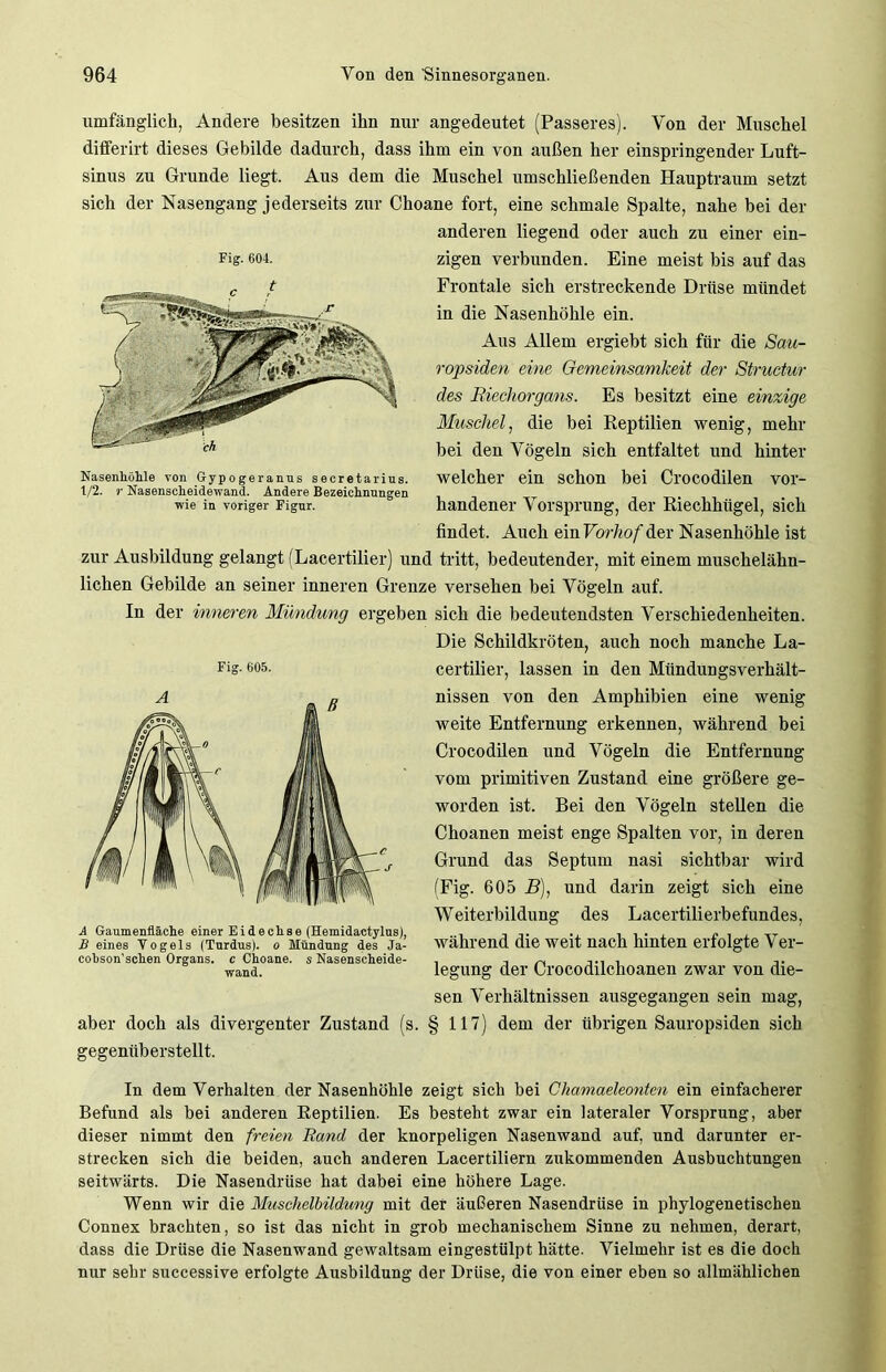 umfänglich, Andere besitzen ihn nur angedeutet (Passeres). Von der Muschel differirt dieses Gebilde dadurch, dass ihm ein von außen her einspringender Luft- sinus zu Grunde liegt. Aus dem die Muschel umschließenden Hauptraum setzt sich der Nasengang jederseits zur Choane fort, eine schmale Spalte, nahe bei der anderen liegend oder auch zu einer ein- zigen verbunden. Eine meist bis auf das Frontale sich erstreckende Drüse mündet in die Nasenhöhle ein. Aus Allem ergiebt sich für die Sau- ropsiden eine Gemeinsamkeit der Structur des Riechorgans. Es besitzt eine einzige Muschel, die bei Reptilien wenig, mehr bei den Vögeln sich entfaltet und hinter welcher ein schon bei Crocodilen vor- handener Vorsprung, der Riechhügel, sich findet. Auch ein Vorhof der Nasenhöhle ist zur Ausbildung gelangt (Lacertilier) und tritt, bedeutender, mit einem muschelähn- lichen Gebilde an seiner inneren Grenze versehen bei Vögeln auf. In der inneren Mündung ergeben sich die bedeutendsten Verschiedenheiten. Die Schildkröten, auch noch manche La- certilier, lassen in den MündungsVerhält- nissen von den Amphibien eine wenig weite Entfernung erkennen, während bei Crocodilen und Vögeln die Entfernung vom primitiven Zustand eine größere ge- worden ist. Bei den Vögeln stellen die Choanen meist enge Spalten vor, in deren Grund das Septum nasi sichtbar wird (Fig. 605 B), und darin zeigt sich eine Weiterbildung des Lacertilierbefundes, während die weit nach hinten erfolgte Ver- legung der Crocodilchoanen zwar von die- sen Verhältnissen ausgegangen sein mag, aber doch als divergenter Zustand (s. § 117) dem der übrigen Sauropsiden sich gegenüberstellt. In dem Verhalten der Nasenhöhle zeigt sich bei Cliamaeleonten ein einfacherer Befund als bei anderen Reptilien. Es besteht zwar ein lateraler Vorsprung, aber dieser nimmt den freien Rand der knorpeligen Nasenwand auf, und darunter er- strecken sich die beiden, auch anderen Lacertiliern zukommenden Ausbuchtungen seitwärts. Die Nasendrüse hat dabei eine höhere Lage. Wenn wir die Muschelbildung mit der äußeren Nasendrüse in phylogenetischen Connex brachten, so ist das nicht in grob mechanischem Sinne zu nehmen, derart, dass die Drüse die Nasenwand gewaltsam eingestülpt hätte. Vielmehr ist es die doch nur sehr successive erfolgte Ausbildung der Drüse, die von einer eben so allmählichen Fig. 605. A A Gaumenfläche einer Eidechse (Hemidactylus), B eines Vogels (Turdus). o Mündung des Ja- cobson’schen Organs, c Choane. s Nasenscheide- wand. Fig. 604. Nasenhöhle von Gypogeranus secretarius. 4/2. r Nasenscheidewand. Andere Bezeichnungen wie in voriger Figur.