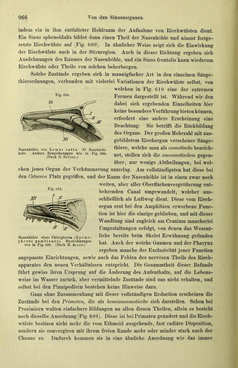 indem ein in ihm entfalteter Hohlraum der Aufnahme von Riechwülsten dient. Ein Sinus sphenoidalis bildet dann einen Theil der Nasenhöhle und nimmt fortge- setzte Riechwiilste auf (Fig. 609). In ähnlicher Weise zeigt sich die Einwirkung der Riechwülste auch in der Stirnregion. Auch in dieser Richtung ergeben sich Ausdehnungen des Raumes der Nasenhöhle, und ein Sinus frontalis kann wiederum Riechwülste oder Theile von solchen beherbergen. Solche Zustände ergehen sich in mannigfacher Art in den einzelnen Säuge- thierordnungen, verbunden mit vielerlei Variationen der Riechwülste selbst, von welchen in Fig. 610 eine der extremen Formen dargestellt ist. Während wir den dabei sich ergebenden Einzelheiten hier keine besondere Vorführung bieten können, erfordert eine andere Erscheinung eine Beachtung. Sie betrifft die Rückbildung des Organs. Der großen Mehrzahl mit aus- gebildetem Riechorgan versehener Säuge- thiere, welche man als osmotische bezeich- net, stellen sich die anosmotischen gegen- über, nur wenige Abtheilungen, hei wel- chen jenes Organ der Verkümmerung unterlag. Am vollständigsten hat diese hei den Cetaceen Platz gegriffen, und der Raum der Nasenhöhle ist in einen zwar noch weiten, aber aller Oberflächenvergrößerung ent- behrenden Canal umgewandelt, welcher aus- schließlich als Luftweg dient. Diese vom Riech- organ erst bei den Amphibien erworbene Func- tion ist hier die einzige geblieben, und mit dieser Wandlung sind zugleich am Cranium mancherlei Umgestaltungen erfolgt, von denen das Wesent- liche bereits beim Skelet Erwähnung gefunden hat. Auch der weiche Gaumen und der Pharynx ergeben manche der Exclusivität jener Function angepasste Einrichtungen, sowie auch das Fehlen des nervösen Theils des Riech- apparates den neuen Verhältnissen entspricht. Die Gesammtlieit dieser Befunde führt gewiss ihren Ursprung auf die Änderung des Aufenthalts, auf die Lebens- weise im Wasser zurück, aber vermittelnde Zustände sind uns nicht erhalten, und selbst bei den Pinnipediern bestehen keine Hinweise dazu. Ganz ohne Zusammenhang mit dieser vollständigen Reduction erscheinen die Zustände bei den Primaten, die als hemianosmotische sich darstellen. Schon bei Prosimiern walten einfachere Bildungen an allen diesen Theilen, allein es besteht noch dieselbe Anordnung (Fig. 609). Diese ist bei Primaten geändert und die Riech- witlste besitzen nicht mehr die vom Ethmoid ausgehende, fast radiäre Disposition, sondern sie convergiren mit ihrem freien Rande mehr oder minder stark nach der Choane zu. Dadurch kommen sie in eine ähnliche Anordnung wie das immer Fig. 610. Nasenhöhle eines Chiropteren (Epomo- phorus gambianus). Bezeichnungen wie in Fig. 608. (Nach H. Allen.) Fig. 600. Nasenhöhle von Lemur catta. Nt Nasoturbi- nale. Andere Bezeichnungen wie in Fig. 608. (Nach O. Setdel.)