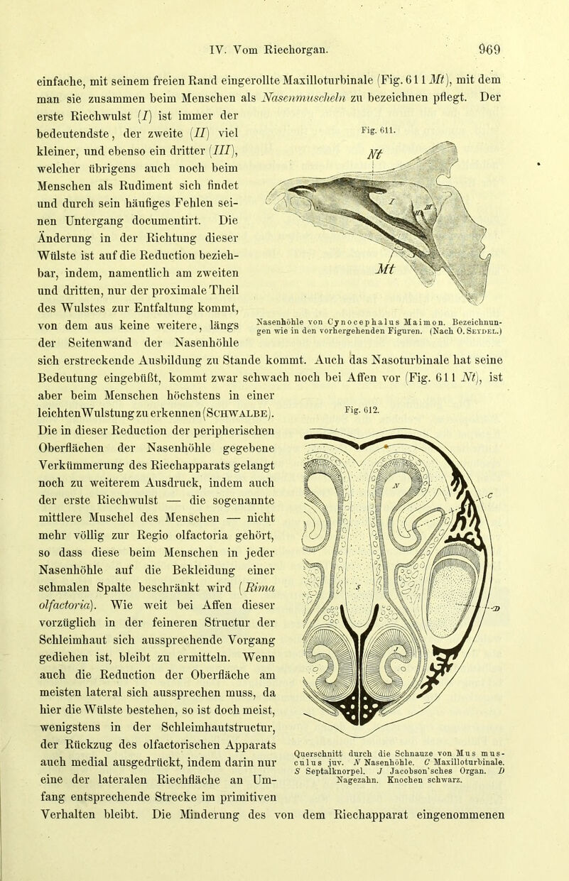 Nasenhöhle von Cynocephalus Maimon. Bezeichnun- gen wie in den vorhergehenden Figuren. (Nach 0. Seydee.) Fig. 612. einfache, mit seinem freien Rand eingerollte Maxilloturbinale (Fig. 611 Mt), mit dem man sie zusammen beim Menschen als Nasenmuscheln zu bezeichnen pflegt. Der erste Riechwulst (J) ist immer der bedeutendste , der zweite (Jij viel Flg-6U- kleiner, und ebenso ein dritter (III), welcher übrigens auch noch beim Menschen als Rudiment sich findet und durch sein häufiges Fehlen sei- nen Untergang documentirt. Die Änderung in der Richtung dieser Wülste ist auf die Reduction bezieh- bar, indem, namentlich am zweiten und dritten, nur der proximale Tlieil des Wulstes zur Entfaltung kommt, von dem aus keine weitere, längs der Seitenwand der Nasenhöhle sich erstreckende Ausbildung zu Stande kommt. Auch das Nasoturbinale hat seine Bedeutung eingebüßt, kommt zwar schwach noch bei Affen vor (Fig. 611 Nt), ist aber beim Menschen höchstens in einer leichtenWulstungzu erkennen (Schwalbe). Die in dieser Reduction der peripherischen Oberflächen der Nasenhöhle gegebene Verkümmerung des Riechapparats gelangt noch zu weiterem Ausdruck, indem auch der erste Riechwulst — die sogenannte mittlere Muschel des Menscheu — nicht mehr völlig zur Regio olfactoria gehört, so dass diese beim Menschen in jeder Nasenhöhle auf die Bekleidung einer schmalen Spalte beschränkt wird (Rima olfactoria). Wie weit bei Affen dieser vorzüglich in der feineren Structur der Schleimhaut sich aussprechende Vorgang gediehen ist, bleibt zu ermitteln. Wenn auch die Reduction der Oberfläche am meisten lateral sich aussprechen muss, da hier die Wülste bestehen, so ist doch meist, wenigstens in der Schleimhautstructur, der Rückzug des olfactorischen Apparats auch medial ausgedrückt, indem darin nur eine der lateralen Riechfläche an Um- fang entsprechende Strecke im primitiven Verhalten bleibt. Die Minderung des von dem Riechapparat eingenommenen Querschnitt durch die Schnauze von Mus mus- culus juv. N Nasenhöhle. 0 Maxilloturbinale. S Septalknorpel. J Jacohson’sches Organ. D Nagezahn. Knochen schwarz.