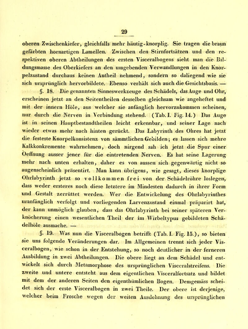 oberen Zwischenkiefer, gleichfalls mehr häutig-knorplig. Sie tragen die braun gefärbten hornartigen Lamellen. Zwischen den Stirnfortsätzen und den re- spektiven oberen Abtheilungen des ersten Visceralbogens sieht man die Bil- dungsmasse des Oberkiefers an den umgebenden Verwandlungen in den Knor- pelzustand durchaus keinen Antheil nehmend, sondern so daliegend wie sie sich ursprünglich hervorbildete. Ebenso verhält sich auch die Gesichtsbasis. — §. 18. Die genannten Sinneswerkzeuge des Schädels, das Auge und Ohr, erscheinen jetzt an den Seitentheilen desselben gleichsam wie angeheftet und mit der innern Hole, aus welcher sie anfänglich hervorzukommen scheinen, nur durch die Nerven in Verbindung stehend. (Tab. 1. Fig. 14.) Das Auge ist in seinen Hauptbestandtheilen leicht erkennbar, und seiner Lage nach wieder etwas mehr nach hinten gerückt. Das Labyrinth des Ohres hat jetzt die festeste Knorpelkonsistenz von sämmtlichen Gebilden 5 es lassen sich mehre Kalkkonkremente wahrnehmen, doch nirgend sah ich jetzt die Spur einer Oeffnung ausser jener für die eintretenden Nerven. Es hat seine Lagerung mehr nach unten erhalten, daher es von aussen sich gegenwärtig nicht so augenscheinlich präsentirt. Man kann übrigens, wie gesagt, dieses knorplige Ohrlabyrinth jetzt so vollkommen frei von der Schädelröhre loslegen, dass weder ersteres noch diese letztere im Mindesten dadurch in ihrer Form und Gestalt zerrüttet werden. Wer die Entwickelung des Ohrlabyrinthes uranfänglich verfolgt und vorliegenden Larvenzustand einmal präparirt hat, der kann unmöglich glauben, dass das Ohrlabyrinth bei seiner späteren Ver- knöcherung einen wesentlichen Theil der im Wirbeltypus gebildeten Schä- delhÖle ausmache. — §. 19. Was nun die Visceralbogen betrifft (Tab. L Fig. 15.), so bieten sie uns folgende Veränderungen dar. Im Allgemeinen trennt sich jeder Vis- ceralbogen , wie schon in der Entstehung, so noch deutlicher in der ferneren Ausbildung in zwei Abtheilungen. Die obere liegt an dem Schädel und ent- wickelt sich durch JMetamorphose des ursprünglichen Visceralstreifens. Die zweite und untere entsteht aus dem eigentlichen Visceralfortsatz und bildet mit dem der anderen Seiten den eigenthümlichen Bogen. Demgemäss schei- det sich der erste Visceralbogen in zwei Theile. Der obere ist derjenige, welcher beim Frosche wegen der weiten Ausdehnung des ursprünglichen