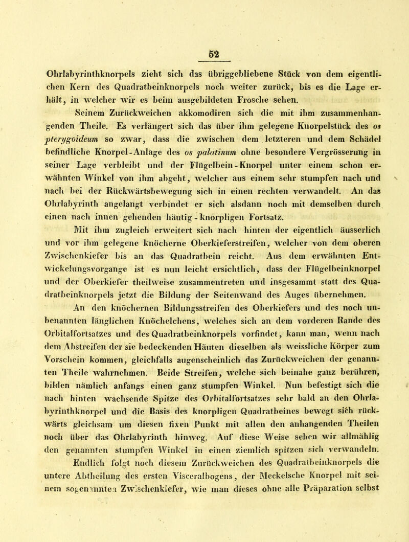 Ohrlabyrinthknorpels zieht sich das übriggebliebene Stück von dem eigentli- chen Kern des Quadratbeinknorpcis noch weiter zurück, bis es die Lage er- hält, in welcher wir es beim ausgebildeten Frosche sehen. Seinem Zurückweichen akkomodiren sich die mit ihm zusammenhan- genden Theile. Es verlängert sich das über ihm gelegene Knorpelstück des o* pterygoideum so zwar, dass die zwischen dem letzteren und dem Schädel befindliche Knorpel-Anlage des os palatimm ohne besondere Vergrösserung in seiner Lage verbleibt und der Flügelbein - Knorpel unter einem schon er- wähnten Winkel von ihm abgeht, welcher aus einem sehr stumpfen nach und v nach bei der Rückwärtsbewegung sich in einen rechten verwandelt. An das Ohrlabyrinth angelangt verbindet er sich alsdann noch mit demselben durch einen nach innen gehenden häutig - knorpligen Fortsatz. Mit ihm zugleich erweitert sich nach hinten der eigentlich äusserlich und vor ihm gelegene knöcherne Oberkieferstreifen, welclier von dem oberen Zwisclicnkiefer bis an das Quadratbein reicht. Aus dem erwähnten Ent- wickelungsvorgange ist es nun leicht ersichtlich, dass der Flügelbeinknorpel und der Oberkiefer theilweise zusammentreten und insgesaramt statt des Qua- dratbeinknorpcis jetzt die Bildung der Seitenwand des Auges übernehmen. An den knöchernen Bildungsstreifen des Oberkiefers und des noch un- benannten länglichen Knöchelchcns, welches sich an dem vorderen Rande des Orbitalfortsatzes und des Quadratbeinknorpels vorfindet, kann man, wenn nach dem Abstreifen der sie bedeckenden Häuten dieselben als weissliche Körper zum Vorschein kommen, gleichfalls augenscheinlich das Zurückweichen der genann- ten Theile wahrnehmen. Beide Streifen, welche sich beinahe ganz berühren, bilden nämlich anfangs einen ganz stumpfen Winkel, Nun befestigt sich die t nach hinten wachsende Spitze des Orbitalfortsatzes sehr bald an den Ohrla- byrinthknorpel und die Basis des knorpligen Quadratbeines bewegt si6h rück- wärts gleichsam um diesen fixen Punkt mit allen den anhangenden Theilen noch über das Ohrlabyrinth hinweg, Auf diese Weise sehen wir allmählig den genannten stumpfen Winkel in einen ziemlich spitzen sich verwandeln. Endlich folgt noch diesem Zurückweichen des Quadratbeinknorpels die untere Abtheiiung des ersten Visceraibogens, der Meckelsche Knorpel mit sei- nem sogen:innte;i Zwischenkiefer, wie man dieses ohne alle Präparation selbst