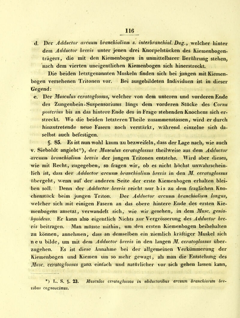 d. Der Aclductor arcuum hranchialium s. interbrancldal. Bug., welcher hinter dem Ädductor hrevis unter jenen drei Knorpelstücken des Kiemenbogen- trägers, die mit den Kiemenbogen in unmittelbarer Berührung stehen, nach dem vierten uneigentlichen Kiemenbogen sich hinerstreckt. Die beiden letztgenannten Muskeln ünden sich bei jungen mit Kiemen- bogen versehenen Tritonen vor. Bei ausgebildeten Individuen ist in dieser Gegend: e. Der Musculus ceratoglossus, welcher von dem unteren und vorderen Ende des Zungenbein-Suspensoriums längs dem vorderen Stücke des Cornu posterius bis an das hintere Ende des in Frage stehenden Knochens sich er- streckt. Wo die beiden letzteren Theile zusammenstossen, wird er durch hinzutretende neue Fasern noch verstärkt, während einzelne sich da- selbst auch befestigen. §. 85. Es ist nun wohl kaum zu bezweifeln, dass der Lage nach, wie auch v. Sieboldt angiebt''^), der Musculus ceratoglossus theilweise aus dem Ädductor arcuum branchialium brevis der jungen Tritonen entstehe. Wird aber dieses, wie mit Recht, zugegeben^ so fragen wir, ob es nicht höchst unwahrschein- lich ist, dass der Ädductor arcuum branchialium brevis in den M. ceratoglossus übergeht, wenn auf der anderen Seite der erste Kiemenbogen erhalten blei- ben soll. Denn der Ädductor brevis reicht nur bis zu dem fraglichen Kno- chenstück beim jungen Triton. Der Ädductor arcuum branchialium longus, welcher sich mit einigen Fasern an das obere hintere Ende des ersten Kie- menbogens ansetzt, verwandelt sich, wie wir gesehen, in dem Muse, genio- hyoideus. Er kann also eigentlich Nichts zur Vergrösserung des Ädductor bre- vis beitragen. Man müsste mithin, um den ersten Kiemenbogen beibehalten zu können, annehmen, dass an demselben ein ziemlich kräftiger Muskel sich neu bilde, um mit dem Ädductor brevis in den langen M. ceratoglossus über- zugehen. Es ist diese Annahme bei der allgemeinen Verkümmerung der Kiemenbogen und Kiemen um so mehr gewagt, als man die Entstehung des Müsc. ceratoglossus ganz einfach und natürlicher vor sich gehen lassen kann, *) T.. S. §. 23. Mnsculos cerataglossos in abductoribus arcuum branchiarutn bre- vibus cognoscimus.