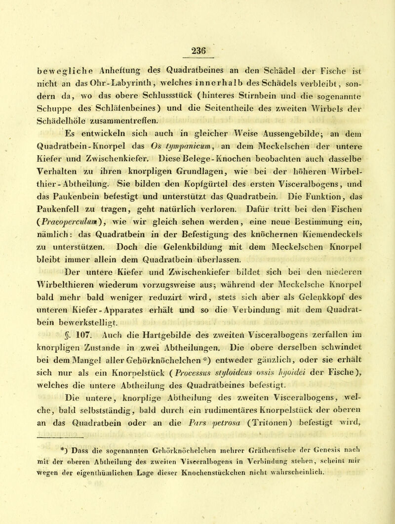 bewegliche Anheftung des Quadratbeines an den Schädel der Fische ist nicht an das Ohr-Labyrinth, welches innerhalb des Schädels verbleibt, son- dern da, wo das obere Schlussstück (hinteres Stirnbein und die sogenannte Schuppe des Schläfenbeines) und die Seitentheile des zweiten Wirbels der Schädelhöle zusammentreffen. Es entwickeln sich auch in gleicher Weise Aussengebilde; an dem Quadratbein-Knorpel das Os ti/fnpanicum, an dem Meckelschen der untere Kiefer und Zwischenkiefer. Diese Belege-Knochen beobachten auch dasselbe Verhalten zu ihren knorpligen Grundlagen, wie bei der höheren Wirbel- thier - Abtheilung. Sie bilden d-en Kopfgürtel des ersten Visceralbogens, und das Paukenbein befestigt und unterstützt das Quadratbein. Die Funktion, das Paukenfell zu tragen, geht natürlich verloren. Dafür tritt bei den Fischen {Praeoperculum^y wie wir gleich sehen werden, eine neue Bestimmung ein, nämlich: das Quadratbein in der Befestigung des knöchernen Kiemendeckels zu unterstützen. Doch die Gelenkbildung mit dem Meckelschen Knorpel bleibt immer allein dem Quadratbein überlassen. Der untere Kiefer und Zwischenkiefer bildet sich bei den niederen Wirbelthieren wiederum vorzugsweise aus; während der Meckelsche Knorpel bald mehr bald weniger reduzirt wird, stets sich aber als Gelenkkopf des unteren Kiefer-Apparates erhält und so die Verbindung mit dem Quadrat- bein bewerkstelligt. §. 107. Auch die Hartgebilde des zweiten Visceralbogens zerfallen im knorpligen Zustande in zwei Abtheilungen. Die obere derselben schwindet bei dem Mangel aller Gehörknöchelchen *) entweder gänzlich, oder sie erhält sich nur als ein Knorpelstück (Processus stijloideus ossis hi/oidei der Fische), welches die untere Abtheilung des Quadratbeines befestigt. Die untere, knorplige Abtheilung des zweiten Visceralbogens, wel- che, bald selbstständig, bald durch ein rudimentäres Knorpelstück der oberen an das Quadratbein oder an die Pars ipetrosa (Tritonen) befestigt Avird, *) Dass die sogenannten Gehörknöchelchen mehrer Gräthenfische der Genesis nach mit der oberen Abtheilung des zweiten Visceralbogens in Verbindung stehen, scheint mir wegen der eigenthümtichen Lage dieser Knöchenstückchen nicht wahrscheinlich.