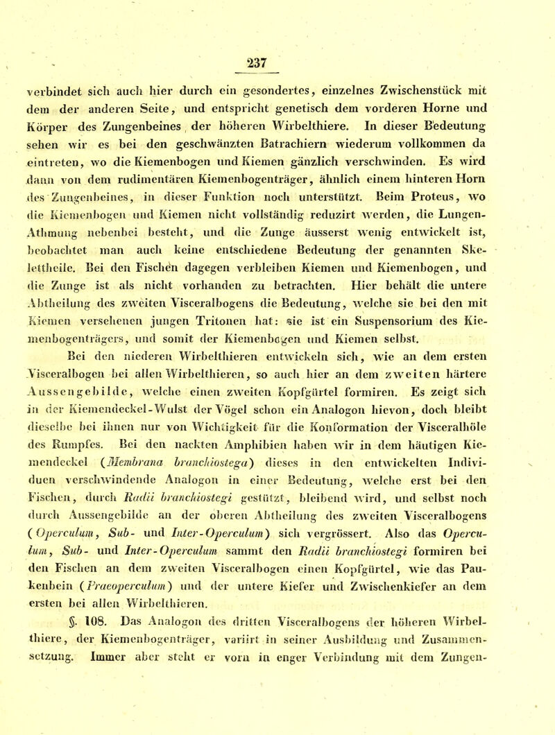 verbindet sich auch hier durch ein gesondertes, einzelnes Zwischenstück mit dem der anderen Seite, und entspricht genetisch dem vorderen Hörne und Körper des Zungenbeines der höheren Wirbelthiere. In dieser Bedeutung sehen wir es bei den geschwänzten Batrachiern wiederum vollkommen da eintreten, wo die Kiemenbogen und Kiemen gänzlich verschwinden. Es wird .dann von dem rudimentären Kiemenbogenträger, ähnlich einem hinteren Horn des Zungenbeines, in dieser Funktion noch unterstützt. Beim Proteus, wo die Kiemenbogen und Kiemen niclit vollständig reduzirt Averden, die Lungen- Atliraung nebenbei besteht, und die Zunge äusserst wenig entwickelt ist, beobachtet man auch keine entschiedene Bedeutung der genannten Ske- lettlicile. Bei den Fischen dagegen verbleiben Kiemen und Kiemenbogen, und die Zunge ist als nicht vorhanden zu betrachten. Hier behält die untere Abtheilung des zweiten Visceralbogens die Bedeutung, welche sie bei den mit Kiemen versehenen jungen Tritonen hat: 'sie ist ein Suspensorium des Kie- menbogenträgcrs, und somit der Kiemenbögen und Kiemen selbst. Bei den niederen Wirbelthieren entwickeln sich, wie an dem ersten Visceralbogen bei allen Wirbelthieren, so auch hier an dem zweiten härtere Aussenge bilde, welche einen zweiten Kopfgiirtel formiren. Es zeigt sich in der Kiemcndeckel-Wulst der Vögel schon ein Analogon hievon, doch bleibt dieselbe bei ihnen nur von Wichtigkeit für die Konformation der Visceralliöle des Rumpfes. Bei den nackten Amphibien haben wir in dem häutigen Kie- mendeckel (^3Ie7nbrana braTichiostega) dieses in den entwickelten Indivi- duen verschwindende Analogon in einer Bedeutung, welche erst bei den Fischen, durch Radä hranchiostegi gestützt, bleibend wird, und selbst noch (kirch Aussengebilde an der oberen AbÜieilung des zweiten Visceralbogens {Operculum, Sub- und Inier-Operculum) sich vergrössert. Also das Opercu- lum, Sub- und Infer-Operculum sammt den Radä branchlostegi formiren bei den Fischen an dem zweiten Visceralbogen einen Kopfgürtel, wie das Pau- kenbein (Fraeoperculum) und der untere Kiefer und Zwischenkiefer an dem ersten bei allen Wirbelthieren. §. 108. Das Analogon des dritten Visceralbogens der höheren Wirbel- thiere, der Kiemenbogenträger, variirt in seiner Ausbildung und Zusammcn- .sctzung. Immer aber steht er vorn in enger Verbindung mit dem Zungen-