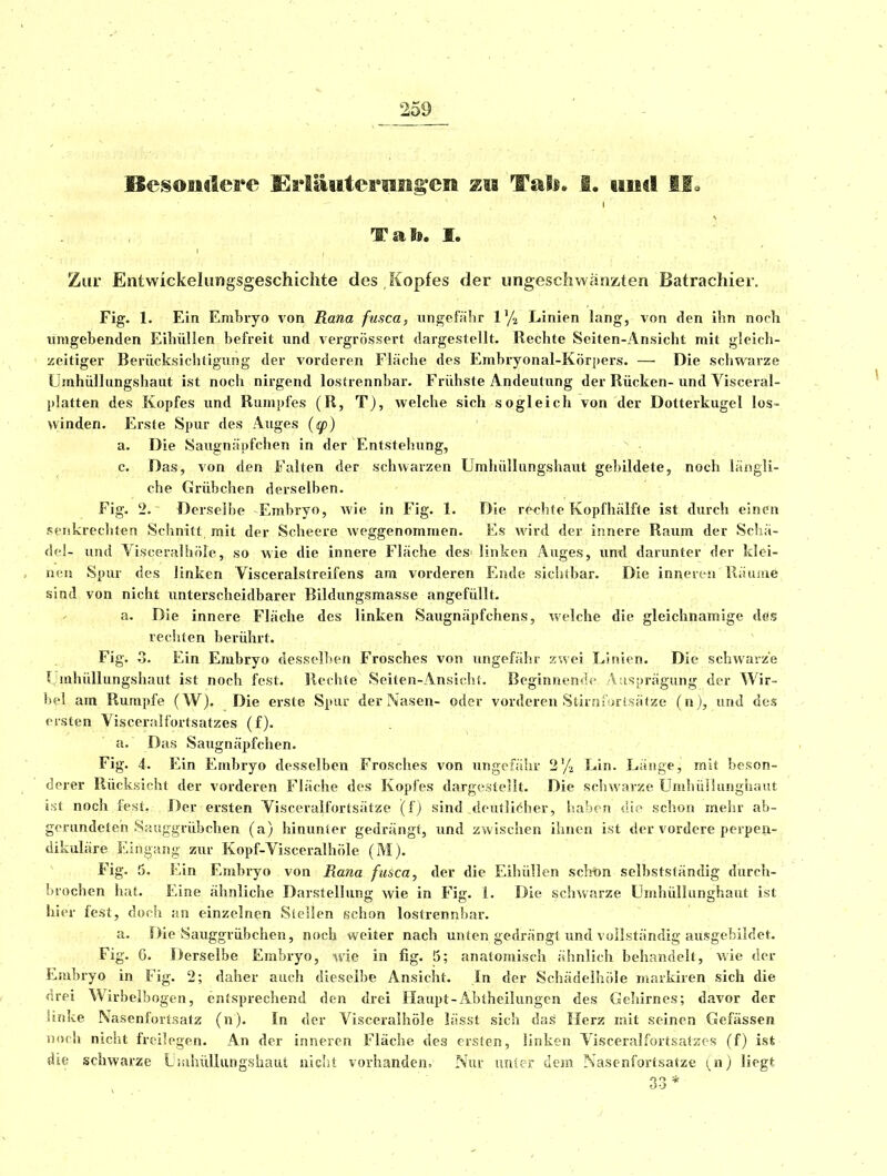 Tafo. I. Zur Entwickelungsgeschiciite des Kopfes der ungeschwänzten Batrachier. Fig. 1. Ein Embryo von Rana fusca, ungefähr l'/j Linien lang, von den ihn noch umgebenden Eibülien befreit und vergrössert dargestellt. Rechte Seiten-Ansicht mit gleich- zeitiger Berücksichtigung der vorderen Fläche des Embryonal-Körpers. — Die schwarze ümhülliingshaut ist noch nirgend lostrennbar. Frühste Andeutung der Rücken-und Visceral- platten des Kopfes und Rumpfes (R, T), welche sich sogleich von der Dotterkugel los- winden. Erste Spur des Auges (^) a. Die Saugnäpfchen in der Entstehung, c. Das, von den Falten der schwarzen Umhüllungshaut gebildete, noch längli- che Grübchen derselben. Fig. 2. Derselbe Embryo, wie in Fig. 1. Die rechte Kopfhälffe ist durch einen scFikrechten Schnitt mit der Scheere weggenommen. Es wird der innere Raum der Schä- del- und Visceralhöle, so Avie die innere Fläche desi linken Auges, und darunter der klei- nen Spur des linken Visceralstreifens am vorderen Ende sichtbar. Die inneren Räuüie sind von nicht unterscheidbarer Bildungsmasse angefüllt. a. Die innere Fläche des linken Saugnäpfchens, welche die gleichnamige dös reciiten berührt. Fig. .3. Ein Embryo desselben Frosches von ungefähr zwei Linien. Die schwarze Umhüllungshaut ist noch fest. Rechte Seiten-Ansichl. Beginnende Ausprägung der Wir- bel am Rumpfe (W). Die erste Spur der Nasen- oder vorderen Stirnlurtsätze (n), und des ersten VisceraHbrtsatzes (f). a. Das Saugnäpfchen. Fig. 4. Ein Embryo desselben Frosches von ungefähr 2% Lin. Länge, mit beson- derer Rücksicht der vorderen Fläche des Kopfes dargestellt. Die schwarze Unihiilhuigiiaut äril noch fest, Der ersten Visceralfortsätze (fj sind deutlif^her, haben dti> schon mehr ab- gerundeten Sauggrübchen (a) hinunter gedrängt, und zwischen ihnen ist der vordere perpen- dikuläre Eingang zur Kopf-Visceralhöle (M). Fig. 5. Ein Embryo von Rana fusca, der die Eihüllcn schon selbstständig durch- brochen hat. Eine ähnliche Darstellung wie in Fig. 1. Die schwarze Umhüllunghant ist hier fest, doch isn einzelnen S'iellen schon lostrennhar. a. Die Sauggrübchen, noch weiter nach unten gedrängt und vollständig ausgebildet. Fig. G. Derselbe Embryo, wie in fig. 5; anatomisch ähnlich behandelt, wie der Embryo in Fig. 2; daher auch dieselbe Ansicht. In der Schädeihiile markiren sich die drei Wirbelbogen, entsprechend den drei Haupt-Abtheilungen des Gehirnes; davor der linke Nasenfortsatz (n). In der Visceralhöle lässt sich das Herz mit seinen Gefässen noch nicht freilogen. An der inneren Fläche des ersten, linken A'isceralfortsatzc-s (f) isfc die schwarze Liiihüliiingshaiit nicht vorhanden. Nur unicr dem Nascnfortsatze {n) liegt