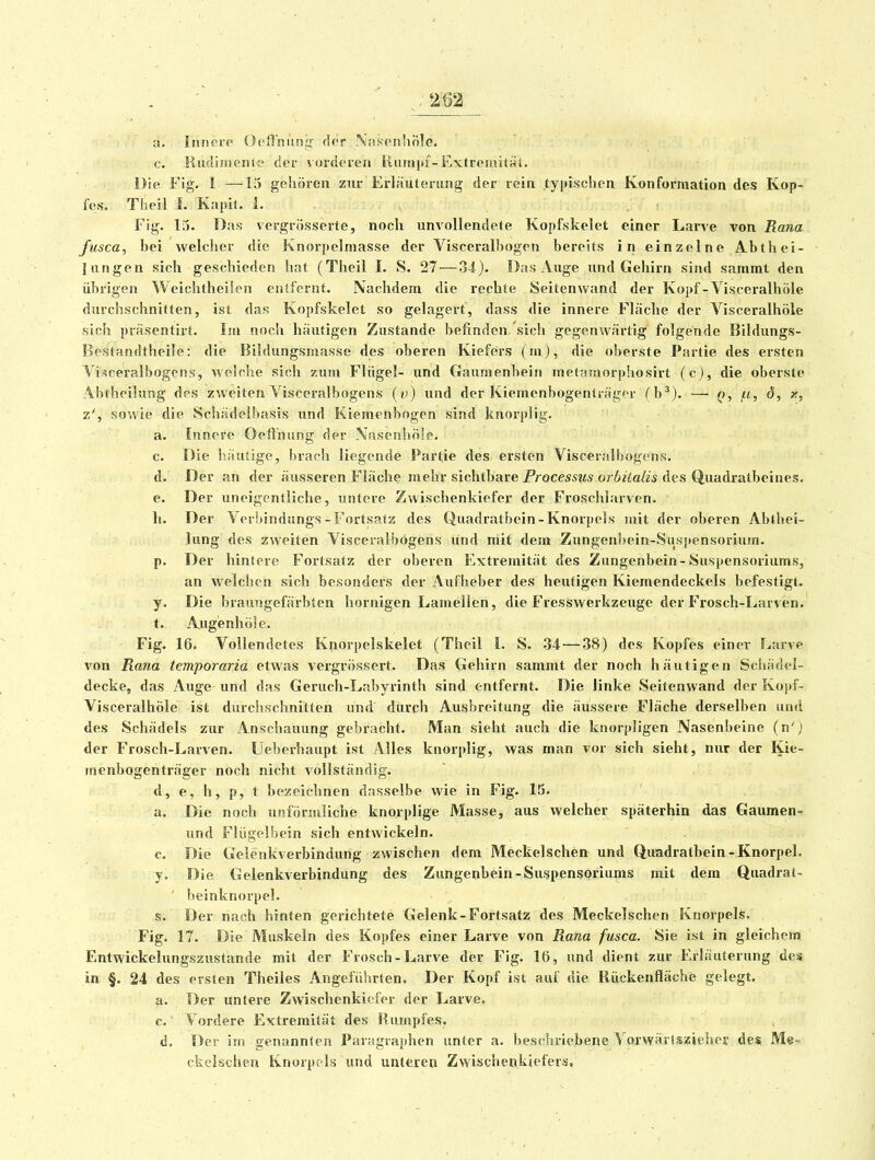 a. Innere Ocfl'niin'; der .\;)Kpnhnle. c. Rudinienle der vorderen iiunipf-ExtreiaitKl. Die Fig. 1 —15 gehören zur Erläuterung der rein typischen Konformation des Kop- fes. Theil 1. Kaph. 1. Fig. 13. Das vergrösserte, noch unvollendete Kopfskelet einer Larve von Ra?ia fusca, bei welcher die Knorpelniasse der Visceralbogen bereits in ein zel ne Ab th ei- lungen sich geschieden hat (Theil I. S. 27 — 34). Das Auge und Gehirn sind saramt den übrigen Weichtheilen entfernt. Nachdem die rechte Seitenwand der Kopf - Visceralhöle durchschnitten, ist das Kopfskelet so gelagert, dass die innere Fläche der Visceralhöle sich präsentirt. Im noch häutigen Zustande befinden/sich gegenwärtig folgende Bildungs- Bestandtheile: die Bildungsniasse des oberen Kiefers (m), die oberste Partie des ersten Visceralbogens, welche sich zum Flügel- und Gaumenbein metaniorphosirt (c), die oberste Abtheilung des zweiten Visceralbogens (v) und der Kiemenbogenträgor (h^). — (), /<, ö, x, z', sowie die Schädelbasis und Kiemenbogen sind knorplig. a. Innere OelTnung der Nasenhöle, c. Die häutige, brach liegende Partie des^ ersten Visceralbogens. d. Der an der äusseren Fläche mehr sichtbare Proce^sw* orÄzia/fs des Quadratbeines. e. Der uneigenlliche, untere Zwischenkiefer der Froschlarven. h. Der Verbindungs-Fortsatz des Quadratbein-Knorpels mit der oberen Abthei- lung des zweiten Visceralbogens und niit dem Zungenbein-Sxispensorium. p. Der hintere Fortsatz der oberen Extremität des Zungenbein-Suspensoriums, an welchen sich besonders der Aufheber des heutigen Kiemendeckels befestigt. y. Die brauugefärbtcn hornigen Lamellen, die Fresswerkzeuge der Frosch-Larven. t. Augenhöle. Fig. 16. Vollendetes Knorpelskelet (Theil I. S. .34 — 38) des Kopfes einer Larve von Rana temporaria etwas vergrössei-t. Das Gehirn sammt der noch häutigen Sciiädel- decke, das Auge und das Geruch-Labyrinth sind entfernt. Die linke Seitenwand der Kopf- Visceralhöle ist durchschnitten und durch Ausbreitung die äussere Fläche derselben und des Schädels zur Anschauung gebracht. Man sieht auch die knorpligen Nasenbeine (n'j der Frosch-Larven. Ueberhaupt ist Alles knorplig, was man vor sich sieht, nur der Kie- inenbogenträger noch nicht vollständig. d, e, h, p, t bezeichnen dasselbe wie in Fig. 15. a. Die noch unförmliche knorplige Masse, aus welcher späterhin das Gaumen^ und Fliigelbein sich entwickeln, c. Die Gelenkverbindung zwischen dem Meckelschen und Quadratbein-Knorpel, y. Die Gelenkverbindung des Zungenbein-Suspensoriums mit dem Quadrat- ' beinknorpel. s. Der nach hinten gerichtete Gelenk-Fortsatz des Meckelschen Knorpels. Fig. 17. Die Muskeln des Kopfes einer Larve von Rana fusca. Sie ist in gleichem Entwickelungszustande mit der Frosch-Larve der Fig. 16, und dient zur Erläuterung des in §. 24 des ersten Theiles Angeführten. Der Kopf ist auf die Kückenfläche gelegt. a. Der untere Zwischenkiefer der Larve. c. Vordere Extremität des Rumpfes. d. Der ins genannten Paragraphen unter a. beschriebene Varwäriszieher des Me-« ckelschen Knorpels und unteren Zwischenkiefers,