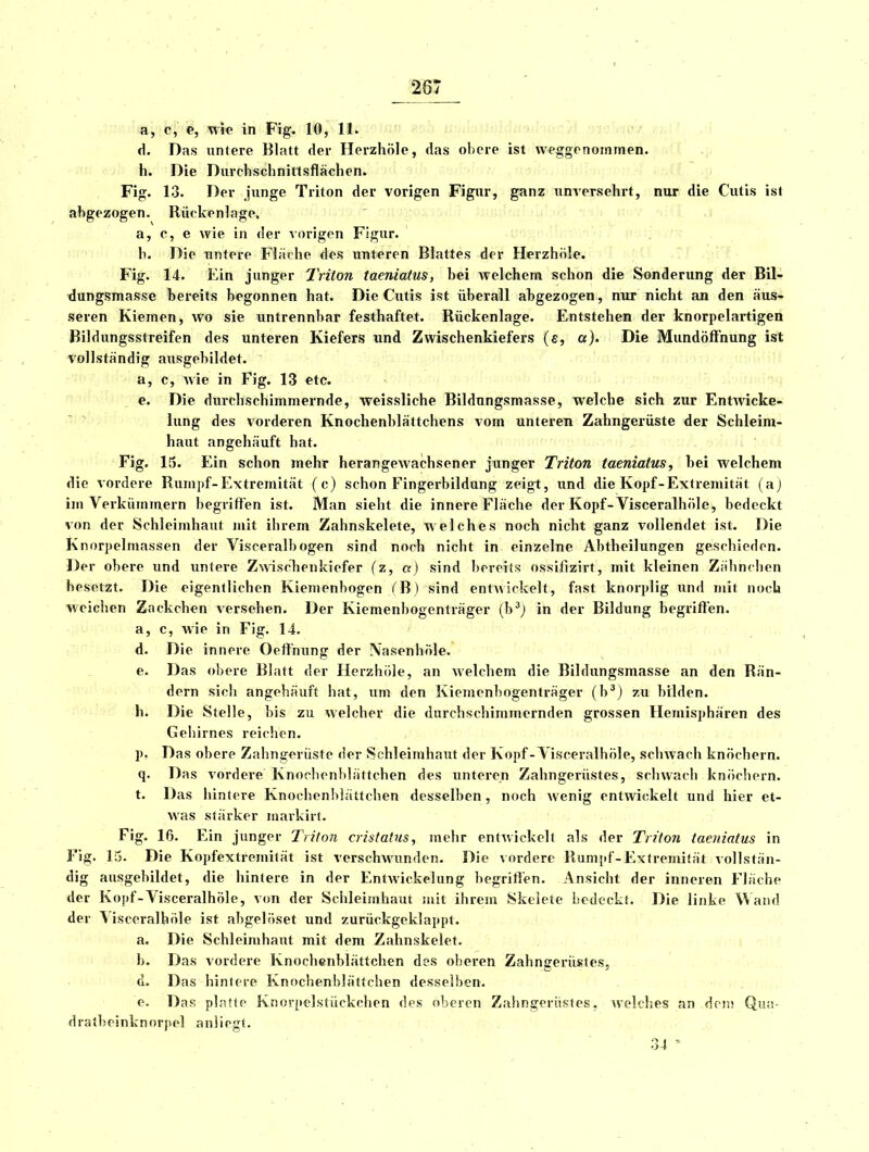 a, c, e, wie in Fig. 10, 11. d. Das unlere Blatt der Herzhöle, das obere ist weggenommen, h. Die Dxirchsclinittsflächen. Fig. 13. Der junge Triton der vorigen Figur, ganz unversehrt, nur die Cutis isl abgezogen. Rückenlage. a, c, e wie in der vorigen Figur. b. Die untere Flärhe des unteren Blattes der Herzhöle. Fig. 14. Ein junger 2'riton taeniatus, bei welchem schon die Sonderung der Bil- tJung!5masse bereits begonnen hat. Die Cutis ist überall abgezogen, nur nicht an den äus- seren Kiemen, wo sie untrennbar festhaftet. Rückenlage. Entstehen der knorpelartigen Bildungsstreifen des unteren Kiefers und Zwischenkiefers (e, a). Die Mundölfnung ist vollständig ausgebildet. a, c, wie in Fig. 13 etc. e. Die durchschimmernde, weissliche Bildungsmasse, welche sich zur EntAvicke- lung des vorderen Knochenblättchens vom unteren Zahngerüste der Schleim- haut angehäuft hat. Fig. 15. Ein schon mehr herangewachsener junger Triton taeniatus, bei welchem die vordere Rumpf-Extremität (c) schon Fingerbildung zeigt, und die Kopf-Extremität (aj im Verkümmern begriffen ist. Man sieht die innere Fläche der Kopf-Visceralhöle, bedeckt von der Schleimhaut mit ihrem Zahnskelete, welches noch nicht ganz vollendet ist. Die Knorpelmassen der Visceralbogen sind noch nicht in einzelne Abtheilungen geschieden. Der obere und unlere ZwiscTienkiefer (z, a) sind bereits ossiiizirt, mit kleinen Zähnchen besetzt. Die eigentlichen Kiemenbogen ('B ) sind entwickelt, fast knorplig und mit noch weichen Zackchen versehen. Der Kiemenbogenträger in der Bildung begriffen, a, c, wie in Fig. 14. d. Die innere Oeffnung der Nasenhöle. e. Das obere Blatt der Herzhiile, an welchem die Bildungsmasse an den Rän- dern sich angehäuft hat, um den Kiemenbogenträger (b^) zu bilden. h. Die Stelle, bis zu welcher die durchschimmernden grossen Hemisphären des Gehirnes reichen. p. Das obere Zahngerüste der Schleimhaut der Kopf-Visceralhöle, sclnvach knöchern, q. Das vordere Knocbenblättchen des unteren Zahngerüstes, schwach knöchern, t. Das hintere Knochenhhittchen desselben, noch wenig entwickelt und hier et- was stärker nmrkirt. Fig. 16. Ein junger Triton cristatus, mehr entwickelt als der Triton taeniatus in Fig. 13. Die Kopfextremität ist verschwunden. Die vordere Rumpf-Extremität vollstän- dig atisgebildet, die hintere in der Entwickelung begritfen. Ansicht der inneren Fläche der Kopf-Visceralhöle, von der Schleimhaut mit ihrem Skelete Liedeckt. Die linke Wand der Visceralhöle ist abgelöset und zurückgeklappt. a. Die Schleimhaut mit dem Zahnskelet. b. Das vordere Knochenblättchen des oberen Zahngerüstes, ü. Das hintere Knochenblättchen desselben. e. Das platte Knorpelstückchen des oberen Zahngerüsles, welches an drns Qua- dratbeinknorpel anliegt. 34 '