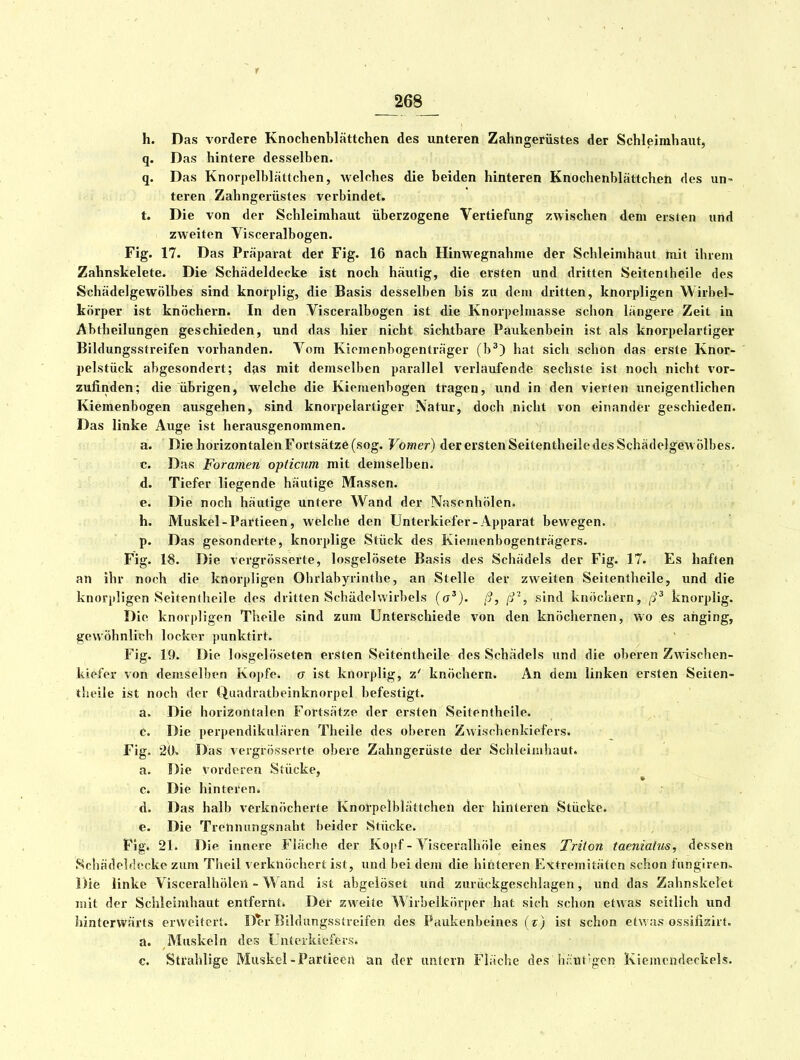 h. Das vordere KnochenLlättchen des unteren Zahngerüstes der Schleimhaut, q. Das hintere desselben. q. Das Knorpelblättchen, welches die beiden hinteren Knochenblättchen des UO' teren Zahngerüstes verbindet. t. Die von der Schleimhaut überzogene Vertiefung zwischen dem ersten und zweiten Visceralbogen. Fig. 17. Das Präparat der Fig. 16 nach Hinwegnahnie der Schleimhaut mit ihrem Zahnskelete. Die Schädeldecke ist noch häutig, die ersten und dritten Seitentheile des Schädelgewölbes sind knorplig, die Basis desselben bis zu dem dritten, knorpligen Wirbel- körper ist knöchern. In den Visceralbogen ist die Knorpelmasse schon längere Zeit in Abtheilungen geschieden, und das hier nicht sichtbare Paukenbein ist als knorpelartiger Bildungsstreifen vorhanden. Vom Kiomenbogenträger (b') hat sich schon das erste Knor- pelstück abgesondert; das mit demselben parallel verlaufende sechste ist noch nicht vor- zufinden; die übrigen, welche die Kiemenbogen tragen, und in den vierten uneigentlichen Kiemenbogen ausgehen, sind knorpelartiger Natur, doch nicht von einander geschieden. Das linke Auge ist herausgenommen. a. Die horizontalen Fortsätze (sog. Vomer) der ersten Seitentheile des Schädelgewölbes. c. Das Foramen opiicum mit demselben. d. Tiefer liegende häutige Massen. e. Die noch häutige untere Wand der Nasenhölen. h. Muskel-Partieen, welche den Unterkiefer-Apparat bewegen, p. Das gesonderte, knorplige Stück des Kiemenbogenträgers. Fig. 18. Die vcrgrösserte, losgelösete Basis des Schädels der Fig. 17. Es haften an ihr noch die knorpligen Ohrlabyrinthe, an Stelle der zweiten Seitentheile, und die knorpligen Seitenlheile dos dritten Schädohvirbels (o^). ß, fJ', sind knöchern, [p knorplig. Die knoipligen Theile sind zum Unterschiede von den knöchernen, wo es anging, gewöhnlich locker punktirt. Fig. 19. Die losgelöseten ersten Seitentheile des Schädels und die oberen Zwischen- kiefer von demselben Kopfe, o ist knorplig, z' knöchern. An dem linken ersten Seiten- lheile ist noch der Quadratbeinknorpel befestigt. a. Die horizontalen Fortsätze der ersten Seitentheile. C. Die perpendikiilären Theile des oberen Zwischenkiefers. Fig. 20» Das vergrösserte obere Zahngerüste der Schleimhaut, a. Die vordeien Stücke, » c. Die hinteren» d. Das halb verknöcherte Knorpelblättchen der hinteren Stücke. e. Die Trennungsnaht beider Stücke. Fig. 21. Die innere Fläche der Kopf - Visceralhöle eines Triton taeniatus, dessen Schädelriocke zum Theil verknöchert ist, und bei dem die hinteren Extremitäten schon fungiren* Die linke Visceralhölen - Wand ist abgeiöset und zurückgeschlagen, und das Zahnskelet mit der Schleimhaut entfernti Der zweite Wirbelkörper hat sich schon etwas seitlich und hinterwärts erweitert. Der Bildungsstreifen des Paukenbeines (r) ist schon etwa.s ossifisirt. a. Muskeln des Untcikiefers. c. Strahlige Muskel-Partieeil an der unlcrn Fläche des h/iut'gcn Kiejncndeckels.