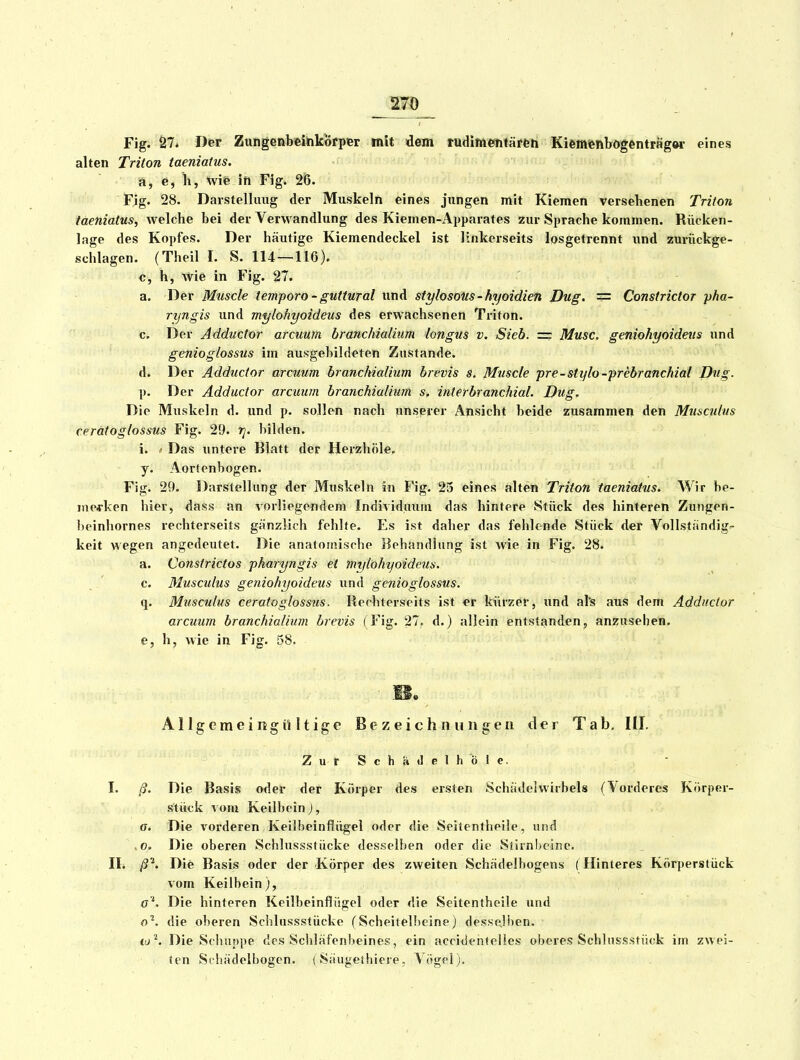 _270 Fig. S7* Der Zungenbftihköfper mit dem tudimwitärfeti Kiemfenbogentrfigw eines alten Triton taeniatm. n, e, h, Wie in Fig. 26. u/i K Fig. 28. Darstellung der Muskeln eines jungen mit Kiemen versehenen Triton taeniatus, welche bei der Verwandlung des Kiemen-Apparates zur Sprache kommen. Rücken- lage des Kopfes. Der häutige Kiemendeckel ist linkerseits losgetrennt und zurückge- schlagen. (Theil I. S. 114 — 116). c, h, wie in Fig. 27. a. Der Muscle temporo-guttural und stylosous - hyoidien Dug. = Constrictor pha- rijngis und mylohyoideus des erwachsenen Triton. c. Der Adductor arcuum branchialium longus v. Sieb. — Muse, geniohyoideus und genioglossus im ausgehildeteti Zustande. d. Der Adductor arcuum branchialium brevis s. Muscle pre-stylo -prebranchial Dug. p. Der Adductor arcuum branchialium s, interbranchial. Dug. Die Muskeln d. und p. sollen nach unserer Ansicht beide zusammen den Musculus cerätoglossus Fig. 29. r]. bilden. i. ' Das untere Blatt der Herzhöle. y. Aortenbogen. Fig. 29. Darstellung der Muskeln in Fig. 25 eines alten Triton taeniatus. Wir be- merken hier, dass an vorliegendem Individuum das hintere Stück des hinteren Zungen- beinhornes rechterseits gänzlich fehlte. Es ist daher das fehlende Stück der Vollständige keit wegen angedeutet. Die anatomische Behandlung ist wie in Fig. 28. a. Constrictos pharyngis et mylohyoideus. c. Musculus geniohyoideus und genioglossus. q. Musculus cerätoglossus. Rechterseits ist er kürzer, und al's aus dem Adductor arcuum branchialium brevis (Fig. 27. d.) allein entstanden, anzusehen. e. h, wie in Fig. 58. Allgemeingültige Bezeichnungen der Tab. III. ZurSchuJelhÖle. I. ß. Die Basis oder der Körper des ersten Schädel Wirbels (Vorderes Körper- stück vom Keilbein), ff. Die vorderen Keilbeinflügel oder die Seitentheile, und .0. Die oberen Schlussstücke desselben oder die Slirn!)clne. Iii ß^. Die Basis oder der Körper des zweiten Schädelbogens (Hinteres Körperstück vom Keilbein), a'\ Die hinteren Keilbeinflügel oder die Seitentheile und o^. die oberen Schlussstücke (Scheitelbeine) desselben. • lo'^. Die Schuppe des Schläfenbeines, ein accidenfelies oberes Sehlnssstück im zwei- ten St hädelbogen. ( Säugethiere. A ögel).