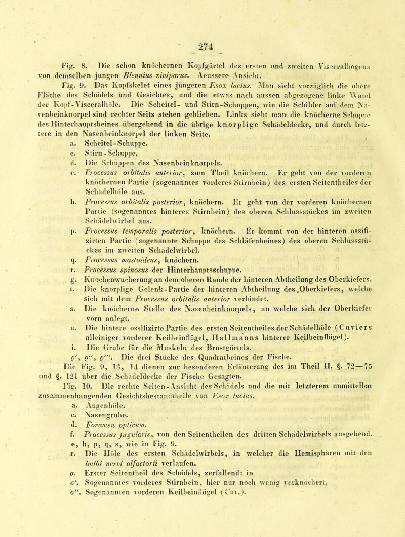 Flg. 8. Die sciion knöchernen Kopfgürtcl des ersten und zweiten Visceralbogcns von deniselben jungen Blennius viviparus. Aeussere Ansicht. Fig. 9. Das Kopfskelet eines jüngeren Esox lucius. Man sieht vorzüglich die ohero Fläche des Schädels und Gesichtes, und die etwas nach aussen abgezogene linke Wand der Kopf-Visceralhöle. Die Scheitel- und Stirn-Schlippen, wie die Schilder auf dem Na- scnbeinknorpel sind rechter Seits stehen geblieben. Links sieht man die knöcherne Schupy>e des Hinterhauptsbeines übergehend in die übrige knorplige Schädeldecke, und durch letz- tere in den Nasenbeinknorpel der linken Seite. a. Scheitel-Schuppe. , ' . c. Slirn-Schuppe. d. Die Schuppen des Nasenbeinknorpels. e. Processus orbitalis anterior, zum Theil knöchern. Er geht von der vorderen knöchernen Partie (sogenanntes vorderes Stirnbein) des ersten Seitentheiles der Schädelhöle aus. Ii. Processus orbitalis posterior, knöchern. Er geht von der vorderen knöchernen Partie (sogenanntes hinteres Stirnbein) des oberen Schlussstückes im zweiten Schädelwirbel aus. p. Processus ternporalis posterior, knöchern. Er kommt von der hinteren ossifi- zirten Partie (sogenannte Schuppe des Schläfenbeines) des oberen Schlussstü- ckes im zweiten Schädelwirbel. q. Processus mastoideus, knöchern. r. Processics spinosus der Hinterhauptsschuppe. g. Knochenwucherung an dem oberen Rande der hinteren Abtheilung des Oberkiefers, l. Die knorplige Gelenk-Partie der hinteren Abtheilung des .Oberkiefers, \velche sich mit dem Processus orbitalis anterior verbindet, s. Die knöcherne Stelle des Nasenbeinknorpels, an welche sich der Oberkiefer vorn anlegt. u. Die hintere ossifizirte Partie des ersten Seitentheiles der Schädelhöle (Cuviers alleiniger vorderer Keilbeinflügel, Hallmanns hinterer Keilbeinflügel), i. Die Grube für die Muskeln des Brustgürtels. P'j P) Q'- Die drei Stücke des Quadratbeines der Fische. Die Fig. 9, 13, 14 dienen zur besonderen Erläutening des im Theil H. §. 72 — 75 und §. 121 über die Schädeldecke der Fische Gesagten. Fig. 10. Die rechte Seiten-iVnsicht des Schädels und die mit letzterem unmittelbar zusammenhangenden Gesichtsbestandtheile von Esox lucius. a. Augenhöle. ~ c. Nasengrube. d. Foramen opticum, f. Processus jugularis, von den Seitentheilen des dritten Schädelwirbels ausgehend. e. h, p, q, s, wie in Fig. 9. r. Die Hole des ersten Schädelwirbels, in welcher die Hemisphären mit den bulbi nervi olfactorii verlaufen. G. Erster Seitentheil des Schädels, zerfallend: in a'. Sogenanntes vorderes Stirnbein, hier nur noch wenig verknöchert, a. Sogenannten vorderen Keilbeinflügel (Cuv.).