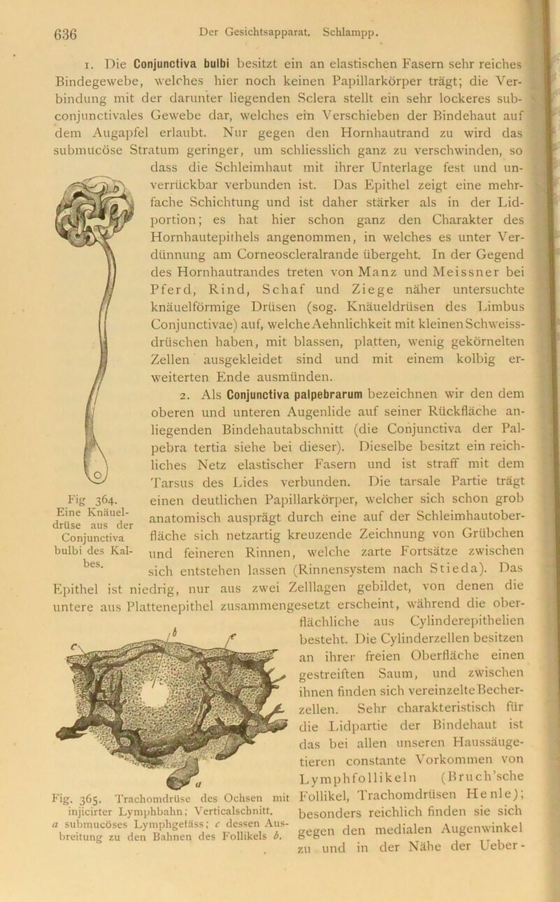 i. Die Conjunctiva bulbi besitzt ein an elastischen Fasern sehr reiches Bindegewebe, welches hier noch keinen Papillarkorper tragt; die Ver- bindung mit der darunter liegenden Sclera stellt ein sehr lockeres sub- conjunctivales Gewebe dar, welches ein Verschieben der Bindehaut auf deni Augapfel erlaubt. Nur gegen den Hornhautrand zu wird das submucose Stratum geringer, um schliesslich ganz zu verschwinden, so dass die Schleimhaut mit ihrer Unterlage fest und un- verriickbar verbunden ist. Das Epithel zeigt eine mehr- fache Schichtung und ist daher starker als in der Lid- portion ; es hat hier schon ganz den Charakter des Hornhautepithels angenommen, in welches es unter Ver- dtinnung am Corneoscleralrande iibergeht. In der Gegend des Hornhautrandes treten von Manz und Meissner bei Pferd, Rind, Schaf und Ziege naher untersuchte knauelformige Driisen (sog. Knaueldriisen des Limbus Conjunctivae) auf, welcheAehnlichkeit mit kleinen Schweiss- drtischen haben, mit blassen, platten, wenig gekornelten Zellen ausgekleidet sind und mit einem kolbig er- weiterten Ende ausmiinden. 2. Als Conjunctiva palpebrarum bezeichnen wir den dem oberen und unteren Augenlide auf seiner Rtickflache an- liegenden Bindehautabschnitt (die Conjunctiva der Pal- pebra tertia siehe bei dieser). Dieselbe besitzt ein reich- liches Netz elastischer Fasern und ist straff mit dem Tarsus des Lides verbunden. Die taisale Partie tragt einen deutlichen Papillarkorper, welcher sich schon grob anatomisch auspragt durch eine auf der Schleimhautober- fiache sich netzartig kreuzende Zeichnung von Griibchen und feineren Rinnen, welche zarte Fortsatze zwischen sich entstehen lassen (Rinnensystem nach Stieda). Das Epithel ist niedrig, nur aus zwei Zelllagen gebildet, von denen die untere aus Plattenepithel zusammengesetzt erscheint, wahrend die ober- flachliche aus Cylinderepithelien besteht. Die Cylinderzellen besitzen an ihrer freien Oberflache einen gestreiften Saum, und zwischen ihnen finden sich vereinzelteBecher- zellen. Sehr charakteristisch flir die Lidpartie der Bindehaut ist das bei alien unseren Haussauge- tieren constante Vorkommen von Lymphfollikeln (Bruch sche Trachomdrtlse des Ochsen mit Follikel, 1 rachomdriisen Henle), Fig 364. Eine Knauel- drilse aus der Conjunctiva bulbi des Kal- bes. Fig. 365. injicirter Lymphbahn; Verticalscbnitt. submucoses Lymphgetass; c dessen At breitung zu den Bahnen des Follikels b. . . besonders reichlich finden sie sich a submucoses Lymphgetass; r dessen Aus- geggn den medjalen Augenwinkel zu und in der Nahe der Ueber-