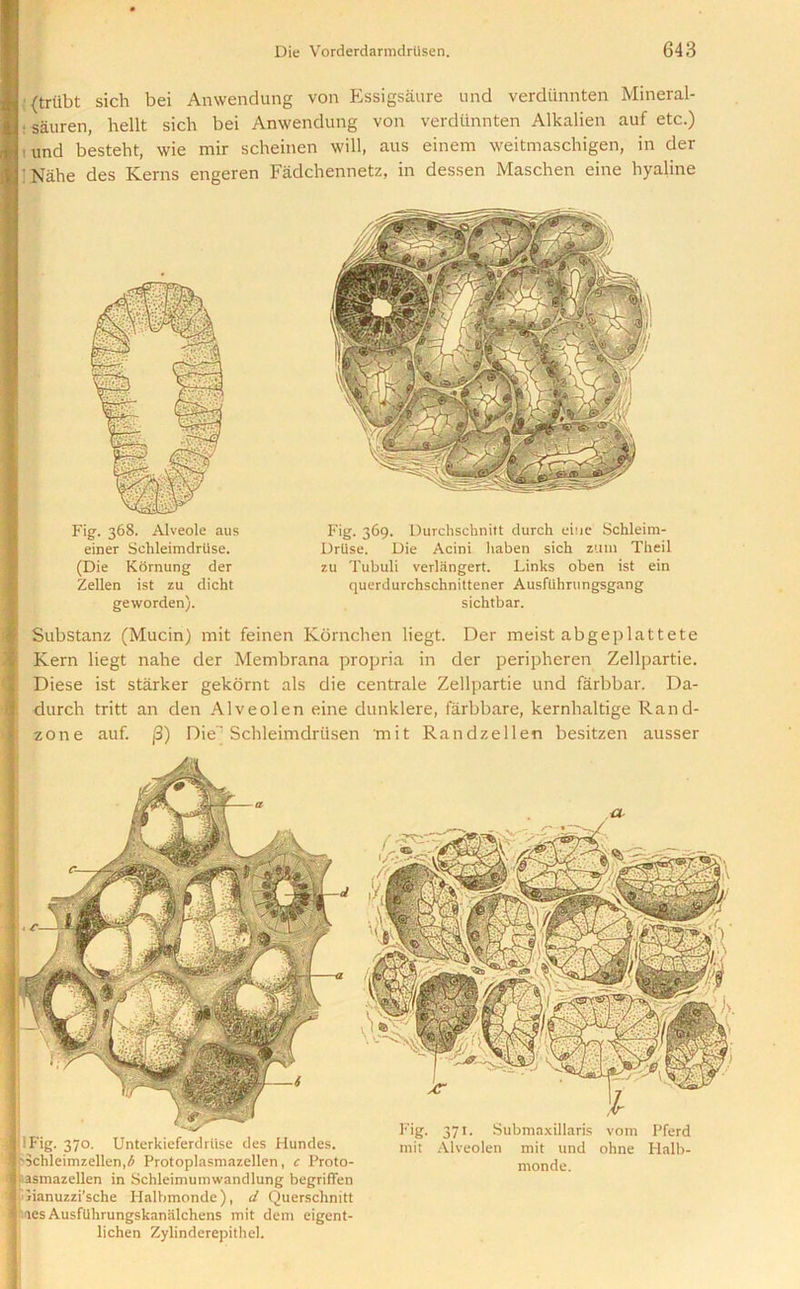 {trtibt sich bei Anwendung von Essigsaure und verdiinnten Mineral- : sauren, hellt sich bei Anwendung von verdiinnten Alkalien auf etc.) t Und besteht, wie mir scheinen will, aus einem weitmaschigen, in der ; Nahe des Kerns engeren Fadchennetz, in dessen Maschen eine hyaline Fig. 368. Alveole aus einer Schleimdriise. (Die Kornung der Zellen ist zu dicht geworden). Fig. 369. Durclischnitt durch eiue Schleim- Drlise. Die Acini haben sich zum Theil zu Tubuli verlangert. Links oben ist ein querdurchschnittener Ausflihrungsgang sichtbar. Substanz (Mucin) mit feinen Kornchen liegt. Der meist abgeplattete Kern liegt nahe der Membrana propria in der peripheren Zellpartie. Diese ist starker gekornt als die centrale Zellpartie und farbbar. Da- durch tritt an den Alveolen eine dunklere, farbbare, kernhaltige Rand- 1 zone auf. (3) Die' Schleimdrtisen mit Randzellen besitzen ausser 'Fig. 370. Unterkieferdriise des Hundes. p3chleimzellen,<5 Protoplasmazellen, c Proto- tasmazellen in Schleimumwandlung begriffen Dianuzzi’sche Halbmonde), d Querschnitt 'aes Ausfiihrungskanalchens mit deni eigent- lichen Zylinderepithel. Fig. 371. Submaxillaris vom Pferd mit Alveolen mit und ohne Halb- monde.