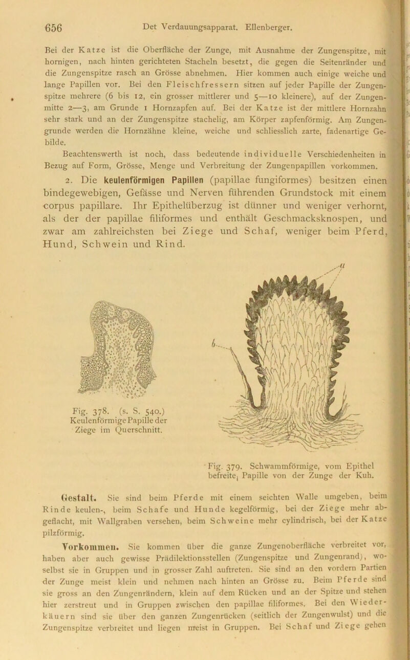 Bei der Katze ist die Oberflache der Zunge, mit Ausnahme der Zungenspitze, mit hornigen, nach hinten gerichteten Stacheln besetzt, die gegen die Seitenrander und die Zungenspitze rasch an Grosse abnehmen. Hier kommen auch einige weiche und lange Papillen vor. Bei den Fleischfressern sitzen auf jeder Papille der Zungen- spitze mehrere (6 bis 12, ein grosser mittlerer und 5—10 kleinere), auf der Zungen- mitte 2—3, am Grunde 1 Hornzapfen auf. Bei der Katze ist der mittlere Hornzahn sehr stark und an der Zungenspitze stachelig, am Korper zapfenfbrmig. Am Zungen- grunde werden die Hornzahne kleine, weiche und schliesslich zarte, fadenartige Ge- bilde. Beachtenswerth ist noch, dass bedeutende individuelle Verschiedenheiten in Bezug auf Form, Grosse, Menge und Verbreitung der Zungenpapillen vorkommen. 2. Die keulenfbrmigen Papillen (papillae fungiformes) besitzen einen bindegewebigen, Gefasse und Nerven flihrenden Grundstock mit einem corpus papillare. Ihr Epitheluberzug ist diinner und weniger verhornt, als der der papillae filiformes und entha.lt Geschmacksknospen, und zwar am zahlreichsten bei Ziege und Schaf, weniger beim Pferd, Hund, Schwein und Rind. Gestalt. Sie sind beim Pferde mit einem seichten Walle umgeben, beim Rinde keulen-, beim Schafe und Hunde kegelfdrmig, bei der Ziege mehr ab- geflacht, mit Wallgraben versehen, beim Schweine mehr cylindrisch, bei der Katze pilzformig. Vorkommen. Sie kommen Uber die ganze Zungenoberflache verbreitet vor, haben aber auch gewisse Priidilektionsstellen (Zungenspitze und Zungenrandj, wo- selbst sie in Gruppen und in grosser Zahl auftreten. Sie sind an den vordern Partien der Zunge meist klein und nelimen nach hinten an Grdsse zu. Beim Pferde sind sie gross an den Zungenrandern, klein auf dem Riicken und an der Spitze und stehen hier zerstreut und in Gruppen zwisclien den papillae filiformes. Bei den Wieder- kauern sind sie Uber den ganzen ZungenrUcken (seitlich der Zungenwulst) und die Zungenspitze verbreitet und liegen meist in Gruppen. Bei Schaf und Ziege gehen 11 Fig. 379. Schwammformige, vom Epithel befreite. Papille von der Zunge der Kuh.