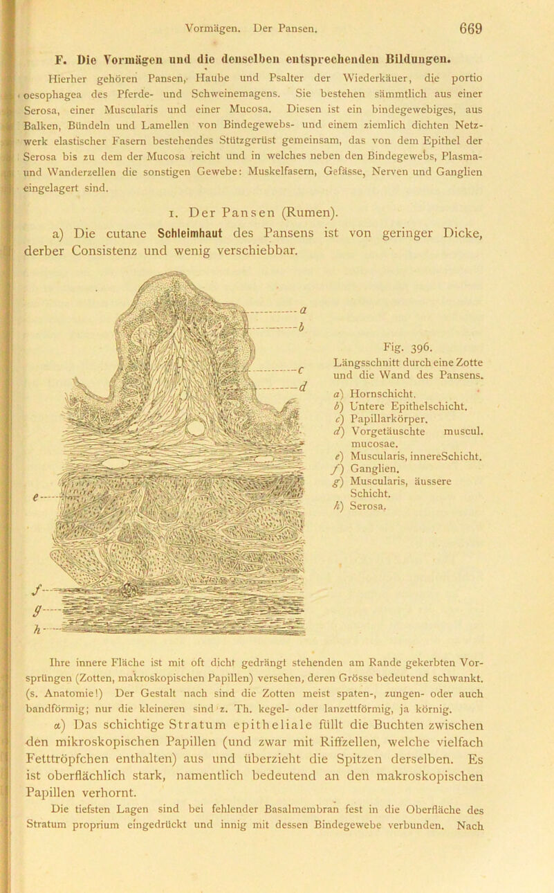 F. Die VormSgen und die denselben entspreclienden Bildungen. Hierher gehoren Pansen, Haube und Psalter der Wiederkauer, die portio , oesophagea des Pferde- und Schweinemagens. Sie bestehen sammtlich aus einer Serosa, einer Muscularis und einer Mucosa. Diesen ist ein bindegewebiges, aus Balken, BUndeln und Lamellen von Bindegewebs- und einem ziemlicb dichten Netz- werk elastischer Fasem bestehendes Sttltzgertist gemeinsam, das von dem Epithel der Serosa bis zu dem der Mucosa reicht und in welches neben den Bindegewebs, Plasma- und Wanderzellen die sonstigen Gewebe: Muskelfasern, Gefasse, Nerven und Ganglien eingelagert sind. i. Der Pan sen (Rumen). a) Die cutane Schleimhaut des Pansens ist von geringer Dicke, derber Consistenz und wenig verschiebbar. Fig. 396. Langsschnitt durch eine Zotte und die Wand des Pansens. a) Hornschicht, b) Untere Epithelschicht. c) Papillarkorper. d) Vorgetiiuschte muscul. mucosae. e) Muscularis, innereSchicht. f) Ganglien. g) Muscularis, aussere Schicht. h) Serosa, Ihre innere Flache ist mit oft dicht gedrangt stehenden am Rande gekerbten Vor- sprtingen (Zotten, makroskopischen Papillen) versehen, deren Grosse bedeutend schwankt. (s. Anatomie!) Der Gestalt nach sind die Zotten meist spaten-, zungen- oder auch bandformig; nur die kleineren sind z. Th. kegel- oder lanzettformig, ja kornig. a) Das schichtige Stratum epitheliale flillt die Buchten zwischen den mikroskopischen Papillen (und zwar mit Riffzellen, welche vielfach Fetttropfchen enthalten) aus und iiberzieht die Spitzen derselben. Es ist oberflachlich stark, namentlich bedeutend an den makroskopischen Papillen verhornt. Die tiefsten Lagen sind bei fehlender Basalmembran fest in die Oberflache des Stratum proprium eingedriickt und innig mit dessen Bindegewebe verbunden. Nach