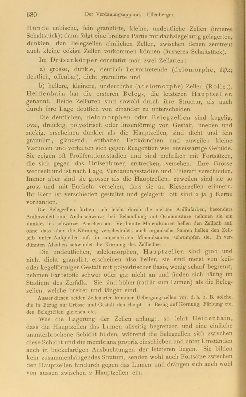 Hunde cubische, fein granulirte, kleine, undeutliche Zellen (inneres Schaltstiick); dann folgt eine breitere Partie mit dachziegelartig gelagerten, dunklen, den Belegzellen ahnlichen Zellen, zwischen denen zerstreut auch kleine eckige Zellen vorkommen konnen (ausseres Schaltstiick). Im Drtisenkorper constatirt man zwei Zellarten: a) grosse, dunkle, deutlich hervortretende (delomorphe, (5'yjXo; deutlich, offenbar), dicht granulirte und b) hellere, kleinere, undeutliche (adelomorphe) Zellen (Rollet). Heidenhain hat die ersteren Beleg-, die letzteren Hauptzellen genannt. Beide Zellarten sind sowohl durch ihre Structur, als auch durch ihre Lage deutlich von einander zu unterscheiden. Die deutlichen, delomorphen oder Belegzellen sind kugelig, oval, dreickig, polyedrisch oder linsenformig von Gestalt, uneben und zackig, erscheinen dunkler als die Hauptzellen, sind dicht und fein granulirt, glanzend, enthalten Fettkornchen und zuweilen kleine Vacuolen und verhalten sich gegen Reagentien wie eiweissartige Gebilde. Sie zeigen oft Proliferationsstadien und sind mehrfach mit Fortsatzen, die sich gegen das Driisenlumen erstrecken, versehen. Ihre Grosse wechseltund ist nach Lage, Verdauungsstadien und Thierart verschieden. Immer aber sind sie grosser als die Hauptzellen; zuweilen sind sie so gross und mit Buckeln versehen, dass sie an Riesenzellen erinnern. Ihr Kern ist verschieden gestaltet und gelagert; oft sind 2 ja 3 Kerne vorhanden. Die Belegzellen farben sich leicht durch die meisten Anilinfarben, besonders Anilinviolett und Anilinschwarz; bei Behandlung mit Osmiumsaure nehmen sie ein dunkles bis schwarzes Ansehen an. Verdiinnte Mineralsauren hellen den Zellleib auf, ohne dass aber die Kornung versclnvindet; auch organische Sauren hellen den Zell- leib unter Aufquellen auf; in concentrirten Mineralsauren schrumpfen sie. In ver- diinnten Alkalien sclnvindet die Kornung des Zellleibes. Die undeutlichen, adelomorphen, Hauptzellen sind grob und nicht dicht granulirt, erscheinen also heller, sie sind meist von keil- oder kegelformiger Gestalt mit polyedrischer Basis, wenig scharf begrenzt, nehmen Farbstoffe schwer oder gar nicht an und finden sich haufig im Stadium des Zerfalls. Sie sind holier (radiar zum Lumen) als die Beleg- zellen, welche breiter und langer sind. Ausser diesen beiden Zellenarten kommen Uebergangszellen vor, d. h. z. B. solche, die in Bezug auf Grosse und Gestalt den Ilaupt-, in Bezug auf Kornung, Farbung etc. den Belegzellen gleichen etc. Was die Lagerung der Zellen anlangt, so lehrt Heidenhain, dass die Hauptzellen das Lumen allseitig begrenzen und eine einfache ununtcrbrochene Schicht bilden, wahrend die Belegzellen sich zwischen diese Schicht und die membrana propria einschieben und unter Umstanden auch in buckelartigen Ausbuchtungen der letzteren liegen. Sie bilden kein zusanunenhangendes Stratum, senden wohl auch Fortsatze zwischen den Hauptzellen hindurch gegen das Lumen und drangen sich auch wohl von aussen zwischen 2 Hauptzellen ein.