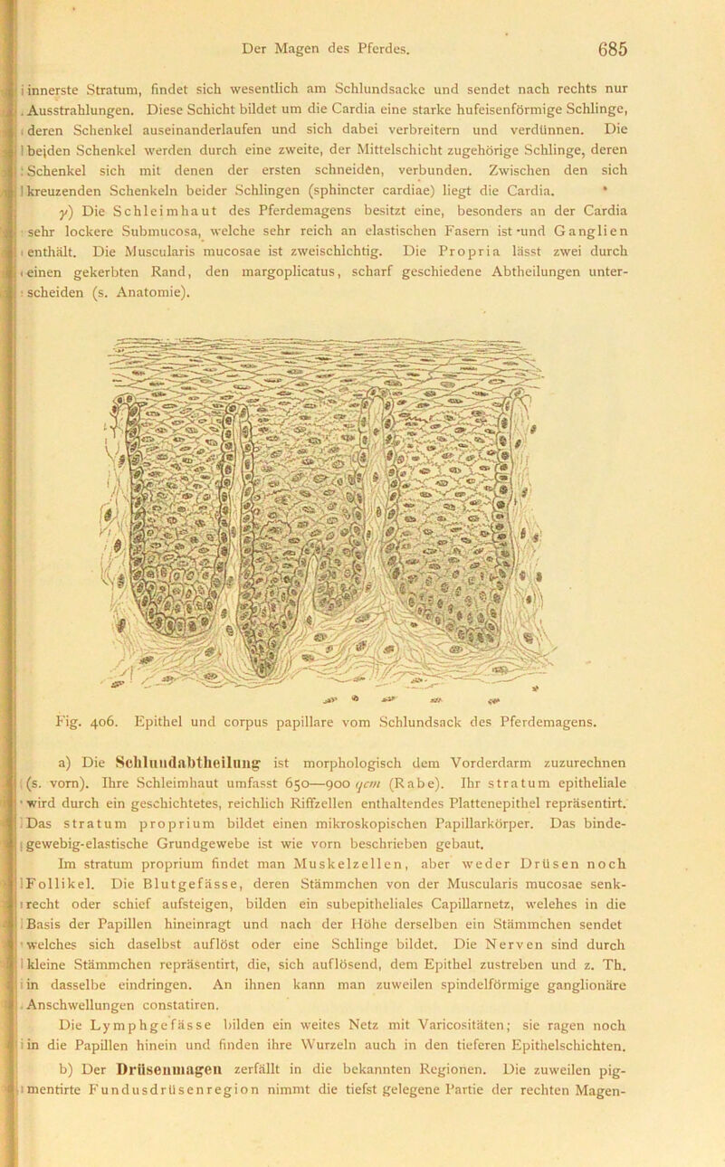 i innerste Stratum, findet sich wesentlich am Schlundsackc und sendet nach rechts nur . Ausstrahlungen. Diese Schicht bildet um die Cardia eine starke hufeisenformige Schlinge, deren Schenkel auseinanderlaufen und sich dabei verbreitern und verdiinnen. Die 1 bejden Schenkel werden durch eine zweite, der Mittelschicht zugehorige Schlinge, deren : Schenkel sich mil denen der ersten schneiden, verbunden. Zwischen den sich Ikreuzenden Schenkeln beider Schlingen (sphincter cardiae) liegt die Cardia. * y) Die Schleimhaut des Pferdemagens besitzt eine, besonders an der Cardia sehr lockere Submucosa, welche sehr reich an elastischen Fasern ist-und Gang lien i enthalt. Die Muscularis mucosae ist zweischlchtig. Die Propria lasst zwei durch teinen gekerbten Rand, den margoplicatus, scharf geschiedene Abtheilungen unter- : scheiden (s. Anatomie). j|V Fig. 406. Epithel und corpus papillare vom Schlundsack des Pferdemagens. a) Die SchluudabtheillUlg ist morphologisch dem Vorderdarm zuzurechnen , (s. vorn). Ihre Schleimhaut umfasst 650—900 qctn (Rabe). Ihr stratum epitheliale • wird durch ein geschichtetes, reichlich RifFzellen enthaltendes Plattenepithel reprasentirt. iDas stratum proprium bildet einen mikroskopischen Papillarkorper. Das binde- j gewebig-elastische Grundgewebe ist wie vorn beschrieben gebaut. Im stratum proprium findet man Muskelzellen, aber weder Drlisen noch IFollikel. Die Blutgefasse, deren Stammchen von der Muscularis mucosae senk- irecht oder schief aufsteigen, bilden ein subepitheliales Capillarnetz, welehes in die i Basis der Papillen hineinragt und nach der Hohe derselben ein Stammchen sendet welches sich daselbst auflost oder eine Schlinge bildet. Die Nerven sind durch i kleine Stammchen reprasentirt, die, sich auflbsend, dem Epithel zustreben und z. Th. i in dasselbe eindringen. An ihnen kann man zuweilen spindelformige ganglionare . Anschwellungen constatiren. Die Lymphgefasse bilden ein weites Netz mit Varicositaten; sie ragen noch i in die Papillen hinein und finden ihre Wurzeln auch in den tieferen Epithelschichten. b) Der Driiseuuiagen zerfallt in die bekannten Regionen. Die zuweilen pig- imentirte Fundusdrtisenregion nimmt die tiefst gelegene Partie der rechten Magen-