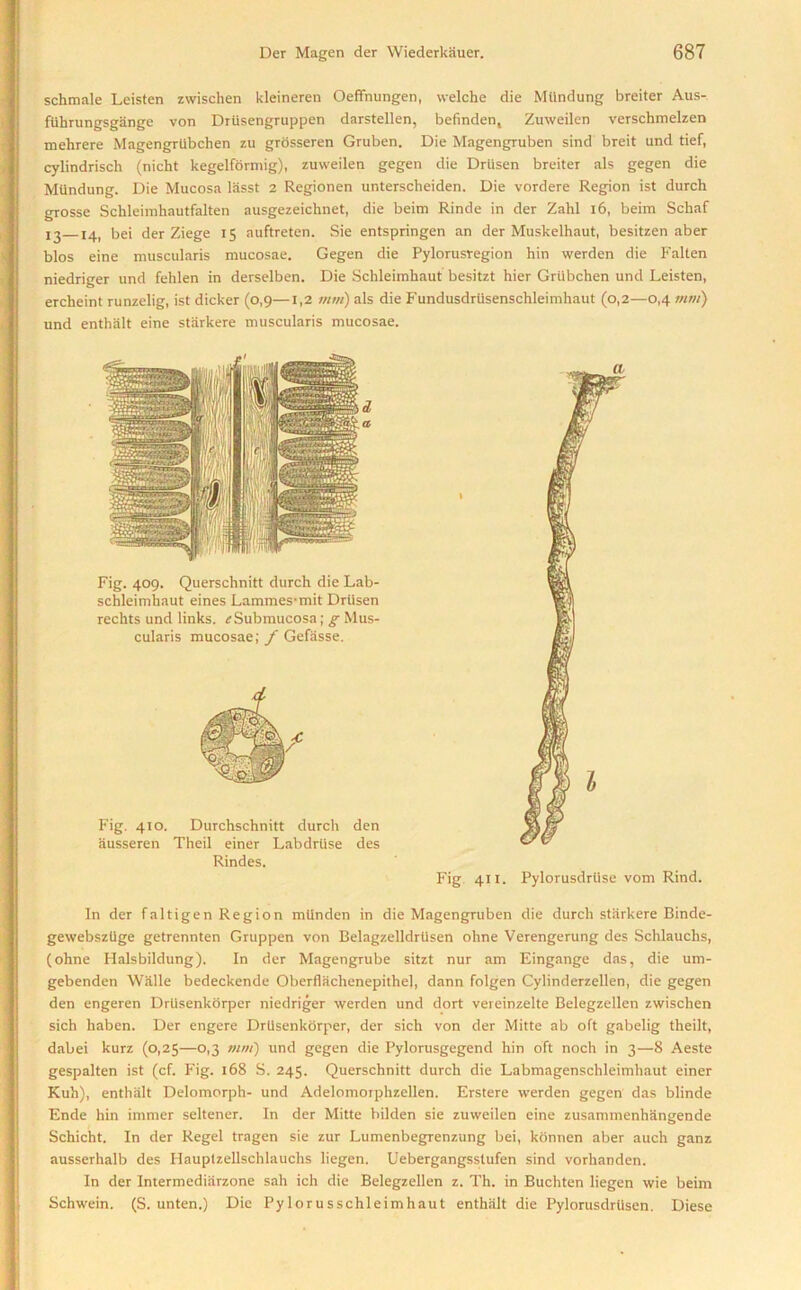 schmale Lcisten zwischen kleineren Oeffnungen, welchc die Mtindung breiter Aus- fiihrungsgange von Drtisengruppen darstellen, befinden, Zuweilen verschmelzen mehrere MagengrUbchen zu grosseren Gruben. Die Magengruben sind breit und tief, cylindrisch (nicht kegelformig), zuweilen gegen die Driisen breiter als gegen die Mundung. Die Mucosa lasst 2 Regionen unterscheiden. Die vordere Region ist durch grosse Sclileimhautfalten ausgezeichnet, die beim Rinde in der Zahl 16, beim Schaf 1 ^ 14, bei der Ziege 15 auftreten. Sie entspringen an der Muskelhaut, besitzen aber bios eine muscularis mucosae. Gegen die Pylorusregion hin werden die Falten niedriger und fehlen in derselben. Die Schleimliaut besitzt hier Griibchen und Leisten, ercheint runzelig, ist dicker (0,9—1,2 mm) als die Fundusdriisenschleimhaut (0,2—0,4 mm) und enthalt eine stiirkere muscularis mucosae. Fig. 409. Querschnitt durch die Lab- schleimhaut eines Lammes-mit Driisen rechts und links. irSubmucosa; g Mus- cularis mucosae; f Gefasse. Fig. 410. Durchschnitt durch den ausseren Theil einer Labdriise des Rindes. Fig 411. Pylorusdruse vom Rind. In der faltigen Region mtlnden in die Magengruben die durch stiirkere Binde- gewebsztige getrennten Gruppen von Belagzelldriisen ohne Verengerung des Schlauchs, (ohne Halsbildung). In der Magengrube sitzt nur am Eingange das, die um- gebenden Wiille bedeckende Oberfliichenepithel, dann folgen Cylinderzellen, die gegen den engeren Drtisenkorper niedriger werden und dort vereinzelte Belegzellen zwischen sich haben. Der engere Drtisenkorper, der sich von der Mitte ab oft gabelig theilt, dabei kurz (0,25—0,3 mm) und gegen die Pylorusgegend hin oft noch in 3—8 Aeste gespalten ist (cf. Fig. 168 S. 245. Querschnitt durch die Labmagenschleimhaut einer Kuh), enthalt Delomorph- und Adelomorphzellen. Erstere werden gegen das blinde Ende hin immer seltener. In der Mitte bilden sie zuweilen eine zusammenhangende Schicht. In der Regel tragen sie zur Lumenbegrenzung bei, konnen aber auch ganz ausserhalb des Hauptzellschlauchs liegen. Uebergangsstufen sind vorhanden. In der Intermediarzone sah ich die Belegzellen z. Th. in Buchten liegen wie beim Schwein. (S. unten.) Die Pylorusschleimhaut enthalt die Pylorusdriisen. Diese