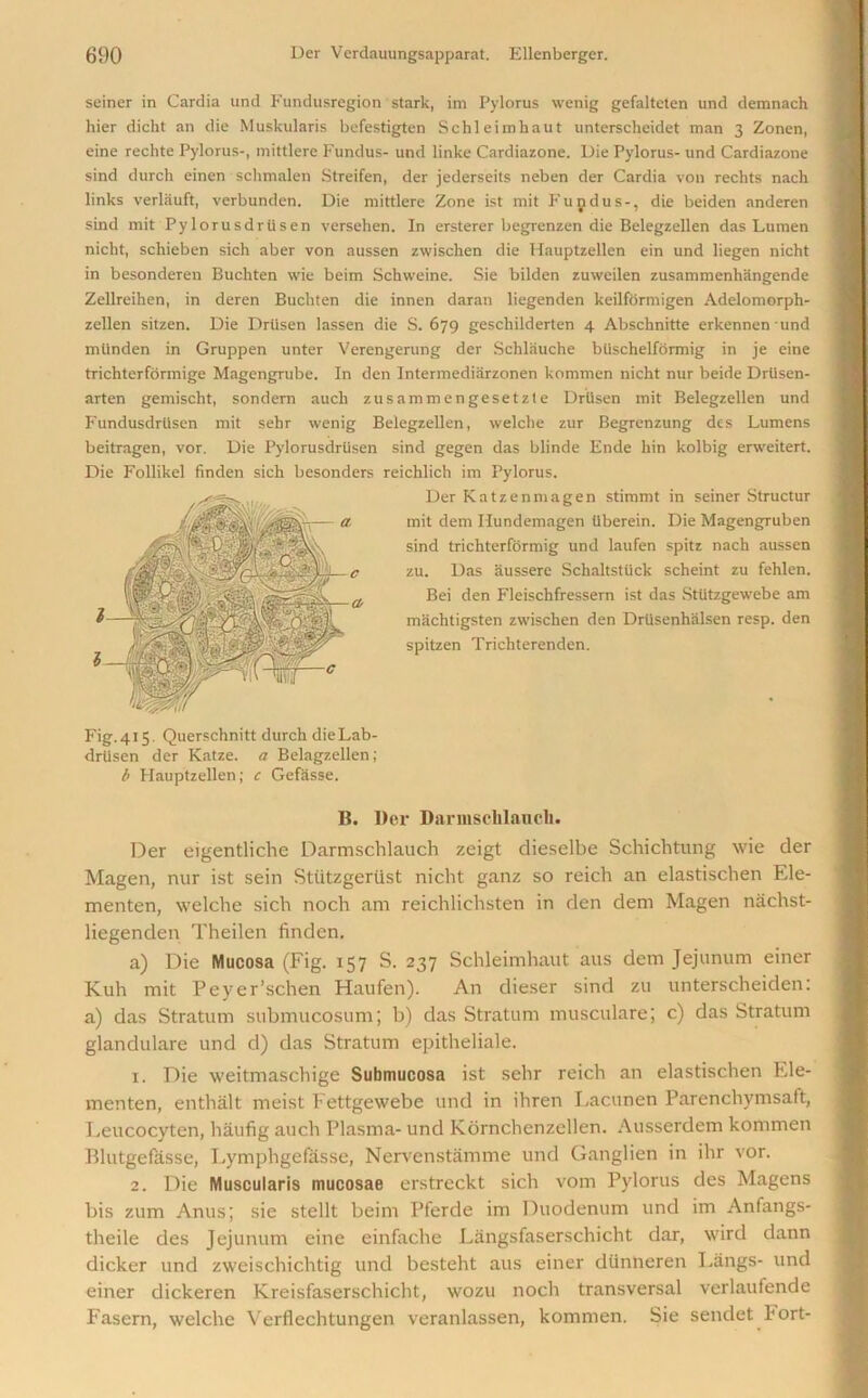 seiner in Cardia und Fundusregion stark, im Pylorus wenig gefalteten und demnach hier dicht an die Muskularis befestigten Sclileimhaut unterscheidet man 3 Zonen, eine rechte Pylorus-, mittlere Fundus- und linke Cardiazone. Die Pylorus- und Cardiazone sind durch einen schmalen Streifen, der jederseits neben der Cardia von rechts nach links verlauft, verbunden. Die mittlere Zone ist mit Fundus-, die beiden anderen sind mit Pylorusdrtisen versehen. In ersterer begrenzen die Belegzellen das Lumen nicht, schieben sich aber von aussen zwischen die Hauptzellen ein und liegen nicht in besonderen Buchten wie beim Schweine. Sie bilden zuweilen zusammenhangende Zellreihen, in deren Buchten die innen daran liegenden keilformigen Adelomorph- zellen sitzen. Die Driisen lassen die S. 679 geschilderten 4 Abschnitte erkennen und miinden in Gruppen unter Verengerung der Schlauche biischelformig in je eine trichterformige Magengrube. In den Intermediarzonen kommen nicht nur beide Drlisen- arten gemischt, sondern aucli zusammengesetzte Driisen mit Belegzellen und Fundusdriisen mit sehr wenig Belegzellen, welche zur Begrenzung des Lumens beitragen, vor. Die Pylorusdrilsen sind gegen das blinde Ende hin kolbig erweitert. Die Follikel finden sich besonders reichlich im Pylorus. Der Katzenmagen stimmt in seiner Structur mit dem Ilundemagen uberein. Die Magengruben sind trichterformig und laufen spitz nach aussen zu. Das aussere Schaltstiick scheint zu fehlen. Bei den Fleischfressern ist das Stiitzgewebe am machtigsten zwischen den Drtisenhiilsen resp. den spitzen Trichterenden. Fig. 415. Querschnitt durch dieLab- driisen der Katze. a Belagzellen; b Hauptzellen; c Gefasse. B. Der Darmselilauch. Der eigentliche Darmschlauch zeigt dieselbe Schichtung wie der Magen, nur ist sein Stlitzgeriist nicht ganz so reich an elastischen Ele- menten, welche sich noch am reichlichsten in den dem Magen nachst- liegenden Theilen finden. a) Die Mucosa (Fig. 157 S. 237 Schleimhaut aus dem Jejunum einer Kuh mit Peyer’schen Haufen). An dieser sind zu unterscheiden: a) das Stratum submucosum; b) das Stratum musculare; c) das Stratum glandulare und d) das Stratum epitheliale. 1. Die weitmaschige Submucosa ist sehr reich an elastischen Ele- menten, enthalt meist Fettgewebe und in ihren Lacunen Parenchymsaft, Leucocyten, haufig auch Plasma- und Kornchenzellen. Ausserdem kommen Blutgefasse, Lymphgefasse, Nervenstamme und Ganglien in ihr vor. 2. Die Muscularis mucosae erstreekt sich vom Pylorus des Magens bis zum Anus; sie stellt beim Pferde im Duodenum und im Anfangs- theile des Jejunum eine einfache Langsfaserschicht dar, wird dann dicker und zweischichtig und besteht aus einer dtinneren Langs- und einer dickeren Kreisfaserschicht, wozu noch transversal verlaufende Fasern, welche Verflechtungen veranlassen, kommen. Sie sendet Port-