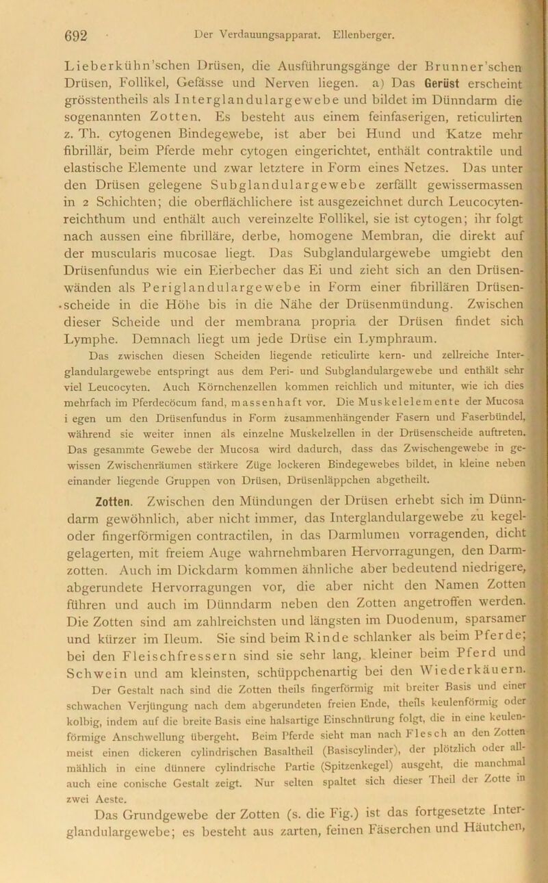 Lieberkiihn’schen Driisen, die Ausfiihrungsgange der Brunner’schen Driisen, Follikel, Gefasse und Nerven liegen. a) Das Geriist erscheint •* grosstentheils als Interglandulargewebe und bildet im Dtinndarm die \ sogenannten Zotten. Es besteht aus einem feinfaserigen, reticulirten <• z. Th. cytogenen Bindegewebe, ist aber bei Hund und Katze mehr § fibrillar, beim Pferde mehr cytogen eingerichtet, enthalt contraktile und elastische Elemente und zwar letztere in Form eines Netzes. Das unter I den Driisen gelegene Subglandulargewebe zerfallt gewissermassen $ in 2 Schichten; die oberflachlichere ist ausgezeichnet durch Leucocyten- reichthum und enthalt auch vereinzelte Follikel, sie ist cytogen; ihr folgt i nach aussen eine fibrillare, derbe, homogene Membran, die direkt auf - der muscularis mucosae liegt. Das Subglandulargewebe umgiebt den J Driisenfundus wie ein Eierbecher das Ei und zieht sich an den Driisen- j wanden als Periglandulargewebe in Form einer fibrillaren Driisen- ; scheide in die Hohe bis in die Nahe der Drtisenmtindung. Zwischen '•* dieser Scheide und der membrana propria der Driisen findet sich 1 Lymphe. Demnach liegt um jede Driise ein Lymphraum. Das zwisclien diesen Scheiden liegende reticulirte kern- und zellreiche Inter-, I glandulargewebe entspringt aus dem Peri- und Subglandulargewebe und enthalt sehr 1 viel Leucocyten. Auch Kornchenzellen kommen reichlich und mitunter, wie ich dies % mehrfach im Pferdecocum fand, massenhaft vor. Die Muskelelemente der Mucosa j i egen um den Driisenfundus in Form zusammenhangender Fasern und Faserbiindel, j wahrend sie weiter innen als einzelne Muskelzellen in der Driisenscheide auftreten. 1 Das gesammte Gewebe der Mucosa wird dadurch, dass das Zwischengewebe in ge- 1 wissen Zwischenraumen starkere Zlige lockeren Bindegewebes bildet, in kleine neben j einander liegende Gruppen von Driisen, Driisenlappchen abgetheilt. Zotten. Zwischen den Miindungen der Driisen erhebt sich im Diinn- ] darm gewohnlich, aber nicht immer, das Interglandulargewebe zu kegel- i oder fingerformigen contractilen, in das Darmlumen vorragenden, dicht gelagerten, mit freiem Auge wahrnehmbaren Hervorragungen, den Darm- j zotten. Auch im Dickdarm kommen ahnliche aber bedeutend niedrigere, abgerundete Hervorragungen vor, die aber nicht den Namen Zotten fiihren und auch im Dunndarm neben den Zotten angetrofFen werden. j Die Zotten sind am zahlreichsten und langsten im Duodenum, sparsamer und kiirzer im Ileum. Sie sind beim Rinde schlanker als beim Pferde, ^ bei den Fleischfressern sind sie sehr lang, kleiner beim Pferd und j Schwein und am kleinsten, schiippchenartig bei den Wiederka.uern.1 Der Gestalt nach sind die Zotten theils fingerformig mit breiter Basis und einer .? schwachen Verjtingung nach dem abgerundeten freien Ende, thefts keulenformig oderl kolbig, indem auf die breite Basis eine halsartige Einschnlirung folgt, die in einc keulen-1 fdrmige Anschwellung iibergeht. Beim Pferde sieht man nach Flesch an den Zotten j meist einen dickeren cylindrischen Basaltheil (Basiscylinder), der plotzlich oder all- '] mahlich in eine dUnnere cylindrische Partie (Spitzenkegel) ausgeht, die manchmal j auch eine conische Gestalt zeigt. Nur selten spaltet sich dieser Theil der Zotte in j zwei Aeste. Das Grundgewebe der Zotten (s. die Fig.) ist das fortgesetzte Inter- 1 glandulargewebe; es besteht aus zarten, feinen Faserchen und Hautchen, .