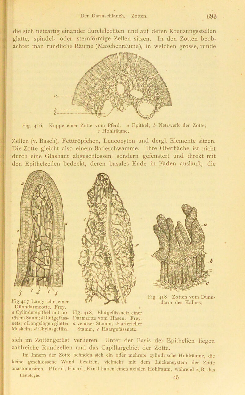 die sich netzartig einander durchflechten und auf deren Kreuzungsstellen glatte, spindel- oder sternformige Zeilen sitzen. In den Zotten beob- achtet man rundliche Raume (Maschenraume), in welchen grosse, runde Fig. 416. Kuppe einer Zotte vom Pferd. a Epithel; b Netzwerk der Zotte; c Hohlraume. Zeilen (v. Basch), Fetttropfchen, Leucocyten und dergl. Elemente sitzen. Die Zotte gleicht also einem Badeschwamme. Ihre Oberflache ist nicht durch eine Glashaut abgeschlossen, sondern gefenstert und direkt mit den Epithelzellen bedeckt, deren basales Ende in Faden auslauft, die Fig.417 Langsschn. einer Dlinndarmzotte. Frey. a Cylinderepithel mit po- rosem Saum; b Rlutgefass- netz; rLangslagen glatter Muskeln ; d Chylusgefass. Fig. 418. Blutgefassnetz einer Darmzotte vom Hasen. Frey a venoser Stamm; b arterieller Stamm, c Ilaargefassnetz. Fig 418 Zotten vom Dtinn- darm des Kalbes. sich im Zottengertist verlieren. Unter der Basis der Epithelien liegen zahlreiche Rundzellen und das Capillargebiet der Zotte. Im Innern der Zotte befinden sich ein oder mehrere cylindrische Hohlraume, die keine geschlossene Wand besitzen, vielmehr mit dem Ltickensystem der Zotte anastomosiren. Pferd, Hund, Rind liaben einen axialen Hohlraum, wahrend z.B. das Histologic. it