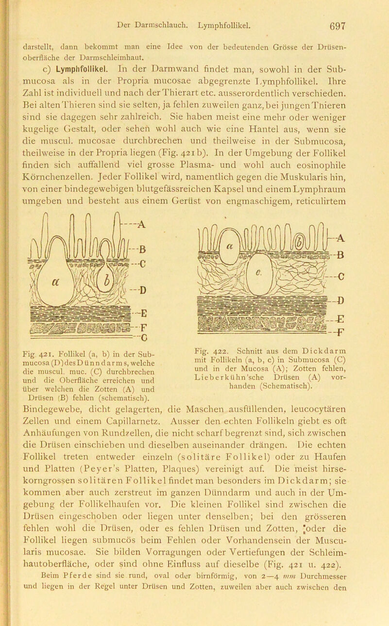 darstellt, dann bekommt man eine Idee von der bedeutenden Grosse der Driisen- oberflache der Darmschleimhaut. c) Lymphfollikel. In der Darmwand findet man, sowohl in der Sub- mucosa als in der Propria mucosae abgegrenzte Lymphfollikel. Hire Zahl ist individuell und nach derThierart etc. ausserordentlich verschieden. Bei altenThieren sind sie selten, ja fehlen zuweilen ganz,bei jungenTnieren sind sie dagegen sehr zahlreich. Sie haben meist eine mehr oder weniger kugelige Gestalt, oder sehen wohl auch wie eine Hantel aus, wenn sie die muscul. mucosae durchbrechen und theilweise in der Submucosa, theilweise in der Propria liegen (Fig. 421 b). In der Umgebung der Follikel finden sich auffallend viel grosse Plasma- und wohl auch eosinophile Kornchenzellen. Jeder Follikel wird, namentlich gegen die Muskularis hin, von einer bindegewebigen blutgefassreichen Kapsel und einem Lymphraum umgeben und besteht aus einem Geriist von engmaschigem, reticulirtem Fig 421- Follikel (a, b) in der Sub- FiS' f*; ,Schnitt a“s dem Dick d arm mucosa(D)desDiinndarms,vvelche m,t, FoUikdii qi, b, c) in Submucosa (C) die muscul. muc. (C) durchbrechen unc^ ln ^er, Mucosa 0U> Zotten fehlen, und die Obcrflache erreichen und LieberkUhn sche Drtisen (A) vor- tiber welchen die Zotten (A) und handen (Schematisch). Drtisen (B) fehlen (schematisch). Binclegewebe, dicht gelagerten, die Maschen ausfiillenden, leucocytaren Zellen und einem Capillarnetz. Ausser den echten Follikeln giebt es oft Anhaufungen von Rundzellen, die nicht scharf begrenzt sind, sich zwischen die Driisen einschieben und dieselben auseinander drangen. Die echten Follikel treten entweder einzeln (solitare Follikel) oder zu Haufen und Platten (Peyer’s Platten, Plaques) vereinigt auf. Die meist hirse- korngrossen solitaren Follikel findet man besonders im Dickdarm; sie kommen aber auch zerstreut im ganzen Diinndarm und auch in der Um- gebung der Follikelhaufen vor. Die kleinen Follikel sind zwischen die Drtisen eingeschoben oder liegen unter denselben; bei den grosseren fehlen wohl die Drtisen, oder es fehlen Drtisen und Zotten, 'oder die Follikel liegen submucos beim Fehlen oder Vorhandensein der Muscu- laris mucosae. Sie bilden Vorragungen oder Vertiefungen der Schleim- hautoberflache, oder sind ohne Einfluss auf dieselbe (Fig. 421 u. 422). Beim Pferde sind sie rund, oval oder birnformig, von 2—4 mm Durchmesser und liegen in der Regel unter Driisen und Zotten, zuweilen aber auch zwischen den