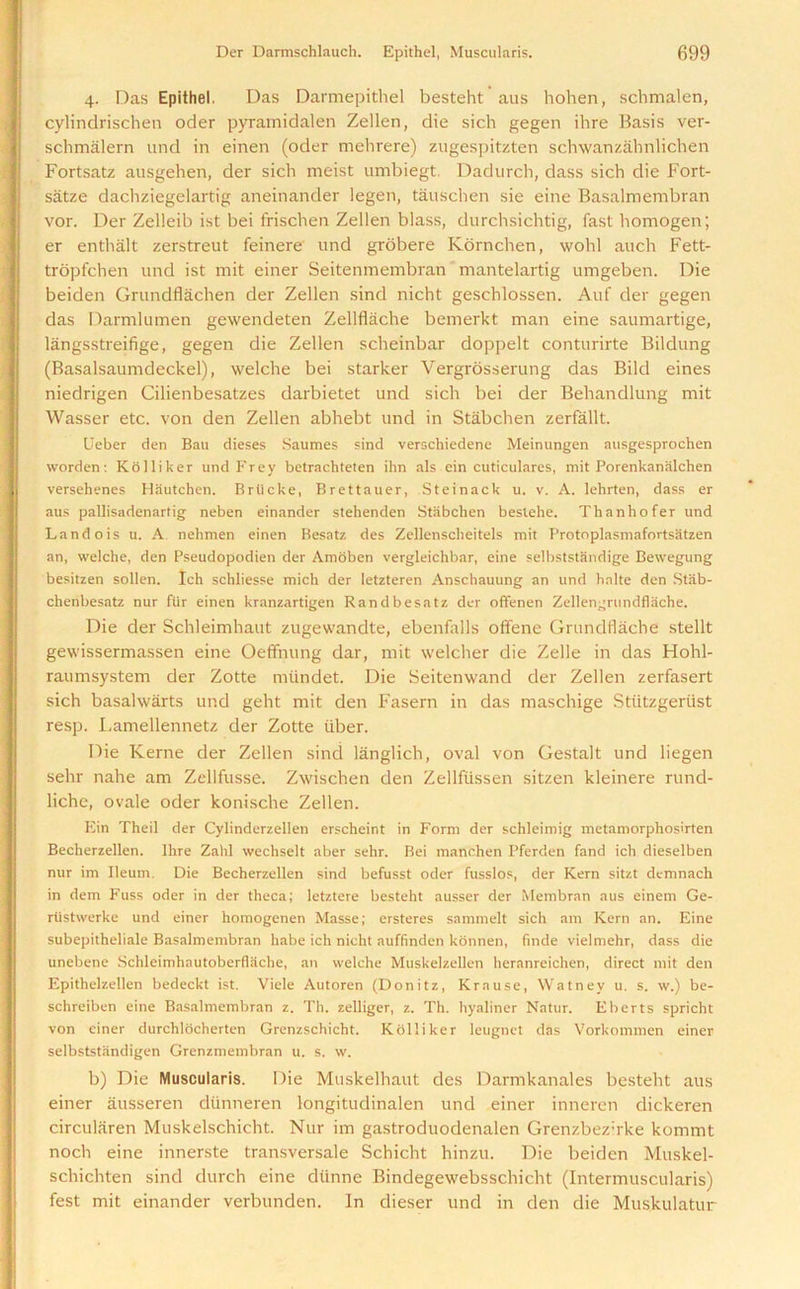 4. Das Epithel. Das Darmepithel besteht aus hohen, schmalen, cylindrischen oder pyramidalen Zellen, die sich gegen ihre Basis ver- schmalern und in einen (oder mehrere) zugespitzten schwanzahnlichen Fortsatz ausgehen, der sich meist umbiegt. Dadurch, dass sich die Fort- satze dachziegelartig aneinander legen, tauschen sie eine Basalmembran vor. Der Zelleib ist bei frischen Zellen blass, durchsichtig, fast homogen; er enthalt zerstreut feinere und grobere Kornchen, wohl auch Fett- tropfchen und ist mit einer Seitenmembran mantelartig umgeben. Die beiden Grundflachen der Zellen sind nicht geschlossen. Auf der gegen das Darmlumen gewendeten Zellflache bemerkt man eine saumartige, langsstreifige, gegen die Zellen scheinbar doppelt conturirte Bildung (Basalsaumdeckel), welche bei starker Vergrosserung das Bild eines niedrigen Cilienbesatzes darbietet und sich bei der Behandlung mit Wasser etc. von den Zellen abhebt und in Stabchen zerfallt. Ueber den Bau dieses Saumes sind verscbiedene Meinungen ausgesprochen worden: Kolliker und Frey betrachteten ihn als ein cuticulares, mit Porenkanalchen versehenes Hautchen. Briicke, Brettauer, Steinack u. v. A. lehrten, dass er aus pallisadenartig neben einander stehenden Stabchen bestehe. Thanhofer und Landois u. A nehmen einen Besatz des Zellenscheitels mit Protoplasmafortsatzen an, welche, den Pseudopodien der Amoben vergleichbar, eine selbststandige Bewegung besitzen sollen. Ich schliesse mich der letzteren Anschauung an und halte den Stab- chenbesatz nur fiir einen kranzartigen Randbesatz der offenen Zellengrundflache. Die der Schleimhaut zugewandte, ebenfalls offene Grundflache stellt gewissermassen eine Oeffnung dar, mit welcher die Zelle in das Hohl- raumsystem der Zotte mtindet. Die Seitenwand der Zellen zerfasert sich basalwarts und geht mit den Fasern in das maschige Sttitzgertist resp. Lamellennetz der Zotte liber. Die Kerne der Zellen sind langlich, oval von Gestalt und liegen sehr nahe am Zcllfusse. Zwischen den Zellfussen sitzen kleinere rund- liche, ovale oder konische Zellen. Ein Theil der Cylinderzellen erscheint in Form der schleimig metamorphosirten Beclierzellen. Ihre Zahl wechselt aber sehr. Bei manchen Pferden fand ich dieselben nur im Ileum. Die Becherzellen sind befusst oder fusslos, der Kern sitzt demnach in dem Fuss oder in der theca; letztere besteht ausser der Membran aus einem Ge- riistwerke und einer homogenen Masse; ersteres sammelt sich am Kern an. Eine subepitheliale Basalmembran liabe ich nicht auffindcn konnen, finde vielmehr, dass die unebene Schleimhautoberflache, an welche Muskelzellen heranreichen, direct mit den Epithelzellen bedeckt ist. Viele Autoren (Donitz, Krause, Watney u. s. w.) be- schreiben eine Basalmembran z. Th. zelliger, z. Th. hyaliner Natur. Eberts spricht von einer durchlocherten Grenzschicht. Kolliker leugnet das Vorkommen einer selbststiindigen Grenzmembran u. s. w. b) Die Muscularis. Die Muskelhaut des Darmkanales besteht aus einer ausseren diinneren longitudinalen und einer inneren dickeren circularen Muskelschicht. Nur im gastroduodenalen Grenzbez;rke kommt noch eine innerste transversale Schicht hinzu. Die beiden Muskel- schichten sind durch eine diinne Bindegewebsschicht (Intermuscularis) fest mit einander verbunden. In dieser und in den die Muskulatur