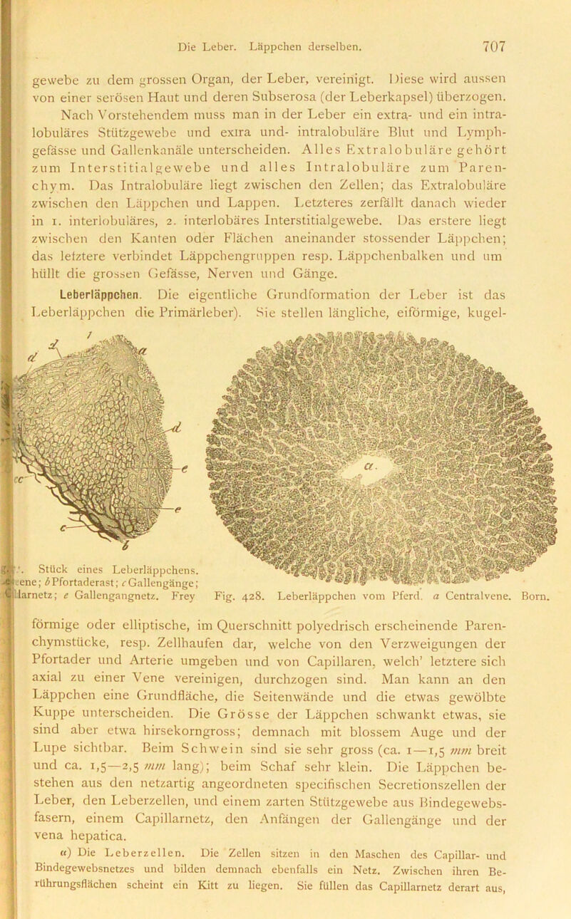 gewebe zu dem grossen Organ, der Leber, vereinigt. Diese wird aussen von einer serosen Haut und deren Subserosa (der Leberkapsel) iiberzogen. Nacb Vorstehendem muss man in der Leber ein extra- und ein intra- lobulares Stiitzgewebe und exira und- intralobulare Blut und Lymph- Igefasse und Gallenkanale unterscheiden. Alles Extralobulare gehort zum Interstitialgewebe und alles Intralobulare zum Paren- chym. Das Intralobulare liegt zwischen den Zellen; das Extralobulare zwischen den Lappchen und Lappen. Letzteres zerfallt danach wieder in i. interlobulares, 2. interlobares Interstitialgewebe. Das erstere liegt zwischen den Kanten oder Flachen aneinander stossender Lappchen; das letztere verbindet Lappchengruppen resp. Lappchenbalken und um hiillt die grossen Gefasse, Nerven und Gange. Leberlappchen. Die eigentliche Grundformation der Leber ist das Leberlappchen die Primarleber). Sie stellen langliche, eiformige, kugel- Stiick eines Leberlrippchens. eene; b Pfortaderast; rGallengange; llarnetz; e Gallengangnetz. Frey Fig. 428. Leberlappchen vom Pferd. a Centralvene. Born. formige oder elliptische, im Querschnitt polyedrisch erscheinende Paren- chymstiicke, resp. Zellhaufen dar, welche von den Verzweigungen der Pfortader und Arterie umgeben und von Capillaren. welch’ letztere sich axial zu einer Vene vereinigen, durchzogen sind. Man kann an den Lappchen eine Grundflache, die Seitenwande und die etwas gewolbte Kuppe unterscheiden. Die Grosse der Lappchen schwankt etwas, sie sind aber etwa hirsekorngross; demnach mit blossem Auge und der Lupe sichtbar. Beim Schwein sind sie sehr gross (ca. 1—1,5 nun breit und ca. 1,5—2,5 mm lang); beim Schaf sehr klein. Die Lappchen be- stehen aus den netzartig angeordneten specifischen Secretionszellen der Leber, den I.eberzellen, und einem zarten Stiitzgewebe aus Bindegewebs- fasern, einem Capillarnetz, den Anfangen der Gallengange und der vena hepatica. «) Die Leberzellen. Die Zellen sitzen in den Maschen des Capillar- und Bindegewebsnetzes und bilden demnach ebenfalls ein Netz. Zwischen ihren Be- rUhrungsflachen scheint ein Kitt zu liegen. Sie fallen das Capillarnetz derart aus,