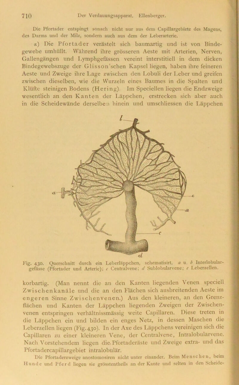 Die Pfortader entspingt sonach nicht nur aus dem Capillargebiete des Magens, des Darms und der Milz, sondern auch aus dem der Leberarterie. a) Die Pfortader verastelt sich baumartig und ist von Binde- gewebe umhtillt. Wahrend ihre grosseren Aeste mit Arterien, Nerven, Gallengangen und Lymphgefassen vereint interstitiell in dem dicken Bindegewebszuge der Glisson’schen Kapsel liegen, haben ihre feineren Aeste und Zweige ihre Lage zwischen den Lobuli der Leber und greifen zwischen dieselben, wie die Wurzeln eines Baumes in die Spalten und Kliifte steinigen Bodens (Hering). Im Speciellen liegen die Endzweige wesentlich an den Kanten der Lappchen, erstrecken sich aber auch in die Scheidewande derselben hinein und umschliessen die Lappchen Fig. 430. Querschnitt durch ein Leberlappchen, schematisirt. a u. b Interlobular- gefasse (Pfortader und Arterie); c Centralvene; d Sublobularvene; e Leberzellen. korbartig. (Man nennt die an den Kanten liegenden Venen speciell Zwischenkanale und die an den Flachen sich ausbreitenden Aeste im engeren Sinne Zwischen venen.) Aus den kleineren, an den Grenz- flachen und Kanten der Lappchen liegenden Zweigen der Zwischen- venen entspringen verhaltnissmassig weite Capillaren. Diese treten in die Lappchen ein und bilden ein enges Netz, in dessen Maschen die Leberzellen liegen (Fig. 430). In der Axe des Lkppchens vereinigen sich die Capillaren zu einer kleineren Vene, der Centralvene, Intralobularvene. Nach Vorstehendem liegen die.Pfortaderaste und Zweige extra- und das Pfortadercapillargebiet intralobular. Die Pfortaderzweige anostomosiren nicht unter einander. Beim Menschen, beim Hunde und Pferd liegen sie grosstenthcils an der Kante und selten in den Scheide- l