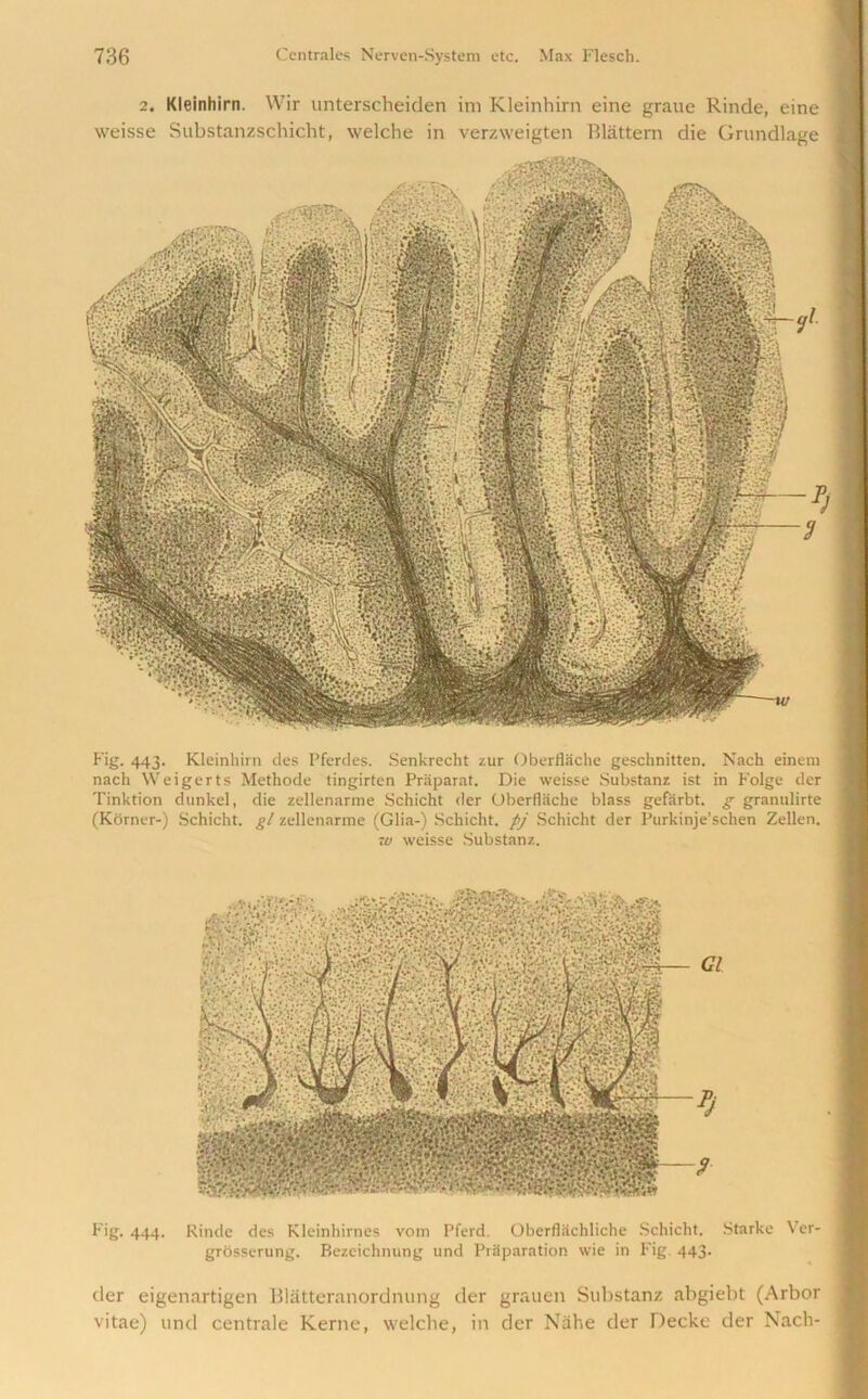 2. Kleinhirn. Wir unterscheiden im Kleinhirn eine graue Rinde, eine weisse Substanzschicht, welche in verzweigten Blattem die Grundlage Fig. 443. Kleinhirn des Pferdes. Senkrecht zur Oberflache geschnitten. Nach einem nach Weigerts Methode tingirten Praparat. Die weisse Substanz ist in Folge der Tinktion dunkel, die zellenarme Schicht der Oberflache blass gefarbt. g granulirte (Kdrner-) Schicht. gl zellenarme (Glia-) Schicht. pj Schicht der Purkinje’schen Zellen. w weisse Substanz. Fig. 444. Rinde des Kleinhirnes vom Pferd. Oberfliichliche Schicht. Starke Ver- grosserung. Bezeichnung und Praparation wie in Fig 443. der eigenartigen Blatteranordnung der grauen Substanz abgiebt (Arbor vitae) und centrale Kerne, welche, in der Nahe der Decke der Nach-