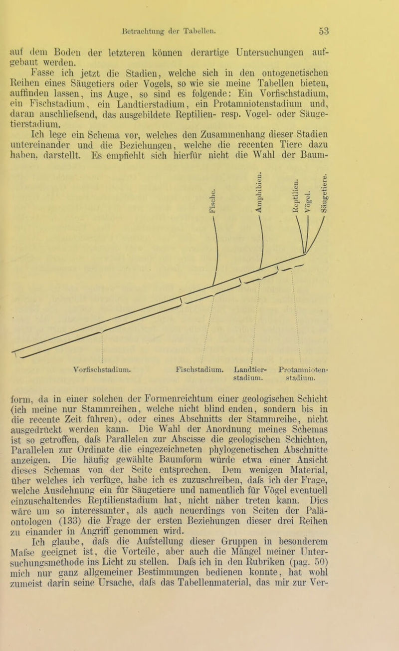 aut dem Boden der letzteren können derartige Untersuchungen auf- gebaut werden. Fasse icli jetzt die Stadien, welche sich in den ontogeuetischeii Reihen eines Säugetiers oder Vogels, so wie sie meine Tabellen bieten, auffinden lassen, ins Auge, so sind es folgende: Ein Voi-fischstadium, ein Fischstadium, ein Landtierstadium, ein Protamniotenstadium und, daran anschliefsend, das ausgebildete Reptilien- resp. Vogel- oder Säuge- tierstadium. Ich lege ein Schema vor, welches den Zusammenhang dieser Stadien untereinander und die Beziehungen, welche die recenten Tiere dazu haben, darstellt. Es empfiehlt sich hierfür nicht die Wahl der Baum- lörm, da in einer solchen der Formenreichtum einer geologischen Schicht (ich meine nur Stammreihen, welche nicht blind enden, sondern bis in die recente Zeit führen), oder eines Abschnitts der Stammreihe, nicht ausgedrückt werden kann. Die Wahl der Anordnung meines Schemas ist so getroffen, dafs Parallelen zur Abscisse die geologischen Schichten, Parallelen zur Ordinate die eingezeichneten phylogenetischen Abschnitte anzeigen. Die häufig gewählte Baumform würde etwa einer Ansicht dieses Schemas von der Seite entsprechen. Dem wenigen Material, über welches ich verfüge, habe ich es zuzuschreiben, dafs ich der Frage, welche Ausdehnung ein für Säugetiere und namentlich für Vögel eventuell einzuschaltendes Reptilienstadium hat, nicht näher treten kann. Dies wäre um so interessanter, als auch neuerdings von Seiten der Palä- ontologen (133) die Frage der ersten Beziehungen dieser drei Reihen zu einander in Angriff genommen wird. Ich glaube, dafs die Aufstellung dieser Gruppen in besonderem Malse geeignet ist, die Vorteile, aber auch die Mängel meiner Unter- suchungsniethode ins Licht zu stellen. Dafs ich in den Rubriken (pag. 50) mich nur ganz allgemeiner Bestimmungen bedienen konnte, hat wohl zumeist darin seine Ursache, dafs das Tabellenmaterial, das mir zur Ver- Vorfischstadium. Fisch.stadium. Landtier- Protamuioten- stadiiini. Stadium.