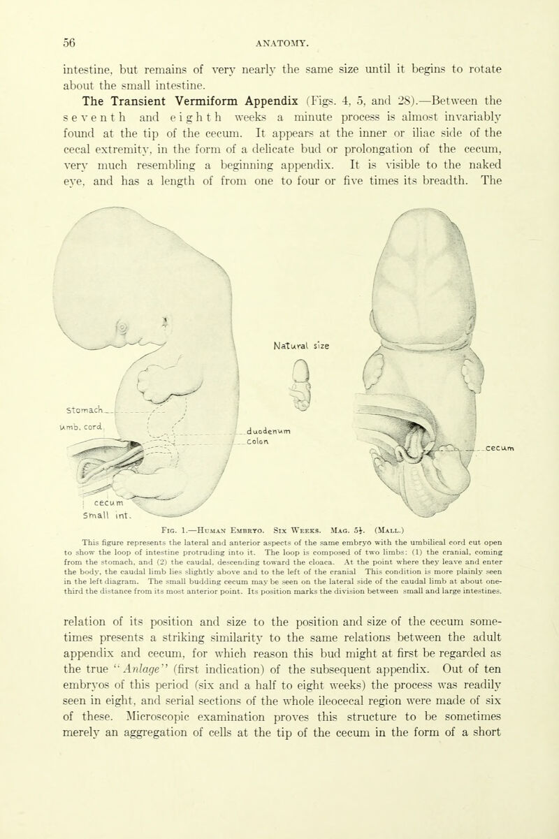 intestine, but remains of very nearly the same size until it begins to rotate about the small intestine. The Transient Vermiform Appendix (Figs. 4, 5, and 28).—Between the s e V e n t h and eighth weeks a minute process is almost invariably found at the tip of the cecmn. It appears at the inner or iliac side of the cecal extremity, in the form of a delicate bud or prolongation of the cecum, very much resembling a beginning appendix. It is visible to the naked eye. and has a length of from one to four or five times its breadth. The Fig. 1.—HnMAN Embryo. Six Weeks. Mag. 5J. (Mall.) This figure represents the lateral and anterior aspects of the same embryo with the umbilical cord cut open to show the loop of intestine protruding into it. The loop is composed of two limbs: (1) the cranial, coming from the stomach, and (2) the caudal, descending toward the cloaca. At the point where they leave and enter the body, the caudal limb lies slightly above and to the left of the cranial This condition is more plainly seen in the left diagram. The small budding cecum may be seen on the lateral side of the caudal limb at about one- third the distance from its most anterior point. Its position marks the division between small and large intestines. relation of its position and size to the position and size of the cecum some- times presents a striking similarity to the same relations between the adult appendix and cecum, for which reason this bud might at first be regarded as the true Anlage'' (first indication) of the subsequent appendix. Out of ten embryos of this period Csix and a half to eight weeks) the process was readily seen in eight, and serial sections of the whole ileocecal region were made of six of these. Microscopic examination proves this structure to be sometimes merely an aggregation of cells at the tip of the cecum in the form of a short