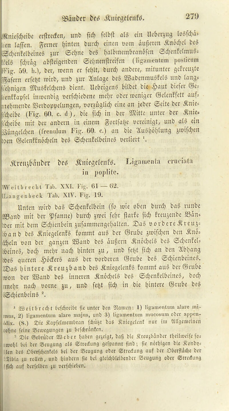 271) fBdubcr befc^ ,$mcge(enfo rifcntefc&eibe erftrecfen, unb ftcf> fctbft atg ein tteberjug^ loSfd;d= en lajjen. gerner I)inten burd) cinen oom aujjeren itnocbef beg ©dienfelbeineg jut ©ebne beg balbinembranofen ©c&enfelmuS* tidS fd)rdg abjfetgeubeit ©ebnenflreifen (ligamentum posticum FFig. 59. h.), ber, wenn er fefjlt, burd) anbere, mttunter gefreujfe v.^afcrn erfefct n?trb, unb jur Entage beg SBabenmugfelS unb tang* ffeljntgen SJluSfcl^enS bienf. Uebrigeng bitbct bie 4>aut btefer ©c-- k'enffapfel tnwenbig ocrfd)iebene mefyr oberweniger. ©elenffett auf* ; iel)inenbe SSerboppelungen, oorjuglicf) eine an jeber ©ette bcr &nte* lc'd)eibe (Fig. 60. c. d), bte ftdj in bcr fOlitte unter ber Jtnic- [c'd)eibe mit ber anbern in cinern gortfa^e oereinigt, unb olS ctn 53ungeld)en (frenulum Fig. 60. c.) an bte 3fug£)ol;)luttg jvoifdjert oen ©elenffnocfyefa beg ©t^JnfelbeineS uerltcrt \ ^vcttjbmibev be$ $utegefcnf$. Ligamenta cruciata in poplite. Wei tbr edit Tab. XXI. Fig. 61—62. ILaugenbeck lab. XIV. Fig. 19. Unten roirb bag ©cfjenfelbein (fo rote oben burd) bag runbe ®anb mit ber ^fanne) burd) jwei fef)r jiatfe ftd) freujenbe SSan* iDer mit bem ©djienbein §ufammenge£)atten. Sag o orb ere Jbteujs .b a n b beg J&n.iegelenfg fommt aug ber ©rube $rotfd)en ben £nb- cd>eln oon ber ganjen SCSanb beg aujjern ibnod)e(g beg ©c&ettfeU tbetneg, bod) mel)r nacb l)inten ju, unb fefet ftd? an ben 2£bt)ang :oeg querett Coders aug ber oorberen ©rube beg ©d)ienbeineg. Sag bintere jlreujbanb beg ^ntegelenfg fommt aug ber ©rube oon ber SBanb beg inneren Jtnocbetg beg ©cbenfetbeineg, bod) nnel)r nad) oorne ju, unb fefet ftcb in bie binterc ©rube beg (‘©djtenbetng 2. 1 SK3 e 116 r e c61 OefcbreiOt fie unter ben lianien: 1) ligamentum alare mi- mns, 2) ligamentum alare majus, unb 3) ligamentum mucosum obcr appen- dix. (S.) Site ft'apfelmenibrcin fd)u£t ba$ ^nicgelenf nur int 2(ttgemcinen otsne feine Semcgungen ju befcbranfcn. 2 SDie ©ebruber Sffieber baben gcjcigt, bafj bie ^reujbanber tijeilmeife fo* mot)t bet ber S3cugung al6 ©trecfung gefpannt ftnb; fie nbtbigen bie $onbt); len be6 Oberfd)cnfet6 bei ber 25eugung eber ©trecfung auf ber £>berflad)c ber isibici ju rotten, unb (jinbern fie bei gteidjbteibcnbcr SScugung ober ©trecfung fid) auf berfetbcn ju ocrfd)ieben.