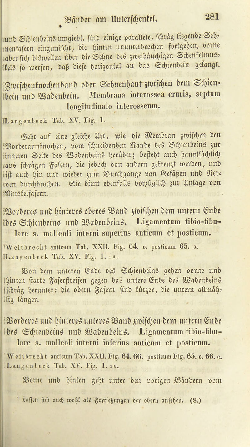 SBfinbcr am Untcvfcfyeufel, ♦ unb ©d}ienbctrt§ umgtebt, ftnb etntge pdvadele, fd;vdg tiegenbe ©eb* nenfafent eingemifd)t, btc binten ununterbro'd&cn fortge^cn, t>ome •obcr fid> btSroeilen uber bie©el)ne bc§ jweibducbigen ©cbenfelmuS* :1elS fo twerfen, baji biefe l;ovi^ontal an baS ©cbtenbetn getangt. gmtfcfjcnfnbdjenbanb obet ©e&nenfcaut jttnfdjeu bem ©djten- betu nub SBabenbetn. Membrana interossea cruris, septum longitudinale interossenm. lLangenbeck Tab. XY. Fig. 1. ©el)t auf cine gteidje 2fvt, wic bie 2Rembran jiwifcben ben '§3orbcrarmfnocben, t>om fcbneibenben Stanbe beS ©cbienbetnS juw inneren ©ette beS SSSabenbcinS fyeruber; befiebt aud) bauptjacblicb cauS fcbtdgen gafern, bie jebod) won anbern gefreujt roerben, unb rift aud; l;in unb twieber jum Surcbgange won ©efdfjen unb Afters .wen burd;brod)en. ©ie bient ebenfadS worjuglicb jur 2tnlage won iSOtuSfelfafern. 593orbere$ nub {jtuteveS obere$ S3anb jnjtfdjen bem untern ©nbe Itbe^ @djien&em$ nub SBaben&etnS. Ligamentum tibio-fibu- lare s. malleoli interni superius anticum et posticum. 'Weitbrecbt anticum Tab. XXII. Fig. 64. c. posticum 65. a. iLangenbeck Tab. XY. Fig. 1. is. SSon bem unteren (Snbe beS ©d;ienbein§ gel;en worne unb binten ftarbe gaferitreifen gegen baS untcre (£nbe beS SSBabenbeinS jlfdbtdg blunter: bie obern Safern ftnb furjer, bie untern allmab^ ilig langer. :33orbere$ unb f;tntereS nntere$ SBanb jmtfdjen bem untern Ginbe <ibe$ (Sd)tenbetn$ unb Sffiabenbetti^ Ligamentum tibio-fibu- lare s. malleoli interni inferius anticum et posticum. AVeitbrccht anticum Tab. XXII. Fig. 64. 66. posticum Fig. 65. c. 66. c. Langenbeck Tab. XV. Fig. 1. 16. 33orne unb bmto* gebt unter ben wovigen S3anbem worn Saffen fid; aucf> ali gortfc^ungcn bcv obern anfeben. (S.) I