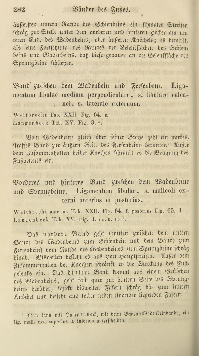 % dujterften untern 9lanbe beg ©cbtenbetng etn fcbmaler ©treifen fd)rdg jut ©telle unter bem Dorberen unb btnteren Reefer am un- teren ©nbe beg 2Babenbeing, ober dujjeren jtnbdjelg; eg bewirft, alg einc gortfebung beg 9fanbeg ber ©elenffidcben beg <Sd?ten= being unb SBabettbeing, baft biefe genauer an bie ©eleitifldcbe beg ©prungbeing fd?Ctepen. SSanb' jtmfdjen bem SBaben&etu unb gerfenbem. Liga- mentuin fibulae medium perpendiculare, s. filmlare calca- , nci, s. laterale externum. Weitbrecht Tab. XXIt. Fig-. 64. e. L an gen beck Tab. XV. Fig. 3. 2. SSom SBabenbetne gleid? uber fetner ©pitje gel)t etn jtarfeg, ftraffeg S5anb jut ditgern ©eite beg gerfenbetng blunter. tfufjer bem 3ufammenbatten beiber ^nod;en fdjrdnft eg bie SSeuguttg beg ^ufjgelenfg etn. 33m*bcrc3 nub f)tntcre$ SSanb jimfcfyeu bent 5Babeubetnc nub ©pvmigbctne. Ligamentum fibulae, s, malleoli ex- terni anterius el posterius. Weitbrecht anterius Tab. XXII. Fig. 64. f. posterius Fig. 65. d. Langenbeck Tab. XV. Fig. 1. is.u. 10 k Sag »orb ere S3anb get)t (mitten jwifeben bem un tent SSanbe beg SBabenbetng jum ©ebienbein unb bent ©anbe junt gerfenbein) t>om Sianbe beg SBabenbeineg jum ©prungbeine fcbtdg Ifinab. ©igmeiten betfebt eg aug jrnei #auptftreifen. Hufjer bem 3ufammenbalten ber Jtnocben fcbrdnlt eg bie ©treefung beg gujjs gelenfg ein. Sag bintere S3anb fommt aug einern ©tubmen beg 2Babenbetng, gebt fajl quer jut ^intern ©eite beg Sprung* being ^erfiber; fdfieft bigmeiten gafern fdjrdg big 511m innevn itnocbel unb bejlebt aug loefer neben einanber liegenben Safern. 1 gjtan fann nut Sanocn&ecf, roic 6eini <ScbicnsSEBabenbeinbanbe, cin lig. mall. ext. superius U, inferius untcrfd>siben.