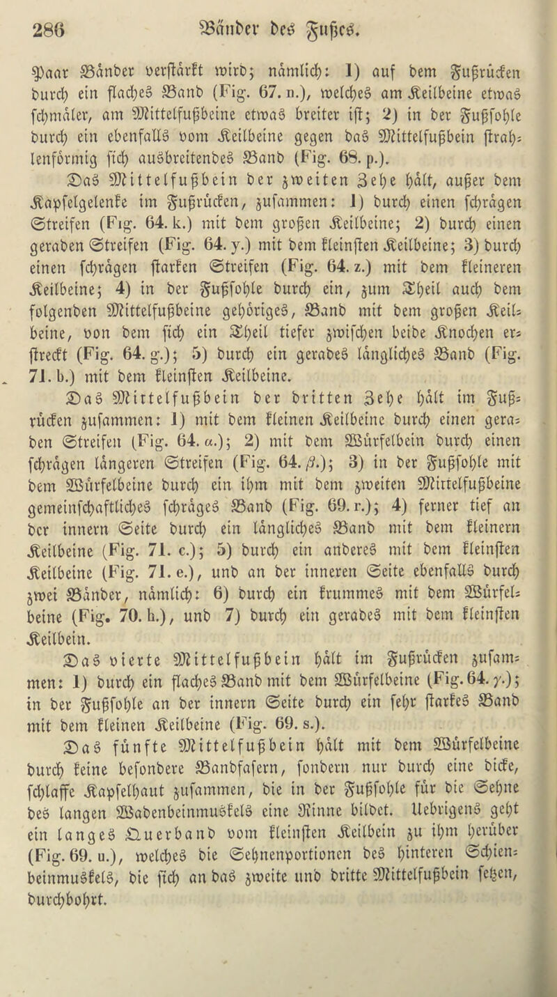 g)aar ©anber werjldrft mirb; ndmlid): 1) auf bem gufjruden burd) ein flad)e§ ©anb (Fig. 67. n.), voetct)ee> am jleitbeine etwaS fd)mdter, am 9Jtittetfuj)beine ctma3 bretter ift; 2) in ber gufjfot)te buvd; etn ebenfattS worn JDeitbeine gegen baS SDtittelfupbein flraC;= lenformig fid; auSbrcitenbeS ©anb (Fig. 69. p.). £)a3 SDtittetfufsbein ber jmeiten Se 1;e i;dit, auper bem $apfetgelenfe tin guprucfcn, jufammen: 1) burd) einen fd)ragen ©treifen (Fig. 64. k.) mit bem grofien .fteitbeine; 2) buret) einen gevaben ©treifen (Fig. 64. y.) mit bem fteinften ^eilbeine; 3) burd) einen fcfyrdgen ftarfcn ©treifen (Fig. 64. z.) mit bem fteineren .fteitbeine; 4) in ber guf;fot)te burd) ein, $um SEtjeit auct) bem fotgenben SRittelfujjbeine gei;orige6, ©anb mit bem gropen iteil* beine, won bem (id) ein &t)eit tiefer jroifcfyen beibe Jtnocfyen ers flrecft (Fig. 64. g.); 5) burd) ein gerabeS tdnglietjeS ©anb (Fig. 71. b.) mit bem fteinften .Keitbeine. £)a3 SDlittelfufibein ber britten Bel;e t)dtt im §u(F ruefen jufammen: I) mit bem fteinen .fteitbeine burd) einen gera; ben ©treifen (Fig. 64.«.); 2) mit bem SBurfelbein burd) einen fdjrdgen langcren ©treifen (Fig. 64./?.); 3) in ber §ujjfof)Ie mit bem SBurfetbeine buret) etn ii)m mit bem jweiten Sftirtetfujjbeine gemeinfd)afttid)e§ fd)rdge$ ©anb (Fig. 69. r.); 4) ferner tief an ber innern ©eite burd; ein tanglicfyeS ©anb mit bem fteinern ^eilbeine (Fig. 71. c.); 5) burd) ein anbcrcS mit bem fteinften ^eilbeine (Fig. 71.6.), unb an ber inneren ©eite ebenfaUS burd) jwei ©anber, namiicf): 6) burd) ein frummeS mit bem SBurfeU beine (Fig. 70. h.), unb 7) buref) ein gerabeS mit bem fteinften jteilbein. £)a§ wierte SJHttelfufjbein t)dtt im gufruefen jufam* men: 1) buret) ein flact)e§ ©anb mit bem SGBurfetbeine (Fig.64./.); in ber guffof)te an ber innern ©eite burd) ein fet;r ftarfeS ©anb mit bem fteinen ^eitbeine (Fig. 69. s.). £)a3 funfte SMittelfugbein t)dtt mit bem SBurfetbeine buret) feine befonbere ©anbfafern, fonbern nur burd) cine biefe, fd)taffe jtapfetbaut jufammen, bie in ber gu§fot)le ffa wie ©et;ne bes langen SSBabenbeinmuSfetS cine Siinne bitbet. UebrigenS ge()t ein tangeS £luerbanb worn fteinften ^eitbein ju il)m l;eruber (Fig. 69. u.), metct)e§ bie ©elfnenportionen be3 t)interen ©d;ien= beinmuSfetS, bie fict) an ba$ $weite unb britte 2flittelfufbein fefcen, burd)bot)rt.