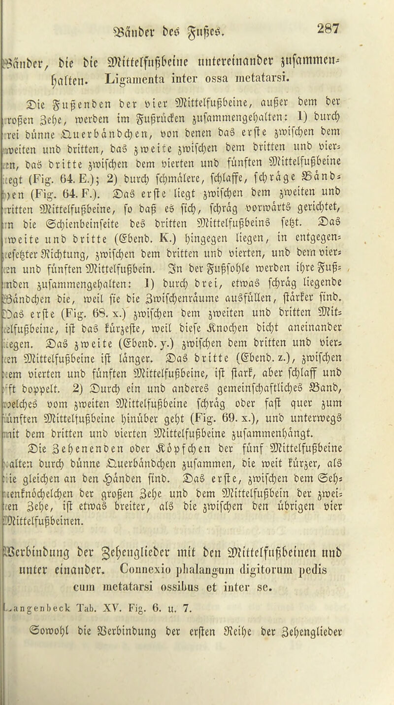 SBflnber bed Jngcg. dauber, bte bic Sttttterfngbcfoe uutcretnanber jufammcn- fjaften. Ligamenta inter ossa metatarsi. £ie gugenben ber bier 9)tittelfugbeine, auger bem ber •rogen 3ef?er werbeit im gugnicfen gufammenge&altert: 1) burcf) rei bunne £luerbdnbd)en, non benen bag evfte gwifoen bem toeiten unb britten, bag groeite groifdten bem britten ttnb biers m, bag britte gw>tfd)en bem bierten unb funften SOiittelfugbetne :cegt (Fig. 64. E.); 2) burd; fctjmdtere, fc&laffe, fd;rdge SSanbs h;en (Fig. 64. F.). £)ag erfte liegt gwifcben bem gweiten unb rritten Sttittetfugbeine, fo bag eg \i&), fcf)rdg bonodrtg gerid;tet, irn bte ©d;tenbeinfeitc beg britten SDttttelfugbeing fefgt. £)ag roeitc unb britte (Grbcnb. K.) fyingegen liegen, in entgegcns cefefcter Stidjtung, §vr>ifd>en bem britten unb merten, unb bern biers izn unb funften Sftitfelfugbein. 5n ber gugfogle toerben i(;re Sag- nben gufammengc(;a(ten: 1) burd) brei, etroag fcfyrag tiegenbe :6dnbd)en bie, roeit fie bie 3aufd;enrdume augfuden, ftdrfer ftnb. ri)ag erfte (Fig. 68. x.) gvoifcfyen bem groeiten unb britten SJtits dfugbeine, ijt bag furgefte, mil biefe itnocfyen bid)t aneinanber ;iegen. £>ag groeite (@benb. y.) groifcfyen bem britten unb biers .en SDtittelfugbeine ift (anger. £>ag britte (Grbenb. z.), gtoifd)en ;em bierten unb funften SJiittelfugbeine, ift ftarf, aber fd;laff unb ft boppelt. 2) Surd; ein unb anbereg gemeinfcgaftlicfyeg ©anb, v;e(d)eg bom groeiten SDtittelfugbeine fcfyrag ober faft quer gum unften SJtittelfugbeine l;tnuber gel;t (Fig. 69.x.), unb unterroegg unit bem britten unb bierten SDtittelfugbeine gufammen()dngt. 2)te 3ef)enenben ober itopfcfyen ber funf 9Jitttelfugbeine ■alien burd) bunne £luerbdnbd;en gufammen, bie voeit furger, a(g r te gleidjen an ben £anben ftnb. £>ag erfte, gtoifcfyen bem <Seb* :ienfnbd)eld)en ber grogen 3e(;e unb bem SKittelfugbein ber gtoeis en 3ege, ift etroag breiter, a(g bie gmifd)en ben ubrigen bier .Otittelfugbcinen. iSerbtnbung ber gefjengltebet mtt ben SOtittcffnfj&etnen ttnb nnter etnanber. Connexio phalangum digitorum pedis cum metatarsi ossibus et inter se. ...angenbeck Tab. XV. Fig. 6. u. 7. ©otoofjl bie SSerbinbung ber erften 9iei(;e ber Segenglieber