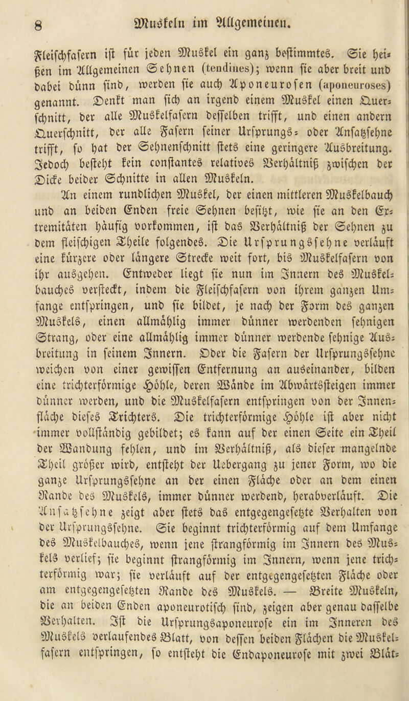 ftleifdrfafern ift fur jeben SKuSEel ein ganj bejlimmteS. ©ie bet* ^en im 'tfllgemeinen ©el>nen (tendines); menn fie aber breit unb babet bunn finb, merben fie aud) 2lponeurofen (aponeuroses) genannt. SDenft man fid) an irgenb einem 9flu$>fel einen £Uter: fdjnitt, ber aile 9)?u3Fetfafern beffelben trifft, unb einen anbern £Uterfd)nitt, ber aile gafern feiner UrfprungSs ober 2Cnfa^fe(?ne trifft, ft) but ber ©el)nenfd)nttt ftetS cine geringere ’2lus>breitung. Sebocb befiebt Fein confianteS relatioeS £$erl)dltni|5 jtuifcbcn ber ©iife betber ©cfynitte in alien SttuSfetn. 2ln einem runblicben 9)?u§fel, ber einen mittleren 9ftu3Felbaud) unb an beiben @nben freic ©efynen befifct, mie fie an ben (5r= tremitaten l)dufig oorFommen, ift baS SSerbdltnifj ber ©efynen ju bem jleifcfyigen &l)eile folgenbcS. Die Urfpru ngSfebne oerlduft eine Furjcre ober langere ©trecFe meit fort, bt§ 9Jlue>Felfafern oon ibr au3get)en. (Sntmeber liegt fie nun im Snnern be§ 5Ku§FeIs baucbcS oerftecft, inbem bie gleifcbfafern oon ibrem gaitjen Unt; fange entfpringen, unb fie bilbet, je nad) ber gorm be§ ganjen sJ0iu§Fel§, einen allmdblig itntner bunner merbenben febnigen ©trang, ober eine allmdblig imtner bunner voerbenbe febnige 'Xu& breitung in feinem Snnern. £)bcr bie gafern ber UrfprungSfefonc meidjen oon einer gemiffen Grntfernung an auSeinanber, bilben eine tricbterfdrmige £6l)le, beren SSBdnbe im ‘2lbmdrtSfteigen immer bunner merben, unb bie -JftuSFelfafern entfpringen oon ber Snnen; fladje biefeS £rid)ters>. Die tridbterformige ^)oblc ift abet nidjt immer oollftdnbig gcbilbet; e§ Fann auf ber einen ©eite ein 5^l;eU ber SEBanbung fetylen, unb im SSerfydttnifj, alS biefer mangelnbe 5£t>eil grower mirb, entftebt ber Uebergang ju jener §orm, mo bie gan^e UrfprungSfebne an ber einen §ldd)e ober an bem einen 9ianbe be$> 9Jiu§fet$, immer bunner metbenb, fyeraboerlauft. Die ‘llnfa^febne jeigt aber ftetS baS entgegengefefcte SSerfyalten oon bet Urfprunggfebne. ©ie beginnt tridjterformig auf bem Umfange be§ 9)ht3Felbaud)e3, menn jene ftrangformig im Snnern beS s}Jlu3i Fet§ oertief; fie beginnt flrangformig im Snnern, menn jene tridjs terformig mar; fie oertauft auf ber entgegengefebtcn gldcbe ober am entgegengefebten 9lanbe be§ 9)?u3Fet3. — SSreite SO^u^Feln, bie an beiben Gtnben aponeurotifcb finb, jetgen aber genau baffelbe SSevbalten. 3ft bie UrfprungSaponeurofe ein im Snneren bee> SJiuSFelS oerlaufenbeS S3latt, oon beffcn beiben $tdd)en bie 2flu$FeU fafern entfpringen, fo entftel)t bie (Snbaponeurofe mit jmei S3lat=