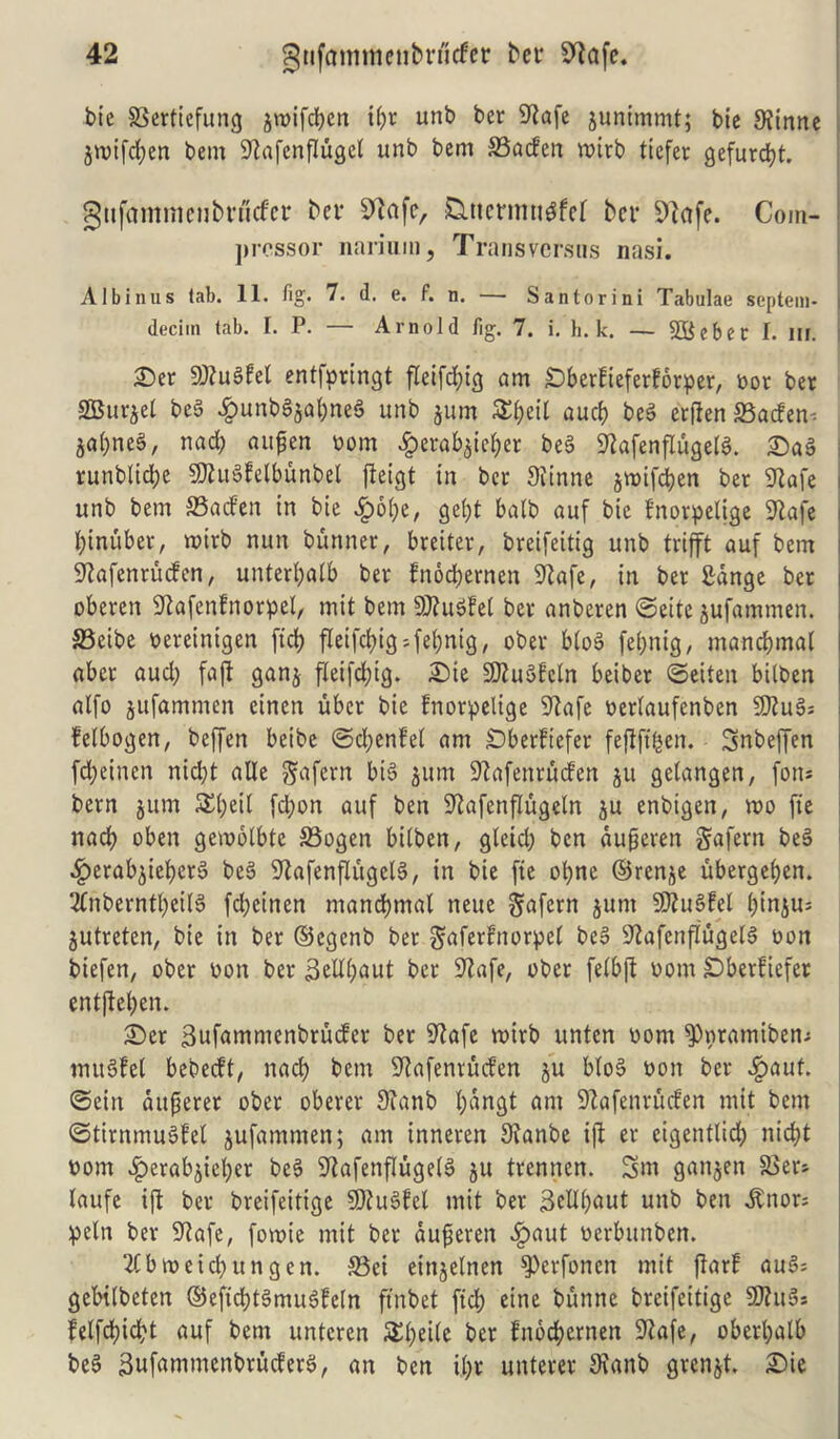 tie 83ertiefung jn>ifd)en il)r unb ber 9iafe junimmt; bic 9?inne jroifcfyen bem Sfofenflugel unb bem S3acfen roirb ticfer gefurdjt. gnfammenbrficfcr ber 9?afe, £utmmigfcl bcv 91afe. Com- pressor narium, Trans versus nasi. Albinus tab. 11. fig. 7. d. e. f. n. — Santorini Tabulae septem- decim tab. 1. P. — Arnold fig. 7. i. h. k. — SBcbet 1. m. £er SftuSfet entfpringt fleifdpg am £)berfieferforper, bor ber SGBurjel beg £unbS$a&neS unb jum £l)eil aucb beg erjlen 23acfen^ jaljneg, nad) aitfien bom #erab$iefyer beg S^afenflugelg. £)ag runblidje SJUtgfelbunbel fieigt in ber Siinne jmtfdjen ber 9tafe unb bem SSacfen in bie ^)61;e, gel)t balb auf bie Inorpclige S’lafe fyinuber, roirb nun bunner, breiter, breifeitig unb trijft auf bem S'lafenrucfen, unterl;alb ber fnod)ernen 9?afe, in ber fidnge ber oberen S^afcnfnorpel, mit bem SDhtgfel ber anberen ©eite jufammen. 25eibe bereintgen fid) jleifc&igsfefonig, ober blog feijnig, mandjmal aber aud) faft ganj fieifdjig. £)ie SKugfcln beiber ©eiten bilben alfo jufammen einen uber bie fnorpelige 9lafe beriaufenben 50Zug; felbogen, beffen beibe ©d;enfel am £)berftefer fefiftfcen. Snbeffen fefyeinen nid)t aUe ^aferrx big jum S'lafenrutfen ju gelangen, fon* bern jum 5Ei;eil fd)on auf ben iftafenflugeln ju enbigen, mo fie nad) oben gemolbte S3ogen bilben, gleid; ben dufieren gafern beg ^erabjieberg beg S'lafenflugelg, in bie fie ol;ne ©renje ubergef)en. Tlnberntbeilg fd)cinen mandjmal neue ^afern junt SWitBfel binjus jutreten, bie in ber ©egenb ber ^aferfnorpel beg 92afenflugelg bon biefen, ober bon ber 3eUl;aut ber SRafe, ober felbji bom SDberfiefer entjlcben. £)er Bufammenbrutfer ber 9tafe mirb unten bom ^Ppramiben* mugfei bebeeft, nad) bem Sftafenrucfen ju blog bon ber Jg>ftuf. ©ein dufjerer ober oberer 9?anb l;dngt am S^afenrucfen mit bem ©tirnmugfel jufammen; am inneren Sianbe iji er eigentlid) nid)t bom ^erabjiefyer beg ^afenflugelg ju trennen. Stn ganjen 3$er* laufe ijt ber breifeitige SSftugfet mit ber 3ctll)aut unb ben .ftnor; peln ber ‘iftafe, fomie mit ber dufieren .fpaut berbunben. 21bmeid)ungen. 53ei einjelnen ^Perfonen mit fiarf augs gebtlbeten ©efid;tgmugfeln ftnbet fid) eine bunne breifeitige 9Jhtg* felfd)id)t auf bem unteren S£l)ei(e ber fnoefyernen S^afe, oberl;alb beg 3ufammcnbritcferg, an ben il;r unterer S?anb grenjt. £)ie