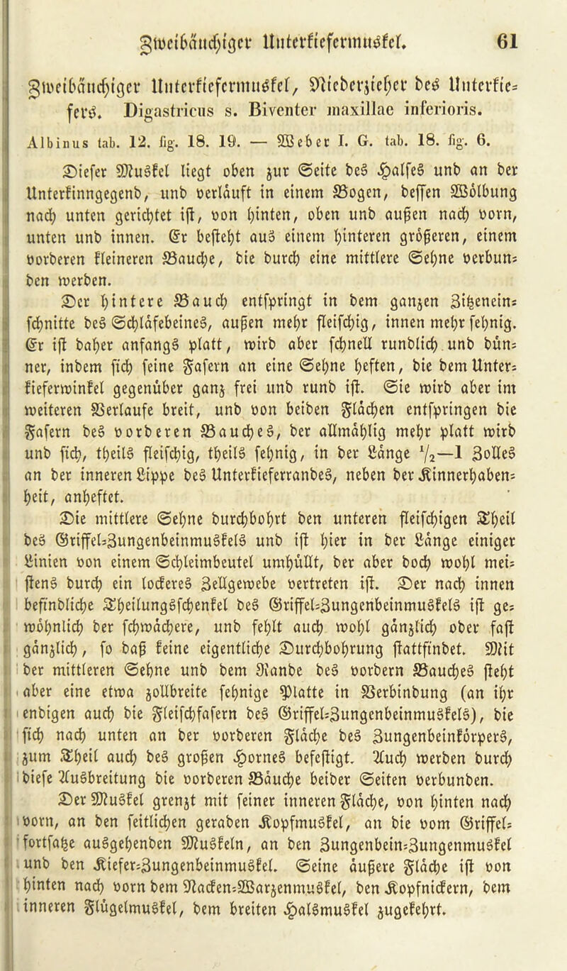 gtbeibautfjigetr llntcvftcfcnmt^fcf, 51tcbcvjtef;ci* be£ llntcvftc= few. Digastricus s. Biventer maxillae inferioris. Albinus tab. 12. fig. 18. 19. — SBeber I. G. tab. 18. fig. 6. £>iefer SDtuSfel liegt oben jur ©cite be§ £aife§ unb an ber Unterfinngegenb, unb eerlauft in einem S3ogen, bcffen SBolbung nacb unten gericbtet ift, oon binten, oben unb aupen nacb worn, unten unb innen. ©r befte^t auS einem tyinteren groperen, einem oorberen Fieincren SBaucbe, bie burcb eine mitttere ©ei)ne oerbun; ben merben. £>cr bintere S3aud) entfpringt in bem ganjen 3i^enein= fcbnitte be6 ©d)ldfebeine3, aupen mebr flcifcbig, innen mebr febnig. ©r ift baber anfange! platt, roirb aber fcbneIX runblid? unb bun; net, inbem fid) [eine Safern an eine ©et)ne btften, bie bemUnfer; fieferroinfel gegenuber ganj frei unb runb ift. ©ie roirb aber irn roeiteren SSertaufe breit, unb oon bciben gddcben entfpringen bie gafern be§ oorberen 33aud)e5, ber allmdbtig mebr platt mirb unb fid), tbeilS fleifcbig, tbeilS febnig, in ber Cange l/2—1 3oIte§ an ber inneren Cippe bee> UnterfieferranbeS, neben ber ^innerbaben; beit, anbeftet. £)ie mittlere ©ebne burcbbobrt ben unteren fleifcbigen Sbeil beS ®riffe(;3ungenbeinmu§fe(S unb ift bie* in ber fidnge einiger Cinien oon einem ©cbteimbeutel umbuUt, ber aber bocb roobt mei; ften§ burcb ein tocfereS SeHgevoebe oertretcn ift. £)er nacb innen beft'nblicbe £beitungSfd)enfel bee> ©tiffel;3ungeribeinmu§fel6 ift ge* mobnlicb ber fcbmdcbere, unb feblt aucb toobl gdnjtid) ober fa ft ganjlid), fo bap feine cigenttidje Sitrcbbobrung ftattfinbet. 9)tit ber mittieren ©ebne unb bem JKanbe be§ oorbern 23aucbe§ ftet)t aber eine etroa jollbreite febnige Platte in 83erbinbung (an ii;r enbigen aucb bie gieifcbfafern bee> ©riffel;3ungenbeinmus>fel§), bie fid) nacb unten an ber oorberen §ldd)e be3 3nngenbeinForper§, i jum albeit aucb beS gropen £orne§ befcftigt. 2fucb toerben burd) biefe 2tu3breitung bie oorberen 33ducbe beiber ©eiten oerbunben. £>er 9)tu3Fet grenjt mit feiner inneren gtacbe, oon binten nad) 9orn, an ben feitlicben geraben ,ftopfmu6fel, an bie oom ©riffet; ■ fortfafje au6gebenben 9)tu§feln, an ben 3ungenbcirt:3ungenmu3fel unb ben itiefer:3ungenbeinmue>FeL ©eine aupere gtdcbe ift oon * binten nad) oom bem 9taden;2Barjenmu6tei, ben .ftopfnicfern, bem inneren gtugetmuSfel, bem breiten £al$mu$fel jugefebrt.