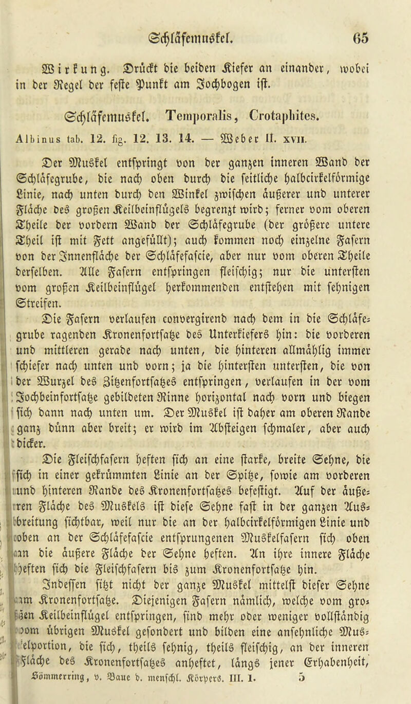 SB i r ? u n g. £)rucft bie beiben liefer an citianber, wobei in bcr SKegel ber fefte 9)unft am Sodjbogen xft. ©djldfcntuwfcl. Temporalis, Crotapliites. Albinus tab. 12. fig. 12. 13. 14. — SBebec II. xvn. £)er SKugfel entfpringt won ber ganjen inneren SBanb ber ©dgdfegrube, bic nad) oben burd) bie feitlidbe ^albcirfelformige fitnie, nacb unten burd) ben SBtnfel jtwifcben dugerer unb unterer $ldd)e Deg giogen .Keilbeingugelg begrcnjt n>irb; ferner worn oberen Sbetle ber worbern SBanb ber ©dgafegrube (ber grogere untere 5£i)eit ig mit §ett angefuUt); aucb fommen nod) einjelne gafern won ber Snncnfldcbe ber ©cbldfefafcie, aber nur worn oberen Slbetle bcrfelben. 2UXe gafern entfpringen getfdgg; nur bie untergen worn grogen iCeilbetngugel Ijerfommenben entfte£>en mil feijnigen ©treifen. £)ie Safern werlaufen conwergirenb nacb bem in bie ©cbldfes grube ragenben dtronenfortfabc beg Unterfieferg bin: bie worberen unb mittteren gerabe nacb unten, bie binteren aUmdblig immer fcbiefer nacb unten unb worn; ja bie ^tnterften untergen, bie won ber SBurjel beg 3i^enfortfa^e6 entfpringen, werlaufen in bcr worn Sodjbeinfortfabe gebilbeten JKtnne tyortjonfal nad? worn unb biegen fid) bann nadb unten um. £>er SJtugfel iffc bager am oberen 3?anbe ganj bunn aber breit; er twirb im 2lbgeigen fdjmaler, aber aucb i c bicfer. £>te §leifd)fafern fjeften fid) an eine garfe, breite ©egne, bie fid) in einer gelrummten Binie an ber ©pibe, forwie am worberen unb binteren 9?anbe beg dfronenfortfabeg befegigt. 2Cuf ber duge; ren gldcbe beg Sttugfelg ig biefe ©ebne fag in ber ganjen 2fug* : : tbreitung ftcEgbat, roeil nur bie an ber bulbcirfelformigen Binie unb . rooben an ber ©cbldfefafcie entfprungenen SttuSletfafern fid) oben loan bie dugere gladje ber ©el)ne beften. Sin ibre tnnere §ldd)e i'jeften fid) bie gleifcbfafern big jum Jtronenfortfabe l;tn. Snbeffen gbt nicbt ber gan^e SJtugfel mittelg biefer ©ebne tm ^ronenfortfabe. £>iejenigen gafern ndmlicb, vwelcbe worn gro* iden dteilbeingugel entfpringen, ftnb mebr ober roeniger wollgdnbig . aom ubrigen SJlugfel gefonbert unb bilben eine anfebnlid?e SJtug: I :etportion, bie fid), tbeilg febnig, tbeilg geifcbig, an ber inneren ii' 5lad)e beg ^ronenfortfabeg anbeftct, Idngg jener <5rt)abent)cit, tfSmmmmg, v. S3aue b. menfd)(. JtfirperO. III. 1. 5