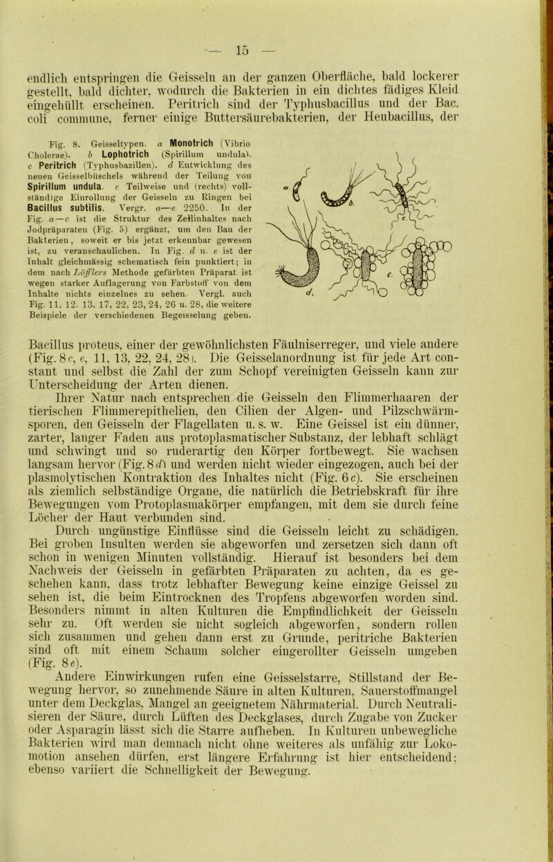 endlich entspring’en die Geisselii an der ganzen Oherfläclie, bald lockerer gestellt, bald dichter, wodurch die Bakterien in ein dichtes fädiges Kleid eingehüllt erscheinen. Peritrich sind der 'l\ypliiisbacillus und der Bac. coli coinmnne, ferner einige Bnttersäurebakterien, der Henbacilliis, der Fig. 8. Geisseltypen. a Monotrich (Vibrio Cholerae). h Lophotrich (Spirillum unclulab c Peritrich (Tvphusbazillen). d Entwicklung des neuen Geisselbüschels während der Teilung von Spirillum undula. c Teilweise und (rechts) voll- ständige Einrolluug der Geissein zu Ringen bei Bacillus SUbtiliS. Vergr. a—e 2250. In der Fig. a — c ist die Struktur des Zellinhaltes nach Jodpräparaten (Fig. 5) ergänzt, um den Bau der Bakterien, soweit er bis jetzt erkennbar gewesen ist, zu veranschaulichen. In Fig. d u. e ist der Inhalt gleichmässig schematisch fein punktiert; in dem nach Löfflers Methode gefärbten Präparat ist wegen starker Auflagerung von Farbstoff von dem Inhalte nichts einzelnes zu sehen. Vergl. auch Fig. 11, 12. 13. 17, 22, 23, 24, 2G u. 28, die weitere Beispiele der verschiedenen Begeisselung geben. Bacillus proteus, einer der gewöhnlichsten Fäulniserreger, und viele andere (Fig. 8f, e, 11, 13, 22, 24, 28). Die Geisselanordnung ist für jede Art con- stant und selbst die Zahl der zum Schopf vereinigten Geissein kann zur Unterscheidung der Arten dienen. Ihrer Natur nach entsprechen die Geissein den Fliminerhaaren der tierischen Fliminerepithelien, den Cilien der Algen- und Pilzschwärm- sporen, den Geissein der Flagellaten u. s. w. Eine Geissei ist ein dünner, zarter, langer Faden aus protoplasmatischer Substanz, der lebhaft schlägt und schwingt und so ruderartig den Körper fortbewegt. Sie wachsen langsam hervor (Fig. 8 d) und werden nicht wieder eingezogen, auch bei der plasmolytischen Kontraktion des Inhaltes nicht (Fig. 6 c). Sie erscheinen als ziemlich selbständige Organe, die natürlich die Betriebskraft für ihre Bewegungen vom Protoplasmakörper empfangen, mit dem sie durch feine Löcher der Haut verbunden sind. Durch ungünstige Einflüsse sind die Geissein leicht zu schädigen. Bei groben Insulten werden sie abgeworfen und zersetzen sich dann oft schon in wenigen Minuten vollständig. Hierauf ist besonders bei dem Nachweis der Geissein in gefärbten Präparaten zu achten, da es ge- schehen kann, dass trotz lebhafter Bewegung keine einzige Geissel zu sehen ist, die beim Eintrocknen des Tropfens abgeworfen worden sind. Besonders nimmt in alten Kulturen die Empflndlichkeit der Geissein sehr zu. Oft werden sie nicht sogleich abgeworfen, sondern rollen sich zusammen und gehen dann erst zu Grunde, peritriche Bakterien sind oft mit einem Schaum solcher eingerollter Geissein umgeben (Fig. 8 c). Andere Einwirkungen rufen eine G(dsselstarre, Stillstand der Be- wegung hervor, so zunehmende Säure in alten Kulturen, Sauerstottinangel unter dem Deckglas, Mangel an geeignetem Nährmaterial. Durch Neutrali- sieren der Säure, durch Lüften des Deckglases, durch Zugabe von Zucker oder Asparagin lässt sich die Starre aufheben. In Kulturen unbewegliche Bakterien wird man demnach nicht ohne weiteres als unfähig zur Loko- motion ansehen dürfen, erst längere Eilährung ist hier entscheidend; ebenso variiert die Schnelligkeit der Bewegung.