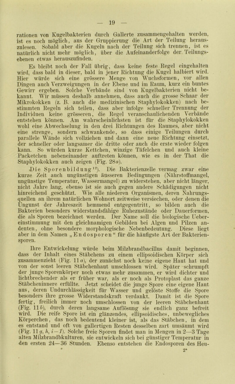 rationell von Kivcfelbakterien cliircli Gallerte zusaniniengelialten werden, ist es noch möglich, ans der Gruppierung’ die Art der Teilung- heraus- zulesen. Sobald aber die Kugeln nach der Teilung sich trennen, ist es natürlich nicht mehr möglich, über die Aufeinanderfolge der Teilungs- ebenen etwas herauszulinden. Es bleibt noch der Fall übrig, dass keine feste Regel eingehalten wird, dass bald in dieser, bald in jener Richtung die Kugel halbiert wird. Hier würde sich eine grössere Menge von Wuchsformen, vor allen Dingen auch Verzweigungen in der Ebene und im Raum, kurz ein buntes Gewirr ergeben. Solche Verbände sind von Kugelbakterien nicht be- kannt. Wir müssen deshalb annehmen, dass auch die grosse Schaar der Mikrokokken (z. B. auch die medizinischen Staphylokokken) nach be- stimmten Regeln sich teilen, dass aber infolge schneller Trennung der Individuen keine grösseren, die Regel veranschaulichenden Verbände entstehen können. Am wahrscheinlichsten ist für die Staphylokokken wohl eine Abwechselung in den drei Richtungen des Raumes, aber nicht eine strenge, sondern schwankende, so dass einige Teilungen durch parallele Wände sich vollziehen und dann eine neue Richtung ein setzt, der schneller oder langsamer die dritte oder auch die erste wieder folgen kann. So würden kurze Kettchen, winzige Täfelchen und auch kleine Packetchen nebeneinander auftreten können, wie es in der That die Staphylokokken auch zeigen (Fig. 28a). Die Sporenbildüng^-). Die Bakterienzelle vermag zwar eine kurze Zeit auch ungünstigen äusseren Bedingungen (Nährstoffmangel, ungünstige Temperatur, Wassermangel) zu widerstehen, aber nicht länger, nicht Jahre lang, ebenso ist sie auch gegen andere Schädigungen nicht hinreichend geschützt. Wie alle niederen Organismen, deren Nahrungs- quellen an ihrem natürlichen Wohnort zeitweise versiechen, oder denen die Ungunst der Jahreszeit hemmend entgegentritt, so bilden auch die Bakterien besonders widerstandsfähige Ruhezustände oder Dauerformen, die als Sporen bezeichnet Averden. Der Name soll die biologische Ueber- einstimmung mit den gleichnamigen Gebilden bei Algen und Pilzen an- deuten, ohne besondere morphologische Nebenbedeutung. Diese liegt aber in dem Namen „Endosporen“ für die häufigste Art der Bakterien- sporeu. Ihre Entwickelung würde beim Milzbrandbacillus damit beginnen, dass der Inhalt eines Stäbchens zu einem ellipsoidischen Körper sich zusammenzieht (Fig. 11a), der zunächst noch keine eigene Haut hat und von der sonst leeren Stäbchenhaut umschlosseu Avird. Später schrumpft der junge Sporenkörper noch etAvas mehr zusammen, er wird dichter und lichtbrechender als er früher Avar, als er noch als Protoplast das ganze Stäbcheninnere erfüllte. Jetzt scheidet die junge Spore eine eigene Haut aus, deren Undurchlässigkeit für Wasser und gelöste Stoffe die Spore besonders ihre grosse Widerstandskraft verdankt. Damit ist die Spore fertig, freilich immer noch umschlossen von der leeren Stäbchenhaut (Fig. 11^), durch deren langsame Auflösung sie endlich ganz befreit wird. Die reife Spore ist ein glänzendes, ellipsoidisches, unbeAvegliches Körperchen, das noch bedeutend kleiner ist, als das Stäbchen, in dem es entstand und oft von gallertigen Resten desselben zart umsäumt Avii'd (Fig. 11 y, /i, i — 1). Solche freie Sporen findet man in Mengen in 2—3 Tage alten Milzbrandbkulturen, sie entwickeln sicli bei günstiger Temperatur in den ersten 24—36 Stunden. Ebenso entstehen die Endosporen des Heu- 2*