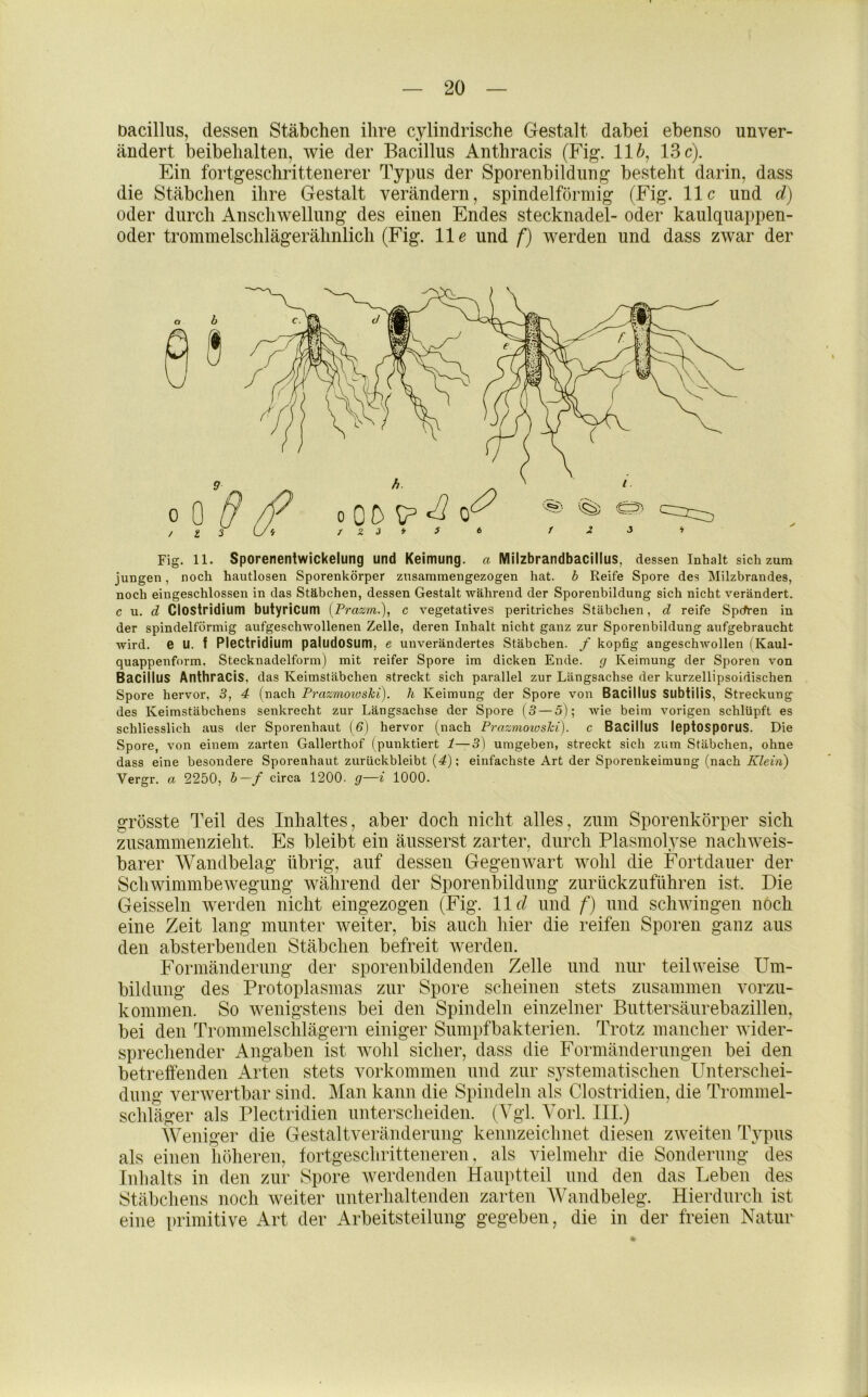 Dacilliis, dessen Stäbchen ihre cylindrische Gestalt dabei ebenso unver- ändert beibehalten, wie der Bacillus Anthracis (Fig. 116, 13 c). Ein fortgeschrittenerer Typus der Sporenbildung besteht darin, dass die Stäbchen ihre Gestalt verändern, spindelförmig (Fig. 11c und d) oder durch Anschwellung des einen Endes Stecknadel- oder kaulquappen- oder trommelschlägerähnlich (Fig. 11c und f) werden und dass zwar der Fig. 11. Sporenentwickelung und Keimung, a Milzbrandbacillus, dessen Inhalt sich zum jungen, noch hautlosen Sporenkörper zusammengezogen hat. b Reife Spore des Milzbrandes, noch eingeschlossen in das Stäbchen, dessen Gestalt während der Sporenbildung sich nicht verändert. c u. d Clostridium butyricum [Pi-azm.), c vegetatives peritriches Stäbchen, d reife Spcfren in der spindelförmig aufgeschwollenen Zelle, deren Inhalt nicht ganz zur Sporenbildung aufgebraucht wird, e U. f Ploctridium paludosum, e unverändertes Stäbchen, f kopfig angeschwollen (Kaul- quappenform, Stecknadelform) mit reifer Spore im dicken Ende, g Keimung der Sporen von Bacillus Anthracis, das Keimstäbchen streckt sich parallel zur Längsachse der kurzellipsoidischen Spore hervor, 3, 4 (nach Prazmoioshi). h Keimung der Spore von BacilluS SubtiliS, Streckung des Keimstäbchens senkrecht zur Längsachse der Spore (3 — 5); wie beim vorigen schlüpft es schliesslich aus der Sporenhaut (3) hervor (nach Prazmoioski). c BacilluS leptosporus. Die Spore, von einem zarten Gallerthof (punktiert 1—3) umgeben, streckt sich zum Stäbchen, ohne dass eine besondere Sporenhaut zurückbleibt (4); einfachste Art der Sporenkeimung (nach Vergr. a 2250, b—f circa 1200. g—i 1000. grösste Teil des Inhaltes, aber doch nicht alles, znm Sporenkörper sich znsammenzieht. Es bleibt ein äiisserst zarter, durch Plasmolyse nachweis- barer Wandbelag übrig, auf dessen Gegenwart wohl die Fortdauer der Schwimmbewegung während der Sporenbildiing ziirückziiführen ist. Die Geissein werden nicht eingezogen (Fig. 11 d und f) und schwingen noch eine Zeit lang munter weiter, bis auch hier die reifen Sporen ganz aus den absterbenden Stäbchen befreit werden. Formänderung der sporenbildenden Zelle und nur teilweise Um- bildung des Protoplasmas zur Spore scheinen stets zusammen vorzu- kommen. So wenigstens bei den Spindeln einzelner Bnttersänrebazillen, bei den Trommelschlägern einiger Sumpfbakterien. Trotz mancher wider- sprechender Angaben ist wohl sicher, dass die Formänderungen bei den betreffenden Arten stets Vorkommen und zur systematischen Unterschei- dung verwertbar sind. Man kann die Spindeln als Clostridien, die Trommel- schläger als Plectridien unterscheiden. (Ygl. A'orl. III.) AVeniger die Gestaltverändernng kennzeichnet diesen zweiten Typus als einen höheren, fortgeschritteneren, als vielmehr die Sonderung des Inlialts in den zur Spore werdenden Hauptteil und den das Leben des Stäbchens noch weiter unterhaltenden zarten AVandbeleg. Hierdurch ist eine primitive Art der Arbeitsteilung gegeben, die in der freien Natur