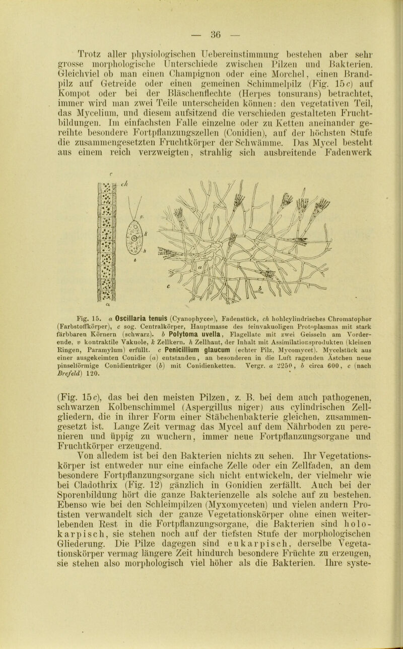 Trotz aller ])liysiol()g-isclieii Uebereinstiminim^ bestehen aber sehr grosse mo]‘j)liologisclie Unterscbiede zwisclieii IMlzeii und .Bakterien. GHeicliviel ob man einen Cliam])io’non oder eine Morchel, einen Brand- pilz auf Getreide oder einen gemeinen Schinimeli»ilz (Fig. 15c) auf Komi)ot oder bei der Bläschentleclite (Herpes tonsurans) betrachtet, immer wird mau zwei Teile uutersclieideu können: den vegetativen Teil, das Mycelium, und diesem aufsitzend die verschieden gestalteten Frucht- bildungen. Im einfachsten Falle einzelne oder zu Ivetten aneinander ge- reihte besondere Fortpflanzungszellen (Conidien), auf der höchsten Stufe die zusammengesetzten Fruchtkörper der Schwämme. Das Mycel bestellt aus einem reich verzweigten, strahlig sich ausbreitende Fadenwerk Fig. 15. a Oscillaria tenuis (Cyanophycee), Fadeiistück, ch hohlcyliiidrisches Chromatophor (FarbstofFkörper), c sog. Centralkörper, Hauptmasse des feinvakuoligen Protoplasmas mit stark färbbaren Körnern (schwarz), h Polytoma UVella, Flagellatc mit zwei Geissein am Vorder- ende, V kontraktile Vakuole, Tc Zellkern, h Zellhaut, der Inhalt mit Assimilationsprodukten (kleinen Ringen, Paramylum) erfüllt, c Peniciliium glaucum (echter Pilz, Mycomycet). Mycelstück aus einer ausgekeimten Conidie («) entstanden , an besonderen in die Luft ragenden Ästchen neue pinselförmige Conidienträger (5) mit Conidienketten. Vergr. a 2250, h circa 600, c (nach Brefeld) 120. (Fig. 15c), das bei den meisten Pilzen, z. B. bei dem auch pathogenen, schwarzen Kolbenschimmel (Aspergillus niger) aus cylindrischen Zell- gliedern, die in ihrer Form einer Stäbchenbakterie gleichen, zusammen- gesetzt ist. Lange Zeit vermag das Mycel auf dem Nährboden zu pere- nieren und üppig zu wuchern, immer neue Fortpflanzungsorgane und Fruchtkörper erzeugend. Von alledem ist bei den Bakterien nichts zu sehen. Ihr Vegetations- körper ist entweder nur eine einfache Zelle oder ein Zellfaden, an dem besondere Fortpflanzungsorgane sich nicht entwickeln, der vielmehr wie bei Cladothrix (Fig. 12) gänzlich in Gonidien zerfällt. Auch bei der Sporenbildung hört die ganze Bakterienzelle als solche auf zu bestehen. Ebenso Avie bei den Schleimpilzen (Myxomyceten) und vielen andern Pro- tisten verwandelt sich der ganze Vegetationskör]>er ohne einen Aveiter- lebenden Kest in die Fortpflanzungsorgane, die Bakterien sind holo- karpisch, sie stehen noch auf der tiefsten Stufe der morphologischen Gliederung. Die Pilze dagegen sind eukarpisch. derselbe Vegeta- tionskörper vermag längere Zeit hindurch besondere Früchte zu erzeugen, sie stehen also morphologisch viel höher als die Bakterien. Ihre syste-