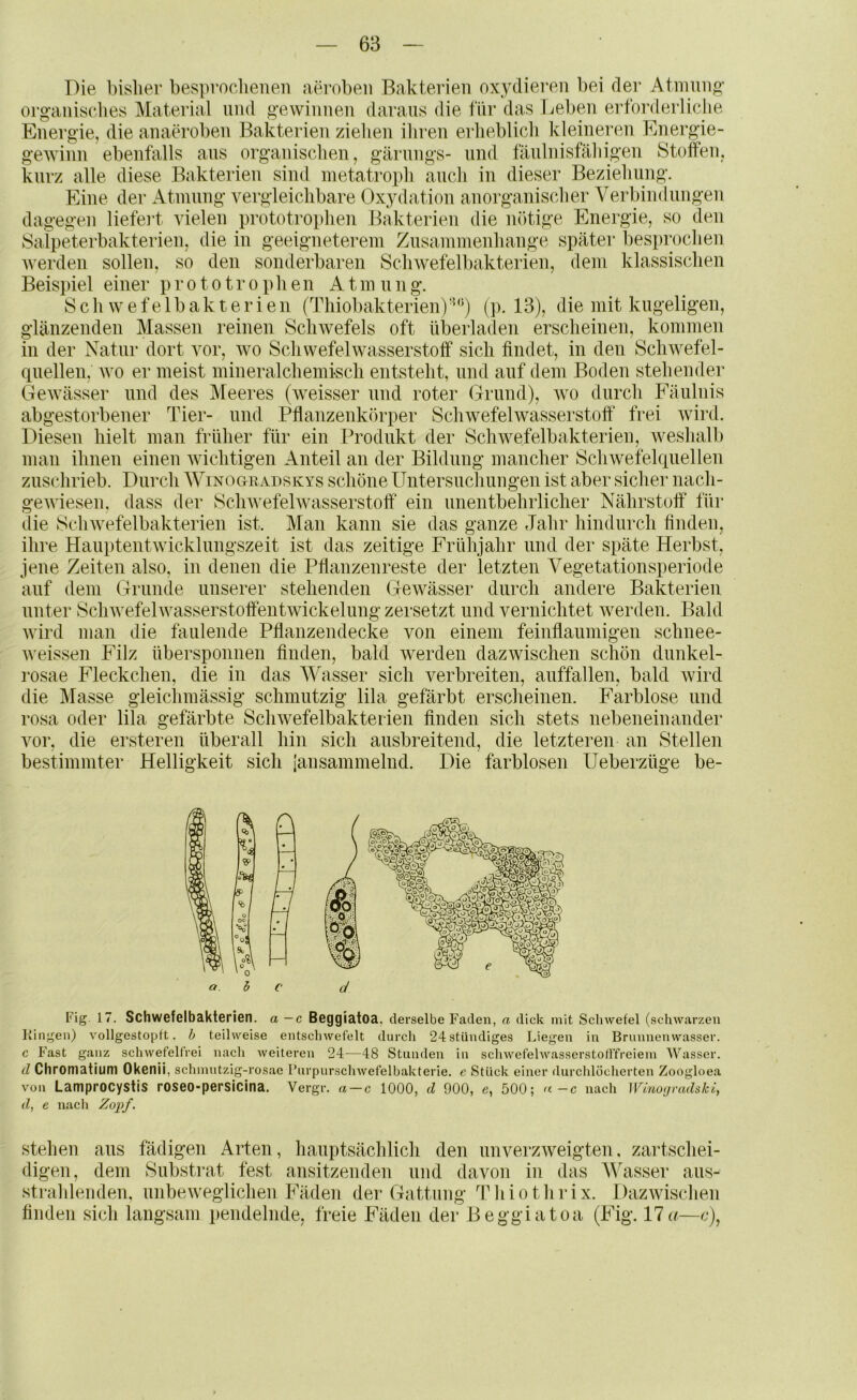 Die bisher besprochenen aeroben Bakterien oxydieren bei der Atinnng’ organisclies Material und g’ewinnen daraus die für das Beben erfoi'derliclie Energie, die anaeroben Bakterien zielien ihren erheblich kleineren Energie- gwinn ebenfalls aus organischen, gärungs- und fäulnisfähigen Stotfen, kurz alle diese Bakterien sind metatroph auch in dieser Beziehung. Eine der Atmung vergleichbare Oxydation anorganischer Verbindungen dagegen liefe]’t vielen prototrophen Bakterien die nötige Energie, so den Salpeterbakterien, die in geeigneterem Zusammenhänge später besprochen Averden sollen, so den sonderbaren Schwefelbakterien, dem klassischen Beispiel einer prototrophen A t m u n g. Sch w e f e 1 b ak t e r i en (Thiobakterien)(p. 13), die mit kugeligen, glänzenden Massen reinen Schwefels oft überladen erscheinen, kommen in der Natur dort vor, avo SchwefelAvasserstoff sich findet, in den ScliAvefel- quellen, avo er meist mineralchemisch entsteht, und auf dem Boden stehender GeAvässer und des Meeres (Aveisser und roter Grund), wo durch Fäulnis abgestorbener Tier- und Pflanzenkörper SchAvefelwasserstoff' frei Avird. Diesen hielt man früher für ein Produkt der Schwefelbakterien, Aveshalb man ihnen einen Avichtigen Anteil an der Bildung mancher Schwefelquellen zuschrieb. Durch Winogeadskys schöne Untersuchungen ist aber sicher nach- geAviesen, dass der SchwefelAvasserstoff ein unentbehrlicher Nährstoff' für die ScliAvefelbakterien ist. Man kann sie das ganze Jahr hindurch finden, ihre HauptentAvicklungszeit ist das zeitige Frühjahr und der späte Herbst, jene Zeiten also, in denen die Pfianzenreste der letzten Vegetationsperiode auf dem Grunde unserer stehenden GeAvässer durch andere Bakterien unter SchwefelAvasserstottentwickelung zersetzt und vernichtet Averden. Bald Avird man die faulende Pflanzendecke von einem feinflaumigen schnee- Aveissen Filz übersponnen finden, bald werden dazwischen schön dunkel- i'osae Fleckchen, die in das Wasser sich verbreiten, auffallen, bald Avird die Masse gleiclimässig schmutzig lila gefärbt erscheinen. Farblose und rosa oder lila gefärbte ScliAvefelbakterien finden sich stets nebeneinander A^or, die ersteren überall hin sich ausbreitend, die letzteren an Stellen bestimmter Helligkeit sich jansammelnd. Die farblosen Ueberzüge be- a. h c d Fig. 17. Schwefelbakterien, a —c Beggiatoa, derselbe Faden, a dick mit Schwefel (schwarzen Eingen) vollgestopft, h teilweise entschwefelt durch 24stündiges Liegen in Brunnenwasser. c F'ast ganz schwefelfVei nach weiteren 24—48 Stunden in schwefelwasserstofffreiein AVasser. d Chronatium Okenii, schmutzig-rosae Purpurschwefelbakterie, e Stück einer durchlöcherten Zoogloea von Lamprocystis roseo-persiclna. Vergr. a — c 1000, d 900, e, 500; «-c nach WinOijradski, d, e nach Zopf. stehen ans fädigen Arten, hauptsächlich den unverzAveigten, zartschei- digen, dem Substrat fest ansitzenden und davon in das Wasser aus- strahleiiden, unbeAveglichen Fäden der Gattung T h i o t h r i x. 1 )azAvischen finden sich langsam pendelnde, freie Fäden der Beggiatoa (Fig. 17 —c),